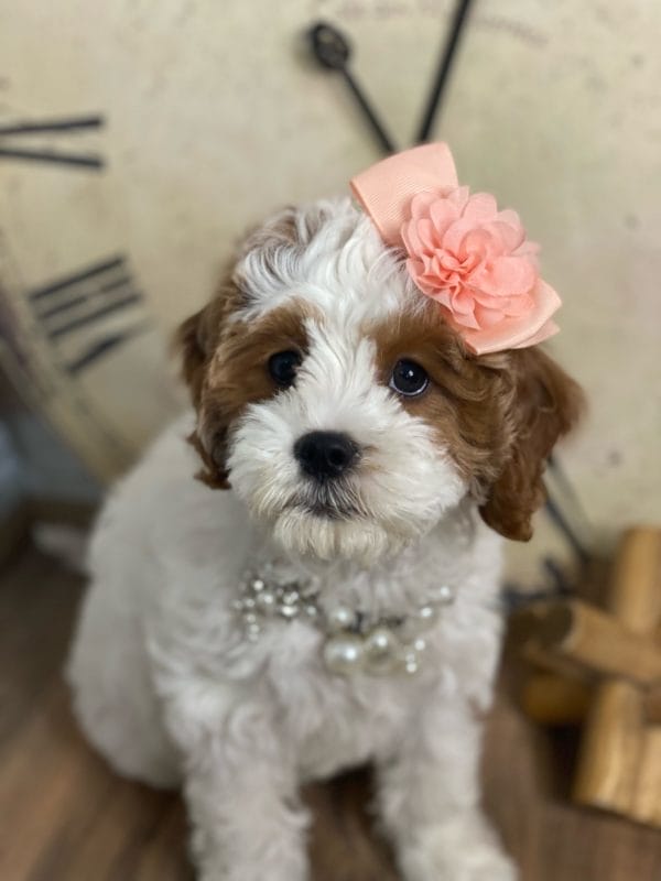 Channel - Teacup Cavapoo Girl - Image 6