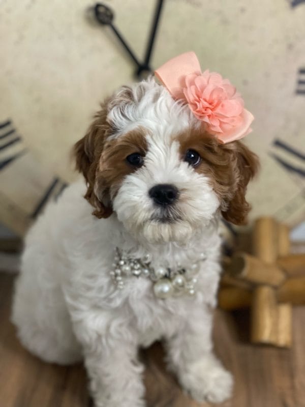 Channel - Teacup Cavapoo Girl - Image 5