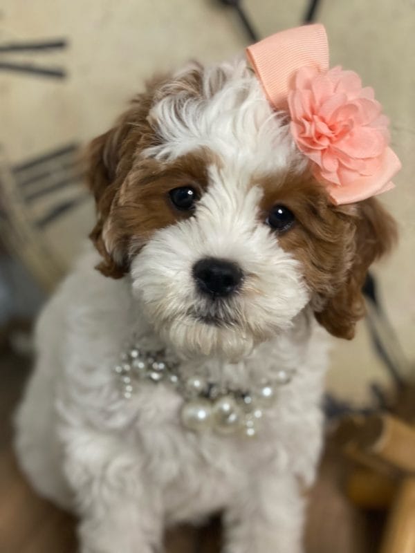 Channel - Teacup Cavapoo Girl