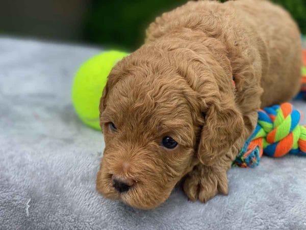 Chunk - Teacup Labradoodle Boy - Image 4