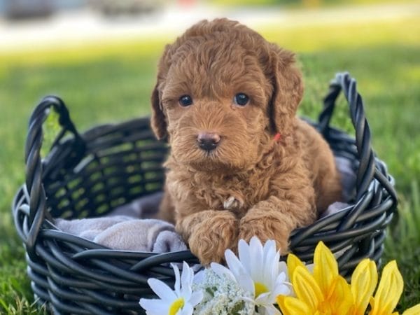 Chunk - Teacup Labradoodle Boy - Image 13