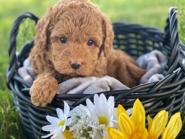 Chunk - Teacup Labradoodle Boy - Image 11