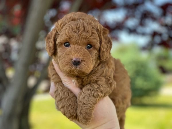 Chunk - Teacup Labradoodle Boy - Image 8