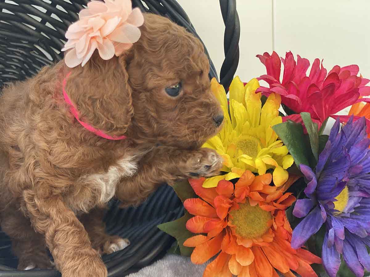 Coral - Micro Goldendoodle Girl - Image 8
