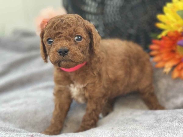 Micro GOLDENDOODLE PUPPIES, Micro Goldendoodle, Precious Doodle Dogs, Teacup Doodle Dogs, Goldendoodle, Doodle Dog, Golden Doodles, Goldendoodle for sale, Goldendoodle puppies for sale, Miniature goldendoodle, goldendoodle puppies, mini goldendoodle, mini puppies, mini goldendoodle size, Mini Doodle Dogs, f1 goldendoodle, golden retriever poodle, chocolate goldendoodle, small doodles, goldendoodle temperament, goldendoodle colors, goldendoodle price, white goldendoodle, f2 goldendoodle, mini goldendoodle price, mini goldendoodle full grown, f1 mini goldendoodle, f1b goldendoodle, parti goldendoodle, goldendoodles near me, english goldendoodle, australian goldendoodle, red goldendoodle, doodle breeds, brown goldendoodle, goldendoodle cost, adult mini goldendoodle, golden noodle dog, doodle dog breeds, miniature golden doodle, miniature puppies, golden retriever poodle mix, A Star is Born, A star is born goldendoodle, a star is born dog, Bradley Cooper's Dog, Bradley Cooper Dog, Bradley Cooper's Goldendoodle, arizona goldendoodles, goldendoodle training, goldendoodle size, how big do mini goldendoodles get, goldendoodle full grown, baby goldendoodle, goldendoodle houston, golden doodles for sale, adult goldendoodle, apricot goldendoodle, goldendoodle grooming, mini golden doodles, goldendoodle shedding, f2b goldendoodle, goldendoodle hypoallergenic, goldendoodle names, english cream goldendoodle, golden retriever and poodle mix, mini goldendoodle puppies, micro goldendoodle, mini goldendoodle puppies for sale, miniature goldendoodle for sale, goldendoodle puppies for adoption, teddy bear goldendoodle, mini goldendoodle rescue, medium goldendoodle, black goldendoodle, mini goldendoodle for sale near me, goldendoodle puppies for sale near me, mini doodle, doodle puppies, mini goldendoodle for sale, goldendoodle breeders near me, miniature goldendoodle for sale near me, toy goldendoodle, petite goldendoodle, golden doodle dog, miniature goldendoodle puppies, mini goldendoodle puppies for sale near me, goldendoodles for sale near me, mini goldedoodle breeders, goldendoodle adoption, f1b mini goldendoodle, small goldendoodle, teacup goldendoodle, goldendoodle puppies near me, goldendoodle breeders, how to groom a goldendoodle, great doodle puppies, golden doodle mix, goldendoodle tampa, goldendoodle facts, white doodle dog, white goldendoodle puppy, mini goldendoodle maryland, country mini doodles, goldendoodle los angeles, toy labradoodle puppies for sale, types of goldendoodles, mini golden retriever puppies, golden goldendoodle, mini golden retriever puppies for sale, miniature australian goldendoodle, goldendoodle sacramento, goldendoodle omaha, labradoodle goldendoodle, f1 medium goldendoodle, BEST goldendoodles, pictures of mini goldendoodles, teacup goldendoodle full grown, micro mini goldendoodle full grown, toy goldendoodle price, goldendoodle chicago, retriever doodle, teacup goldendoodle puppies for sale, cute goldendoodle, mini teddy bear puppies, miniature goldendoodle full grown, f2 mini goldendoodle, goldendoodle spokane, mini goldendoodle chicago, micro mini goldendoodle, how nbig do miniature goldendoodles get, brown mini goldendoodle, mini doodle breeds, poodle doodle dog, what is a mini goldendoodle, black mini goldendoodle, mini irish doodle puppies for sale, f1b goldendoodle size, toy golden doodles, chocolate brown goldendoodle puppies for sale, petite goldendoodle full grown, goldendoodle behavior, american goldendoodle, f1b medium goldendoodle, goldendoodle puppy cost, cute goldendoodle puppies, goldendoodle indianapolis, teddy goldendoodle, mini goldendoodle weight, teddy bear golden doodles, f1b goldendoodle puppies for sale, miniature goldendoodle size, chocolate goldendoodle puppy, english cream mini goldendoodle, doodle puppies near me, red miniature goldendoodle, cream goldendoodle, goldendoodle puppy cut, mini goldendoodle hypoallergenic, dog breed goldendoodle, goldendoodle poodle mixes, goldendoodle allergies, goldendoodle info, sandy ridge goldendoodles, lakeshore goldendoodles, toy goldendoodle puppies for sale, labradoodle and goldendoodle, goldendoodle las vegas, goldendoodle phoenix, doodle breeders near me, miniature goldendoodle weight, black and white goldendoodle, sarasota goldendoodles, mini goldendoodle dallas, a goldendoodle, what is a goldendoodle, goldendoodle dallas, mini golden doodles for sale, ginger doodle puppy, how much does a mini goldendoodle cost, goldendoodle san antonio, goldendoodle photos, goldendoodle cuts, chocolate mini goldendoodle, all about goldendoodles, goldendoodle cincinnati, black doodle dog, goldendoodle weight, miniature goldendoodle breeders, goldendoodle information, miniature goldendoodle puppies for sale, doodle puppies for sale near me, black labradoodle puppies for sale, goldendoodle seattle, golden doodles near me, teacup goldendoodle for sale, golden retriever poodle puppy, goldendoodle rochester ny, goldendoodle and poodle mix, akc goldendoodle, goldendoodle kansas city, mini goldendoodle facts, goldendoodle austin, goldendoodle doodle, goldendoodle tulsa, curly goldendoodle, brown goldendoodle puppies, f1b labradoodle puppies for sale, red mini goldendoodle, goldendoodle poodle, chocolate goldendoodle for sale, tiny goldendoodle, goldendoodle puppies breeders, english goldendoodle puppies for sale, mini golden labradoodle, f1b mini teddy bear goldendoodles, red goldendoodle puppies for sale, miniature golden retriever breeders, f1 goldendoodles for sale, teacup goldendoodle puppies, toy mini goldendoodle, xs petite goldendoodle, f2 goldendoodle puppies for sale, mini goldendoodle cost, black goldendoodle for sale, english teddy bear goldendoodle, small doodle dogs, goldendoodle nashville, english goldendoodle puppies, golden retriever poodle mix for sale, red goldendoodle puppy, parti goldendoodles for sale, english cream goldendoodles for sale, doodle puppies for sale, golden retriever poodle mix puppies, goldendoodle tucson, f1b mini goldendoodle puppies for sale, mini goldendoodle breeders northeast, teddy bear goldendoodle, toy goldendoodle rescue, petite mini goldendoodle, goldendoodle stuff, mini goldendoodles near me, teddy bear goldendoodle puppies, f1 goldendoodle puppies, teddy bear goldendoodles for sale, silver goldendoodle, buy goldendoodle, mini golden doodle dog, teddy bear goldendoodles mini, micro mini goldendoodle puppies for sale, goldendoodle dogs for sale, best goldendoodle breeders, chocolate goldendoodle puppies for sale, doodle dogs for sale, toy goldendoodle puppies, mini doodle dog, toy goldendoodle breeders, doodles for sale, goldendoodle hypoallergenic dog, mini goldendoodle breeders near me, english goldendoodle breeders, f1b mini goldendoodle for sale, teacup goldendoodle price, petite goldendoodle for sale, mini english goldendoodle, mini goldendoodle info, miniature goldendoodle puppies for sale near me, black goldendoodle puppies for sale, f1 goldendoodle puppies for sale, Micro Goldendoodles AL, Micro Goldendoodles AK, Micro Goldendoodles AZ, Micro Goldendoodles AR, Micro Goldendoodles CA, Micro Goldendoodles CO, Micro Goldendoodles CT, Micro Goldendoodles DE, Micro Goldendoodles FL, Micro Goldendoodles GA, Micro Goldendoodles HI, Micro Goldendoodles ID, Micro Goldendoodles IL, Micro Goldendoodles IN, Micro Goldendoodles IA, Micro Goldendoodles KS, Micro Goldendoodles KY, Micro Goldendoodles LA, Micro Goldendoodles ME, Micro Goldendoodles MD, Micro Goldendoodles MA, Micro Goldendoodles MI, Micro Goldendoodles MN, Micro Goldendoodles MS, Micro Goldendoodles MO, Micro Goldendoodles MT, Micro Goldendoodles NE, Micro Goldendoodles NV, Micro Goldendoodles NH, Micro Goldendoodles NJ, Micro Goldendoodles NM, Micro Goldendoodles NY, Micro Goldendoodles NC, Micro Goldendoodles ND, Micro Goldendoodles OH, Micro Goldendoodles OK, Micro Goldendoodles OR, Micro Goldendoodles PA, Micro Goldendoodles RI, Micro Goldendoodles SC, Micro Goldendoodles SD, Micro Goldendoodles TN, Micro Goldendoodles TX, Micro Goldendoodles UT, Micro Goldendoodles VT, Micro Goldendoodles VA, Micro Goldendoodles WA, Micro Goldendoodles WV, Micro Goldendoodles WI, Micro Goldendoodles WY, Micro Golden Doodles AL, Micro Golden Doodles AK, Micro Golden Doodles AZ, Micro Golden Doodles AR, Micro Golden Doodles CA, Micro Golden Doodles CO, Micro Golden Doodles CT, Micro Golden Doodles DE, Micro Golden Doodles FL, Micro Golden Doodles GA, Micro Golden Doodles HI, Micro Golden Doodles ID, Micro Golden Doodles IL, Micro Golden Doodles IN, Micro Golden Doodles IA, Micro Golden Doodles KS, Micro Golden Doodles KY, Micro Golden Doodles LA, Micro Golden Doodles ME, Micro Golden Doodles MD, Micro Golden Doodles MA, Micro Golden Doodles MI, Micro Golden Doodles MN, Micro Golden Doodles MS, Micro Golden Doodles MO, Micro Golden Doodles MT, Micro Golden Doodles NE, Micro Golden Doodles NV, Micro Golden Doodles NH, Micro Golden Doodles NJ, Micro Golden Doodles NM, Micro Golden Doodles NY, Micro Golden Doodles NC, Micro Golden Doodles ND, Micro Golden Doodles OH, Micro Golden Doodles OK, Micro Golden Doodles OR, Micro Golden Doodles PA, Micro Golden Doodles RI, Micro Golden Doodles SC, Micro Golden Doodles SD, Micro Golden Doodles TN, Micro Golden Doodles TX, Micro Golden Doodles UT, Micro Golden Doodles VT, Micro Golden Doodles VA, Micro Golden Doodles WA, Micro Golden Doodles WV, Micro Golden Doodles WI, Micro Golden Doodles WY, Micro Goldendoodle Alabama, Micro Goldendoodle Alaska, Micro Goldendoodle Arizona, Micro Goldendoodle Arkansas, Micro Goldendoodle California, Micro Goldendoodle Colorado, Micro Goldendoodle Connecticut, Micro Goldendoodle Delaware, Micro Goldendoodle Florida, Micro Goldendoodle Georgia, Micro Goldendoodle Hawaii, Micro Goldendoodle Idaho, Micro Goldendoodle Illinois, Micro Goldendoodle Indiana, Micro Goldendoodle Iowa, Micro Goldendoodle Kansas, Micro Goldendoodle Kentucky, Micro Goldendoodle Louisiana, Micro Goldendoodle Maine, Micro Goldendoodle Maryland, Micro Goldendoodle Massachusetts, Micro Goldendoodle Michigan, Micro Goldendoodle Minnesota, Micro Goldendoodle Mississippi, Micro Goldendoodle Missouri, Micro Goldendoodle Montana, Micro Goldendoodle Nebraska, Micro Goldendoodle Nevada, Micro Goldendoodle New Hampshire, Micro Goldendoodle New Jersey, Micro Goldendoodle New Mexico, Micro Goldendoodle New York, Micro Goldendoodle North Carolina, Micro Goldendoodle North Dakota, Micro Goldendoodle Ohio, Micro Goldendoodle Oklahoma, Micro Goldendoodle Oregon, Micro Goldendoodle Pennsylvania, Micro Goldendoodle Rhode Island, Micro Goldendoodle South Carolina, Micro Goldendoodle South Dakota, Micro Goldendoodle Tennessee, Micro Goldendoodle Texas, Micro Goldendoodle Utah, Micro Goldendoodle Vermont, Micro Goldendoodle Virginia, Micro Goldendoodle Washington, Micro Goldendoodle West Virginia, Micro Goldendoodle Wisconsin, Micro Goldendoodle Wyoming, Micro Goldendoodle breeders AL, Micro Goldendoodle breeders AK, Micro Goldendoodle breeders AZ, Micro Goldendoodle breeders AR, Micro Goldendoodle breeders CA, Micro Goldendoodle breeders CO, Micro Goldendoodle breeders CT, Micro Goldendoodle breeders DE, Micro Goldendoodle breeders FL, Micro Goldendoodle breeders GA, Micro Goldendoodle breeders HI, Micro Goldendoodle breeders ID, Micro Goldendoodle breeders IL, Micro Goldendoodle breeders IN, Micro Goldendoodle breeders IA, Micro Goldendoodle breeders KS, Micro Goldendoodle breeders KY, Micro Goldendoodle breeders LA, Micro Goldendoodle breeders ME, Micro Goldendoodle breeders MD, Micro Goldendoodle breeders MA, Micro Goldendoodle breeders MI, Micro Goldendoodle breeders MN, Micro Goldendoodle breeders MS, Micro Goldendoodle breeders MO, Micro Goldendoodle breeders MT, Micro Goldendoodle breeders NE, Micro Goldendoodle breeders NV, Micro Goldendoodle breeders NH, Micro Goldendoodle breeders NJ, Micro Goldendoodle breeders NM, Micro Goldendoodle breeders NY, Micro Goldendoodle breeders NC, Micro Goldendoodle breeders ND, Micro Goldendoodle breeders OH, Micro Goldendoodle breeders OK, Micro Goldendoodle breeders OR, Micro Goldendoodle breeders PA, Micro Goldendoodle breeders RI, Micro Goldendoodle breeders SC, Micro Goldendoodle breeders SD, Micro Goldendoodle breeders TN, Micro Goldendoodle breeders TX, Micro Goldendoodle breeders UT, Micro Goldendoodle breeders VT, Micro Goldendoodle breeders VA, Micro Goldendoodle breeders WA, Micro Goldendoodle breeders WV, Micro Goldendoodle breeders WI, Micro Goldendoodle breeders WY, Micro Golden doodle puppies for sale in AL, Micro Golden doodle puppies for sale in AK, Micro Golden doodle puppies for sale in AZ, Micro Golden doodle puppies for sale in AR, Micro Golden doodle puppies for sale in CA, Micro Golden doodle puppies for sale in CO, Micro Golden doodle puppies for sale in CT, Micro Golden doodle puppies for sale in DE, Micro Golden doodle puppies for sale in FL, Micro Golden doodle puppies for sale in GA, Micro Golden doodle puppies for sale in HI, Micro Golden doodle puppies for sale in ID, Micro Golden doodle puppies for sale in IL, Micro Golden doodle puppies for sale in IN, Micro Golden doodle puppies for sale in IA, Micro Golden doodle puppies for sale in KS, Micro Golden doodle puppies for sale in KY, Micro Golden doodle puppies for sale in LA, Micro Golden doodle puppies for sale in ME, Micro Golden doodle puppies for sale in MD, Micro Golden doodle puppies for sale in MA, Micro Golden doodle puppies for sale in MI, Micro Golden doodle puppies for sale in MN, Micro Golden doodle puppies for sale in MS, Micro Golden doodle puppies for sale in MO, Micro Golden doodle puppies for sale in MT, Micro Golden doodle puppies for sale in NE, Micro Golden doodle puppies for sale in NV, Micro Golden doodle puppies for sale in NH, Micro Golden doodle puppies for sale in NJ, Micro Golden doodle puppies for sale in NM, Micro Golden doodle puppies for sale in NY, Micro Golden doodle puppies for sale in NC, Micro Golden doodle puppies for sale in ND, Micro Golden doodle puppies for sale in OH, Micro Golden doodle puppies for sale in OK, Micro Golden doodle puppies for sale in OR, Micro Golden doodle puppies for sale in PA, Micro Golden doodle puppies for sale in RI, Micro Golden doodle puppies for sale in SC, Micro Golden doodle puppies for sale in SD, Micro Golden doodle puppies for sale in TN, Micro Golden doodle puppies for sale in TX, Micro Golden doodle puppies for sale in UT, Micro Golden doodle puppies for sale in VT, Micro Golden doodle puppies for sale in VA, Micro Golden doodle puppies for sale in WA, Micro Golden doodle puppies for sale in WV, Micro Golden doodle puppies for sale in WI, Micro Golden doodle puppies for sale in WY, Micro Goldendoodles for sale in AL, Micro Goldendoodles for sale in AK, Micro Goldendoodles for sale in AZ, Micro Goldendoodles for sale in AR, Micro Goldendoodles for sale in CA, Micro Goldendoodles for sale in CO, Micro Goldendoodles for sale in CT, Micro Goldendoodles for sale in DE, Micro Goldendoodles for sale in FL, Micro Goldendoodles for sale in GA, Micro Goldendoodles for sale in HI, Micro Goldendoodles for sale in ID, Micro Goldendoodles for sale in IL, Micro Goldendoodles for sale in IN, Micro Goldendoodles for sale in IA, Micro Goldendoodles for sale in KS, Micro Goldendoodles for sale in KY, Micro Goldendoodles for sale in LA, Micro Goldendoodles for sale in ME, Micro Goldendoodles for sale in MD, Micro Goldendoodles for sale in MA, Micro Goldendoodles for sale in MI, Micro Goldendoodles for sale in MN, Micro Goldendoodles for sale in MS, Micro Goldendoodles for sale in MO, Micro Goldendoodles for sale in MT, Micro Goldendoodles for sale in NE, Micro Goldendoodles for sale in NV, Micro Goldendoodles for sale in NH, Micro Goldendoodles for sale in NJ, Micro Goldendoodles for sale in NM, Micro Goldendoodles for sale in NY, Micro Goldendoodles for sale in NC, Micro Goldendoodles for sale in ND, Micro Goldendoodles for sale in OH, Micro Goldendoodles for sale in OK, Micro Goldendoodles for sale in OR, Micro Goldendoodles for sale in PA, Micro Goldendoodles for sale in RI, Micro Goldendoodles for sale in SC, Micro Goldendoodles for sale in SD, Micro Goldendoodles for sale in TN, Micro Goldendoodles for sale in TX, Micro Goldendoodles for sale in UT, Micro Goldendoodles for sale in VT, Micro Goldendoodles for sale in VA, Micro Goldendoodles for sale in WA, Micro Goldendoodles for sale in WV, Micro Goldendoodles for sale in WI, Micro Goldendoodles for sale in WY, Micro Golden doodles Alabama, Micro Golden doodles Alaska, Micro Golden doodles Arizona, Micro Golden doodles Arkansas, Micro Golden doodles California, Micro Golden doodles Colorado, Micro Golden doodles Connecticut, Micro Golden doodles Delaware, Micro Golden doodles Florida, Micro Golden doodles Georgia, Micro Golden doodles Hawaii, Micro Golden doodles Idaho, Micro Golden doodles Illinois, Micro Golden doodles Indiana, Micro Golden doodles Iowa, Micro Golden doodles Kansas, Micro Golden doodles Kentucky, Micro Golden doodles Louisiana, Micro Golden doodles Maine, Micro Golden doodles Maryland, Micro Golden doodles Massachusetts, Micro Golden doodles Michigan, Micro Golden doodles Minnesota, Micro Golden doodles Mississippi, Micro Golden doodles Missouri, Micro Golden doodles Montana, Micro Golden doodles Nebraska, Micro Golden doodles Nevada, Micro Golden doodles New Hampshire, Micro Golden doodles New Jersey, Micro Golden doodles New Mexico, Micro Golden doodles New York, Micro Golden doodles North Carolina, Micro Golden doodles North Dakota, Micro Golden doodles Ohio, Micro Golden doodles Oklahoma, Micro Golden doodles Oregon, Micro Golden doodles Pennsylvania, Micro Golden doodles Rhode Island, Micro Golden doodles South Carolina, Micro Golden doodles South Dakota, Micro Golden doodles Tennessee, Micro Golden doodles Texas, Micro Golden doodles Utah, Micro Golden doodles Vermont, Micro Golden doodles Virginia, Micro Golden doodles Washington, Micro Golden doodles West Virginia, Micro Golden doodles Wisconsin, Micro Golden doodles Wyoming, Golden doodle Breeders AL, Golden doodle Breeders AK, Golden doodle Breeders AZ, Golden doodle Breeders AR, Golden doodle Breeders CA, Golden doodle Breeders CO, Golden doodle Breeders CT, Golden doodle Breeders DE, Golden doodle Breeders FL, Golden doodle Breeders GA, Golden doodle Breeders HI, Golden doodle Breeders ID, Golden doodle Breeders IL, Golden doodle Breeders IN, Golden doodle Breeders IA, Golden doodle Breeders KS, Golden doodle Breeders KY, Golden doodle Breeders LA, Golden doodle Breeders ME, Golden doodle Breeders MD, Golden doodle Breeders MA, Golden doodle Breeders MI, Golden doodle Breeders MN, Golden doodle Breeders MS, Golden doodle Breeders MO, Golden doodle Breeders MT, Golden doodle Breeders NE, Golden doodle Breeders NV, Golden doodle Breeders NH, Golden doodle Breeders NJ, Golden doodle Breeders NM, Golden doodle Breeders NY, Golden doodle Breeders NC, Golden doodle Breeders ND, Golden doodle Breeders OH, Golden doodle Breeders OK, Golden doodle Breeders OR, Golden doodle Breeders PA, Golden doodle Breeders RI, Golden doodle Breeders SC, Golden doodle Breeders SD, Golden doodle Breeders TN, Golden doodle Breeders TX, Golden doodle Breeders UT, Golden doodle Breeders VT, Golden doodle Breeders VA, Golden doodle Breeders WA, Golden doodle Breeders WV, Golden doodle Breeders WI, Golden doodle Breeders WY, Micro Golden doodles for sale in AL, Micro Golden doodles for sale in AK, Micro Golden doodles for sale in AZ, Micro Golden doodles for sale in AR, Micro Golden doodles for sale in CA, Micro Golden doodles for sale in CO, Micro Golden doodles for sale in CT, Micro Golden doodles for sale in DE, Micro Golden doodles for sale in FL, Micro Golden doodles for sale in GA, Micro Golden doodles for sale in HI, Micro Golden doodles for sale in ID, Micro Golden doodles for sale in IL, Micro Golden doodles for sale in IN, Micro Golden doodles for sale in IA, Micro Golden doodles for sale in KS, Micro Golden doodles for sale in KY, Micro Golden doodles for sale in LA, Micro Golden doodles for sale in ME, Micro Golden doodles for sale in MD, Micro Golden doodles for sale in MA, Micro Golden doodles for sale in MI, Micro Golden doodles for sale in MN, Micro Golden doodles for sale in MS, Micro Golden doodles for sale in MO, Micro Golden doodles for sale in MT, Micro Golden doodles for sale in NE, Micro Golden doodles for sale in NV, Micro Golden doodles for sale in NH, Micro Golden doodles for sale in NJ, Micro Golden doodles for sale in NM, Micro Golden doodles for sale in NY, Micro Golden doodles for sale in NC, Micro Golden doodles for sale in ND, Micro Golden doodles for sale in OH, Micro Golden doodles for sale in OK, Micro Golden doodles for sale in OR, Micro Golden doodles for sale in PA, Micro Golden doodles for sale in RI, Micro Golden doodles for sale in SC, Micro Golden doodles for sale in SD, Micro Golden doodles for sale in TN, Micro Golden doodles for sale in TX, Micro Golden doodles for sale in UT, Micro Golden doodles for sale in VT, Micro Golden doodles for sale in VA, Micro Golden doodles for sale in WA, Micro Golden doodles for sale in WV, Micro Golden doodles for sale in WI, Micro Golden doodles for sale in WY,