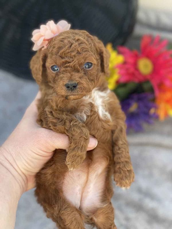 Micro GOLDENDOODLE PUPPIES, Micro Goldendoodle, Precious Doodle Dogs, Teacup Doodle Dogs, Goldendoodle, Doodle Dog, Golden Doodles, Goldendoodle for sale, Goldendoodle puppies for sale, Miniature goldendoodle, goldendoodle puppies, mini goldendoodle, mini puppies, mini goldendoodle size, Mini Doodle Dogs, f1 goldendoodle, golden retriever poodle, chocolate goldendoodle, small doodles, goldendoodle temperament, goldendoodle colors, goldendoodle price, white goldendoodle, f2 goldendoodle, mini goldendoodle price, mini goldendoodle full grown, f1 mini goldendoodle, f1b goldendoodle, parti goldendoodle, goldendoodles near me, english goldendoodle, australian goldendoodle, red goldendoodle, doodle breeds, brown goldendoodle, goldendoodle cost, adult mini goldendoodle, golden noodle dog, doodle dog breeds, miniature golden doodle, miniature puppies, golden retriever poodle mix, A Star is Born, A star is born goldendoodle, a star is born dog, Bradley Cooper's Dog, Bradley Cooper Dog, Bradley Cooper's Goldendoodle, arizona goldendoodles, goldendoodle training, goldendoodle size, how big do mini goldendoodles get, goldendoodle full grown, baby goldendoodle, goldendoodle houston, golden doodles for sale, adult goldendoodle, apricot goldendoodle, goldendoodle grooming, mini golden doodles, goldendoodle shedding, f2b goldendoodle, goldendoodle hypoallergenic, goldendoodle names, english cream goldendoodle, golden retriever and poodle mix, mini goldendoodle puppies, micro goldendoodle, mini goldendoodle puppies for sale, miniature goldendoodle for sale, goldendoodle puppies for adoption, teddy bear goldendoodle, mini goldendoodle rescue, medium goldendoodle, black goldendoodle, mini goldendoodle for sale near me, goldendoodle puppies for sale near me, mini doodle, doodle puppies, mini goldendoodle for sale, goldendoodle breeders near me, miniature goldendoodle for sale near me, toy goldendoodle, petite goldendoodle, golden doodle dog, miniature goldendoodle puppies, mini goldendoodle puppies for sale near me, goldendoodles for sale near me, mini goldedoodle breeders, goldendoodle adoption, f1b mini goldendoodle, small goldendoodle, teacup goldendoodle, goldendoodle puppies near me, goldendoodle breeders, how to groom a goldendoodle, great doodle puppies, golden doodle mix, goldendoodle tampa, goldendoodle facts, white doodle dog, white goldendoodle puppy, mini goldendoodle maryland, country mini doodles, goldendoodle los angeles, toy labradoodle puppies for sale, types of goldendoodles, mini golden retriever puppies, golden goldendoodle, mini golden retriever puppies for sale, miniature australian goldendoodle, goldendoodle sacramento, goldendoodle omaha, labradoodle goldendoodle, f1 medium goldendoodle, BEST goldendoodles, pictures of mini goldendoodles, teacup goldendoodle full grown, micro mini goldendoodle full grown, toy goldendoodle price, goldendoodle chicago, retriever doodle, teacup goldendoodle puppies for sale, cute goldendoodle, mini teddy bear puppies, miniature goldendoodle full grown, f2 mini goldendoodle, goldendoodle spokane, mini goldendoodle chicago, micro mini goldendoodle, how nbig do miniature goldendoodles get, brown mini goldendoodle, mini doodle breeds, poodle doodle dog, what is a mini goldendoodle, black mini goldendoodle, mini irish doodle puppies for sale, f1b goldendoodle size, toy golden doodles, chocolate brown goldendoodle puppies for sale, petite goldendoodle full grown, goldendoodle behavior, american goldendoodle, f1b medium goldendoodle, goldendoodle puppy cost, cute goldendoodle puppies, goldendoodle indianapolis, teddy goldendoodle, mini goldendoodle weight, teddy bear golden doodles, f1b goldendoodle puppies for sale, miniature goldendoodle size, chocolate goldendoodle puppy, english cream mini goldendoodle, doodle puppies near me, red miniature goldendoodle, cream goldendoodle, goldendoodle puppy cut, mini goldendoodle hypoallergenic, dog breed goldendoodle, goldendoodle poodle mixes, goldendoodle allergies, goldendoodle info, sandy ridge goldendoodles, lakeshore goldendoodles, toy goldendoodle puppies for sale, labradoodle and goldendoodle, goldendoodle las vegas, goldendoodle phoenix, doodle breeders near me, miniature goldendoodle weight, black and white goldendoodle, sarasota goldendoodles, mini goldendoodle dallas, a goldendoodle, what is a goldendoodle, goldendoodle dallas, mini golden doodles for sale, ginger doodle puppy, how much does a mini goldendoodle cost, goldendoodle san antonio, goldendoodle photos, goldendoodle cuts, chocolate mini goldendoodle, all about goldendoodles, goldendoodle cincinnati, black doodle dog, goldendoodle weight, miniature goldendoodle breeders, goldendoodle information, miniature goldendoodle puppies for sale, doodle puppies for sale near me, black labradoodle puppies for sale, goldendoodle seattle, golden doodles near me, teacup goldendoodle for sale, golden retriever poodle puppy, goldendoodle rochester ny, goldendoodle and poodle mix, akc goldendoodle, goldendoodle kansas city, mini goldendoodle facts, goldendoodle austin, goldendoodle doodle, goldendoodle tulsa, curly goldendoodle, brown goldendoodle puppies, f1b labradoodle puppies for sale, red mini goldendoodle, goldendoodle poodle, chocolate goldendoodle for sale, tiny goldendoodle, goldendoodle puppies breeders, english goldendoodle puppies for sale, mini golden labradoodle, f1b mini teddy bear goldendoodles, red goldendoodle puppies for sale, miniature golden retriever breeders, f1 goldendoodles for sale, teacup goldendoodle puppies, toy mini goldendoodle, xs petite goldendoodle, f2 goldendoodle puppies for sale, mini goldendoodle cost, black goldendoodle for sale, english teddy bear goldendoodle, small doodle dogs, goldendoodle nashville, english goldendoodle puppies, golden retriever poodle mix for sale, red goldendoodle puppy, parti goldendoodles for sale, english cream goldendoodles for sale, doodle puppies for sale, golden retriever poodle mix puppies, goldendoodle tucson, f1b mini goldendoodle puppies for sale, mini goldendoodle breeders northeast, teddy bear goldendoodle, toy goldendoodle rescue, petite mini goldendoodle, goldendoodle stuff, mini goldendoodles near me, teddy bear goldendoodle puppies, f1 goldendoodle puppies, teddy bear goldendoodles for sale, silver goldendoodle, buy goldendoodle, mini golden doodle dog, teddy bear goldendoodles mini, micro mini goldendoodle puppies for sale, goldendoodle dogs for sale, best goldendoodle breeders, chocolate goldendoodle puppies for sale, doodle dogs for sale, toy goldendoodle puppies, mini doodle dog, toy goldendoodle breeders, doodles for sale, goldendoodle hypoallergenic dog, mini goldendoodle breeders near me, english goldendoodle breeders, f1b mini goldendoodle for sale, teacup goldendoodle price, petite goldendoodle for sale, mini english goldendoodle, mini goldendoodle info, miniature goldendoodle puppies for sale near me, black goldendoodle puppies for sale, f1 goldendoodle puppies for sale, Micro Goldendoodles AL, Micro Goldendoodles AK, Micro Goldendoodles AZ, Micro Goldendoodles AR, Micro Goldendoodles CA, Micro Goldendoodles CO, Micro Goldendoodles CT, Micro Goldendoodles DE, Micro Goldendoodles FL, Micro Goldendoodles GA, Micro Goldendoodles HI, Micro Goldendoodles ID, Micro Goldendoodles IL, Micro Goldendoodles IN, Micro Goldendoodles IA, Micro Goldendoodles KS, Micro Goldendoodles KY, Micro Goldendoodles LA, Micro Goldendoodles ME, Micro Goldendoodles MD, Micro Goldendoodles MA, Micro Goldendoodles MI, Micro Goldendoodles MN, Micro Goldendoodles MS, Micro Goldendoodles MO, Micro Goldendoodles MT, Micro Goldendoodles NE, Micro Goldendoodles NV, Micro Goldendoodles NH, Micro Goldendoodles NJ, Micro Goldendoodles NM, Micro Goldendoodles NY, Micro Goldendoodles NC, Micro Goldendoodles ND, Micro Goldendoodles OH, Micro Goldendoodles OK, Micro Goldendoodles OR, Micro Goldendoodles PA, Micro Goldendoodles RI, Micro Goldendoodles SC, Micro Goldendoodles SD, Micro Goldendoodles TN, Micro Goldendoodles TX, Micro Goldendoodles UT, Micro Goldendoodles VT, Micro Goldendoodles VA, Micro Goldendoodles WA, Micro Goldendoodles WV, Micro Goldendoodles WI, Micro Goldendoodles WY, Micro Golden Doodles AL, Micro Golden Doodles AK, Micro Golden Doodles AZ, Micro Golden Doodles AR, Micro Golden Doodles CA, Micro Golden Doodles CO, Micro Golden Doodles CT, Micro Golden Doodles DE, Micro Golden Doodles FL, Micro Golden Doodles GA, Micro Golden Doodles HI, Micro Golden Doodles ID, Micro Golden Doodles IL, Micro Golden Doodles IN, Micro Golden Doodles IA, Micro Golden Doodles KS, Micro Golden Doodles KY, Micro Golden Doodles LA, Micro Golden Doodles ME, Micro Golden Doodles MD, Micro Golden Doodles MA, Micro Golden Doodles MI, Micro Golden Doodles MN, Micro Golden Doodles MS, Micro Golden Doodles MO, Micro Golden Doodles MT, Micro Golden Doodles NE, Micro Golden Doodles NV, Micro Golden Doodles NH, Micro Golden Doodles NJ, Micro Golden Doodles NM, Micro Golden Doodles NY, Micro Golden Doodles NC, Micro Golden Doodles ND, Micro Golden Doodles OH, Micro Golden Doodles OK, Micro Golden Doodles OR, Micro Golden Doodles PA, Micro Golden Doodles RI, Micro Golden Doodles SC, Micro Golden Doodles SD, Micro Golden Doodles TN, Micro Golden Doodles TX, Micro Golden Doodles UT, Micro Golden Doodles VT, Micro Golden Doodles VA, Micro Golden Doodles WA, Micro Golden Doodles WV, Micro Golden Doodles WI, Micro Golden Doodles WY, Micro Goldendoodle Alabama, Micro Goldendoodle Alaska, Micro Goldendoodle Arizona, Micro Goldendoodle Arkansas, Micro Goldendoodle California, Micro Goldendoodle Colorado, Micro Goldendoodle Connecticut, Micro Goldendoodle Delaware, Micro Goldendoodle Florida, Micro Goldendoodle Georgia, Micro Goldendoodle Hawaii, Micro Goldendoodle Idaho, Micro Goldendoodle Illinois, Micro Goldendoodle Indiana, Micro Goldendoodle Iowa, Micro Goldendoodle Kansas, Micro Goldendoodle Kentucky, Micro Goldendoodle Louisiana, Micro Goldendoodle Maine, Micro Goldendoodle Maryland, Micro Goldendoodle Massachusetts, Micro Goldendoodle Michigan, Micro Goldendoodle Minnesota, Micro Goldendoodle Mississippi, Micro Goldendoodle Missouri, Micro Goldendoodle Montana, Micro Goldendoodle Nebraska, Micro Goldendoodle Nevada, Micro Goldendoodle New Hampshire, Micro Goldendoodle New Jersey, Micro Goldendoodle New Mexico, Micro Goldendoodle New York, Micro Goldendoodle North Carolina, Micro Goldendoodle North Dakota, Micro Goldendoodle Ohio, Micro Goldendoodle Oklahoma, Micro Goldendoodle Oregon, Micro Goldendoodle Pennsylvania, Micro Goldendoodle Rhode Island, Micro Goldendoodle South Carolina, Micro Goldendoodle South Dakota, Micro Goldendoodle Tennessee, Micro Goldendoodle Texas, Micro Goldendoodle Utah, Micro Goldendoodle Vermont, Micro Goldendoodle Virginia, Micro Goldendoodle Washington, Micro Goldendoodle West Virginia, Micro Goldendoodle Wisconsin, Micro Goldendoodle Wyoming, Micro Goldendoodle breeders AL, Micro Goldendoodle breeders AK, Micro Goldendoodle breeders AZ, Micro Goldendoodle breeders AR, Micro Goldendoodle breeders CA, Micro Goldendoodle breeders CO, Micro Goldendoodle breeders CT, Micro Goldendoodle breeders DE, Micro Goldendoodle breeders FL, Micro Goldendoodle breeders GA, Micro Goldendoodle breeders HI, Micro Goldendoodle breeders ID, Micro Goldendoodle breeders IL, Micro Goldendoodle breeders IN, Micro Goldendoodle breeders IA, Micro Goldendoodle breeders KS, Micro Goldendoodle breeders KY, Micro Goldendoodle breeders LA, Micro Goldendoodle breeders ME, Micro Goldendoodle breeders MD, Micro Goldendoodle breeders MA, Micro Goldendoodle breeders MI, Micro Goldendoodle breeders MN, Micro Goldendoodle breeders MS, Micro Goldendoodle breeders MO, Micro Goldendoodle breeders MT, Micro Goldendoodle breeders NE, Micro Goldendoodle breeders NV, Micro Goldendoodle breeders NH, Micro Goldendoodle breeders NJ, Micro Goldendoodle breeders NM, Micro Goldendoodle breeders NY, Micro Goldendoodle breeders NC, Micro Goldendoodle breeders ND, Micro Goldendoodle breeders OH, Micro Goldendoodle breeders OK, Micro Goldendoodle breeders OR, Micro Goldendoodle breeders PA, Micro Goldendoodle breeders RI, Micro Goldendoodle breeders SC, Micro Goldendoodle breeders SD, Micro Goldendoodle breeders TN, Micro Goldendoodle breeders TX, Micro Goldendoodle breeders UT, Micro Goldendoodle breeders VT, Micro Goldendoodle breeders VA, Micro Goldendoodle breeders WA, Micro Goldendoodle breeders WV, Micro Goldendoodle breeders WI, Micro Goldendoodle breeders WY, Micro Golden doodle puppies for sale in AL, Micro Golden doodle puppies for sale in AK, Micro Golden doodle puppies for sale in AZ, Micro Golden doodle puppies for sale in AR, Micro Golden doodle puppies for sale in CA, Micro Golden doodle puppies for sale in CO, Micro Golden doodle puppies for sale in CT, Micro Golden doodle puppies for sale in DE, Micro Golden doodle puppies for sale in FL, Micro Golden doodle puppies for sale in GA, Micro Golden doodle puppies for sale in HI, Micro Golden doodle puppies for sale in ID, Micro Golden doodle puppies for sale in IL, Micro Golden doodle puppies for sale in IN, Micro Golden doodle puppies for sale in IA, Micro Golden doodle puppies for sale in KS, Micro Golden doodle puppies for sale in KY, Micro Golden doodle puppies for sale in LA, Micro Golden doodle puppies for sale in ME, Micro Golden doodle puppies for sale in MD, Micro Golden doodle puppies for sale in MA, Micro Golden doodle puppies for sale in MI, Micro Golden doodle puppies for sale in MN, Micro Golden doodle puppies for sale in MS, Micro Golden doodle puppies for sale in MO, Micro Golden doodle puppies for sale in MT, Micro Golden doodle puppies for sale in NE, Micro Golden doodle puppies for sale in NV, Micro Golden doodle puppies for sale in NH, Micro Golden doodle puppies for sale in NJ, Micro Golden doodle puppies for sale in NM, Micro Golden doodle puppies for sale in NY, Micro Golden doodle puppies for sale in NC, Micro Golden doodle puppies for sale in ND, Micro Golden doodle puppies for sale in OH, Micro Golden doodle puppies for sale in OK, Micro Golden doodle puppies for sale in OR, Micro Golden doodle puppies for sale in PA, Micro Golden doodle puppies for sale in RI, Micro Golden doodle puppies for sale in SC, Micro Golden doodle puppies for sale in SD, Micro Golden doodle puppies for sale in TN, Micro Golden doodle puppies for sale in TX, Micro Golden doodle puppies for sale in UT, Micro Golden doodle puppies for sale in VT, Micro Golden doodle puppies for sale in VA, Micro Golden doodle puppies for sale in WA, Micro Golden doodle puppies for sale in WV, Micro Golden doodle puppies for sale in WI, Micro Golden doodle puppies for sale in WY, Micro Goldendoodles for sale in AL, Micro Goldendoodles for sale in AK, Micro Goldendoodles for sale in AZ, Micro Goldendoodles for sale in AR, Micro Goldendoodles for sale in CA, Micro Goldendoodles for sale in CO, Micro Goldendoodles for sale in CT, Micro Goldendoodles for sale in DE, Micro Goldendoodles for sale in FL, Micro Goldendoodles for sale in GA, Micro Goldendoodles for sale in HI, Micro Goldendoodles for sale in ID, Micro Goldendoodles for sale in IL, Micro Goldendoodles for sale in IN, Micro Goldendoodles for sale in IA, Micro Goldendoodles for sale in KS, Micro Goldendoodles for sale in KY, Micro Goldendoodles for sale in LA, Micro Goldendoodles for sale in ME, Micro Goldendoodles for sale in MD, Micro Goldendoodles for sale in MA, Micro Goldendoodles for sale in MI, Micro Goldendoodles for sale in MN, Micro Goldendoodles for sale in MS, Micro Goldendoodles for sale in MO, Micro Goldendoodles for sale in MT, Micro Goldendoodles for sale in NE, Micro Goldendoodles for sale in NV, Micro Goldendoodles for sale in NH, Micro Goldendoodles for sale in NJ, Micro Goldendoodles for sale in NM, Micro Goldendoodles for sale in NY, Micro Goldendoodles for sale in NC, Micro Goldendoodles for sale in ND, Micro Goldendoodles for sale in OH, Micro Goldendoodles for sale in OK, Micro Goldendoodles for sale in OR, Micro Goldendoodles for sale in PA, Micro Goldendoodles for sale in RI, Micro Goldendoodles for sale in SC, Micro Goldendoodles for sale in SD, Micro Goldendoodles for sale in TN, Micro Goldendoodles for sale in TX, Micro Goldendoodles for sale in UT, Micro Goldendoodles for sale in VT, Micro Goldendoodles for sale in VA, Micro Goldendoodles for sale in WA, Micro Goldendoodles for sale in WV, Micro Goldendoodles for sale in WI, Micro Goldendoodles for sale in WY, Micro Golden doodles Alabama, Micro Golden doodles Alaska, Micro Golden doodles Arizona, Micro Golden doodles Arkansas, Micro Golden doodles California, Micro Golden doodles Colorado, Micro Golden doodles Connecticut, Micro Golden doodles Delaware, Micro Golden doodles Florida, Micro Golden doodles Georgia, Micro Golden doodles Hawaii, Micro Golden doodles Idaho, Micro Golden doodles Illinois, Micro Golden doodles Indiana, Micro Golden doodles Iowa, Micro Golden doodles Kansas, Micro Golden doodles Kentucky, Micro Golden doodles Louisiana, Micro Golden doodles Maine, Micro Golden doodles Maryland, Micro Golden doodles Massachusetts, Micro Golden doodles Michigan, Micro Golden doodles Minnesota, Micro Golden doodles Mississippi, Micro Golden doodles Missouri, Micro Golden doodles Montana, Micro Golden doodles Nebraska, Micro Golden doodles Nevada, Micro Golden doodles New Hampshire, Micro Golden doodles New Jersey, Micro Golden doodles New Mexico, Micro Golden doodles New York, Micro Golden doodles North Carolina, Micro Golden doodles North Dakota, Micro Golden doodles Ohio, Micro Golden doodles Oklahoma, Micro Golden doodles Oregon, Micro Golden doodles Pennsylvania, Micro Golden doodles Rhode Island, Micro Golden doodles South Carolina, Micro Golden doodles South Dakota, Micro Golden doodles Tennessee, Micro Golden doodles Texas, Micro Golden doodles Utah, Micro Golden doodles Vermont, Micro Golden doodles Virginia, Micro Golden doodles Washington, Micro Golden doodles West Virginia, Micro Golden doodles Wisconsin, Micro Golden doodles Wyoming, Golden doodle Breeders AL, Golden doodle Breeders AK, Golden doodle Breeders AZ, Golden doodle Breeders AR, Golden doodle Breeders CA, Golden doodle Breeders CO, Golden doodle Breeders CT, Golden doodle Breeders DE, Golden doodle Breeders FL, Golden doodle Breeders GA, Golden doodle Breeders HI, Golden doodle Breeders ID, Golden doodle Breeders IL, Golden doodle Breeders IN, Golden doodle Breeders IA, Golden doodle Breeders KS, Golden doodle Breeders KY, Golden doodle Breeders LA, Golden doodle Breeders ME, Golden doodle Breeders MD, Golden doodle Breeders MA, Golden doodle Breeders MI, Golden doodle Breeders MN, Golden doodle Breeders MS, Golden doodle Breeders MO, Golden doodle Breeders MT, Golden doodle Breeders NE, Golden doodle Breeders NV, Golden doodle Breeders NH, Golden doodle Breeders NJ, Golden doodle Breeders NM, Golden doodle Breeders NY, Golden doodle Breeders NC, Golden doodle Breeders ND, Golden doodle Breeders OH, Golden doodle Breeders OK, Golden doodle Breeders OR, Golden doodle Breeders PA, Golden doodle Breeders RI, Golden doodle Breeders SC, Golden doodle Breeders SD, Golden doodle Breeders TN, Golden doodle Breeders TX, Golden doodle Breeders UT, Golden doodle Breeders VT, Golden doodle Breeders VA, Golden doodle Breeders WA, Golden doodle Breeders WV, Golden doodle Breeders WI, Golden doodle Breeders WY, Micro Golden doodles for sale in AL, Micro Golden doodles for sale in AK, Micro Golden doodles for sale in AZ, Micro Golden doodles for sale in AR, Micro Golden doodles for sale in CA, Micro Golden doodles for sale in CO, Micro Golden doodles for sale in CT, Micro Golden doodles for sale in DE, Micro Golden doodles for sale in FL, Micro Golden doodles for sale in GA, Micro Golden doodles for sale in HI, Micro Golden doodles for sale in ID, Micro Golden doodles for sale in IL, Micro Golden doodles for sale in IN, Micro Golden doodles for sale in IA, Micro Golden doodles for sale in KS, Micro Golden doodles for sale in KY, Micro Golden doodles for sale in LA, Micro Golden doodles for sale in ME, Micro Golden doodles for sale in MD, Micro Golden doodles for sale in MA, Micro Golden doodles for sale in MI, Micro Golden doodles for sale in MN, Micro Golden doodles for sale in MS, Micro Golden doodles for sale in MO, Micro Golden doodles for sale in MT, Micro Golden doodles for sale in NE, Micro Golden doodles for sale in NV, Micro Golden doodles for sale in NH, Micro Golden doodles for sale in NJ, Micro Golden doodles for sale in NM, Micro Golden doodles for sale in NY, Micro Golden doodles for sale in NC, Micro Golden doodles for sale in ND, Micro Golden doodles for sale in OH, Micro Golden doodles for sale in OK, Micro Golden doodles for sale in OR, Micro Golden doodles for sale in PA, Micro Golden doodles for sale in RI, Micro Golden doodles for sale in SC, Micro Golden doodles for sale in SD, Micro Golden doodles for sale in TN, Micro Golden doodles for sale in TX, Micro Golden doodles for sale in UT, Micro Golden doodles for sale in VT, Micro Golden doodles for sale in VA, Micro Golden doodles for sale in WA, Micro Golden doodles for sale in WV, Micro Golden doodles for sale in WI, Micro Golden doodles for sale in WY,