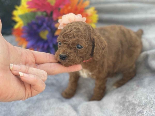Micro GOLDENDOODLE PUPPIES, Micro Goldendoodle, Precious Doodle Dogs, Teacup Doodle Dogs, Goldendoodle, Doodle Dog, Golden Doodles, Goldendoodle for sale, Goldendoodle puppies for sale, Miniature goldendoodle, goldendoodle puppies, mini goldendoodle, mini puppies, mini goldendoodle size, Mini Doodle Dogs, f1 goldendoodle, golden retriever poodle, chocolate goldendoodle, small doodles, goldendoodle temperament, goldendoodle colors, goldendoodle price, white goldendoodle, f2 goldendoodle, mini goldendoodle price, mini goldendoodle full grown, f1 mini goldendoodle, f1b goldendoodle, parti goldendoodle, goldendoodles near me, english goldendoodle, australian goldendoodle, red goldendoodle, doodle breeds, brown goldendoodle, goldendoodle cost, adult mini goldendoodle, golden noodle dog, doodle dog breeds, miniature golden doodle, miniature puppies, golden retriever poodle mix, A Star is Born, A star is born goldendoodle, a star is born dog, Bradley Cooper's Dog, Bradley Cooper Dog, Bradley Cooper's Goldendoodle, arizona goldendoodles, goldendoodle training, goldendoodle size, how big do mini goldendoodles get, goldendoodle full grown, baby goldendoodle, goldendoodle houston, golden doodles for sale, adult goldendoodle, apricot goldendoodle, goldendoodle grooming, mini golden doodles, goldendoodle shedding, f2b goldendoodle, goldendoodle hypoallergenic, goldendoodle names, english cream goldendoodle, golden retriever and poodle mix, mini goldendoodle puppies, micro goldendoodle, mini goldendoodle puppies for sale, miniature goldendoodle for sale, goldendoodle puppies for adoption, teddy bear goldendoodle, mini goldendoodle rescue, medium goldendoodle, black goldendoodle, mini goldendoodle for sale near me, goldendoodle puppies for sale near me, mini doodle, doodle puppies, mini goldendoodle for sale, goldendoodle breeders near me, miniature goldendoodle for sale near me, toy goldendoodle, petite goldendoodle, golden doodle dog, miniature goldendoodle puppies, mini goldendoodle puppies for sale near me, goldendoodles for sale near me, mini goldedoodle breeders, goldendoodle adoption, f1b mini goldendoodle, small goldendoodle, teacup goldendoodle, goldendoodle puppies near me, goldendoodle breeders, how to groom a goldendoodle, great doodle puppies, golden doodle mix, goldendoodle tampa, goldendoodle facts, white doodle dog, white goldendoodle puppy, mini goldendoodle maryland, country mini doodles, goldendoodle los angeles, toy labradoodle puppies for sale, types of goldendoodles, mini golden retriever puppies, golden goldendoodle, mini golden retriever puppies for sale, miniature australian goldendoodle, goldendoodle sacramento, goldendoodle omaha, labradoodle goldendoodle, f1 medium goldendoodle, BEST goldendoodles, pictures of mini goldendoodles, teacup goldendoodle full grown, micro mini goldendoodle full grown, toy goldendoodle price, goldendoodle chicago, retriever doodle, teacup goldendoodle puppies for sale, cute goldendoodle, mini teddy bear puppies, miniature goldendoodle full grown, f2 mini goldendoodle, goldendoodle spokane, mini goldendoodle chicago, micro mini goldendoodle, how nbig do miniature goldendoodles get, brown mini goldendoodle, mini doodle breeds, poodle doodle dog, what is a mini goldendoodle, black mini goldendoodle, mini irish doodle puppies for sale, f1b goldendoodle size, toy golden doodles, chocolate brown goldendoodle puppies for sale, petite goldendoodle full grown, goldendoodle behavior, american goldendoodle, f1b medium goldendoodle, goldendoodle puppy cost, cute goldendoodle puppies, goldendoodle indianapolis, teddy goldendoodle, mini goldendoodle weight, teddy bear golden doodles, f1b goldendoodle puppies for sale, miniature goldendoodle size, chocolate goldendoodle puppy, english cream mini goldendoodle, doodle puppies near me, red miniature goldendoodle, cream goldendoodle, goldendoodle puppy cut, mini goldendoodle hypoallergenic, dog breed goldendoodle, goldendoodle poodle mixes, goldendoodle allergies, goldendoodle info, sandy ridge goldendoodles, lakeshore goldendoodles, toy goldendoodle puppies for sale, labradoodle and goldendoodle, goldendoodle las vegas, goldendoodle phoenix, doodle breeders near me, miniature goldendoodle weight, black and white goldendoodle, sarasota goldendoodles, mini goldendoodle dallas, a goldendoodle, what is a goldendoodle, goldendoodle dallas, mini golden doodles for sale, ginger doodle puppy, how much does a mini goldendoodle cost, goldendoodle san antonio, goldendoodle photos, goldendoodle cuts, chocolate mini goldendoodle, all about goldendoodles, goldendoodle cincinnati, black doodle dog, goldendoodle weight, miniature goldendoodle breeders, goldendoodle information, miniature goldendoodle puppies for sale, doodle puppies for sale near me, black labradoodle puppies for sale, goldendoodle seattle, golden doodles near me, teacup goldendoodle for sale, golden retriever poodle puppy, goldendoodle rochester ny, goldendoodle and poodle mix, akc goldendoodle, goldendoodle kansas city, mini goldendoodle facts, goldendoodle austin, goldendoodle doodle, goldendoodle tulsa, curly goldendoodle, brown goldendoodle puppies, f1b labradoodle puppies for sale, red mini goldendoodle, goldendoodle poodle, chocolate goldendoodle for sale, tiny goldendoodle, goldendoodle puppies breeders, english goldendoodle puppies for sale, mini golden labradoodle, f1b mini teddy bear goldendoodles, red goldendoodle puppies for sale, miniature golden retriever breeders, f1 goldendoodles for sale, teacup goldendoodle puppies, toy mini goldendoodle, xs petite goldendoodle, f2 goldendoodle puppies for sale, mini goldendoodle cost, black goldendoodle for sale, english teddy bear goldendoodle, small doodle dogs, goldendoodle nashville, english goldendoodle puppies, golden retriever poodle mix for sale, red goldendoodle puppy, parti goldendoodles for sale, english cream goldendoodles for sale, doodle puppies for sale, golden retriever poodle mix puppies, goldendoodle tucson, f1b mini goldendoodle puppies for sale, mini goldendoodle breeders northeast, teddy bear goldendoodle, toy goldendoodle rescue, petite mini goldendoodle, goldendoodle stuff, mini goldendoodles near me, teddy bear goldendoodle puppies, f1 goldendoodle puppies, teddy bear goldendoodles for sale, silver goldendoodle, buy goldendoodle, mini golden doodle dog, teddy bear goldendoodles mini, micro mini goldendoodle puppies for sale, goldendoodle dogs for sale, best goldendoodle breeders, chocolate goldendoodle puppies for sale, doodle dogs for sale, toy goldendoodle puppies, mini doodle dog, toy goldendoodle breeders, doodles for sale, goldendoodle hypoallergenic dog, mini goldendoodle breeders near me, english goldendoodle breeders, f1b mini goldendoodle for sale, teacup goldendoodle price, petite goldendoodle for sale, mini english goldendoodle, mini goldendoodle info, miniature goldendoodle puppies for sale near me, black goldendoodle puppies for sale, f1 goldendoodle puppies for sale, Micro Goldendoodles AL, Micro Goldendoodles AK, Micro Goldendoodles AZ, Micro Goldendoodles AR, Micro Goldendoodles CA, Micro Goldendoodles CO, Micro Goldendoodles CT, Micro Goldendoodles DE, Micro Goldendoodles FL, Micro Goldendoodles GA, Micro Goldendoodles HI, Micro Goldendoodles ID, Micro Goldendoodles IL, Micro Goldendoodles IN, Micro Goldendoodles IA, Micro Goldendoodles KS, Micro Goldendoodles KY, Micro Goldendoodles LA, Micro Goldendoodles ME, Micro Goldendoodles MD, Micro Goldendoodles MA, Micro Goldendoodles MI, Micro Goldendoodles MN, Micro Goldendoodles MS, Micro Goldendoodles MO, Micro Goldendoodles MT, Micro Goldendoodles NE, Micro Goldendoodles NV, Micro Goldendoodles NH, Micro Goldendoodles NJ, Micro Goldendoodles NM, Micro Goldendoodles NY, Micro Goldendoodles NC, Micro Goldendoodles ND, Micro Goldendoodles OH, Micro Goldendoodles OK, Micro Goldendoodles OR, Micro Goldendoodles PA, Micro Goldendoodles RI, Micro Goldendoodles SC, Micro Goldendoodles SD, Micro Goldendoodles TN, Micro Goldendoodles TX, Micro Goldendoodles UT, Micro Goldendoodles VT, Micro Goldendoodles VA, Micro Goldendoodles WA, Micro Goldendoodles WV, Micro Goldendoodles WI, Micro Goldendoodles WY, Micro Golden Doodles AL, Micro Golden Doodles AK, Micro Golden Doodles AZ, Micro Golden Doodles AR, Micro Golden Doodles CA, Micro Golden Doodles CO, Micro Golden Doodles CT, Micro Golden Doodles DE, Micro Golden Doodles FL, Micro Golden Doodles GA, Micro Golden Doodles HI, Micro Golden Doodles ID, Micro Golden Doodles IL, Micro Golden Doodles IN, Micro Golden Doodles IA, Micro Golden Doodles KS, Micro Golden Doodles KY, Micro Golden Doodles LA, Micro Golden Doodles ME, Micro Golden Doodles MD, Micro Golden Doodles MA, Micro Golden Doodles MI, Micro Golden Doodles MN, Micro Golden Doodles MS, Micro Golden Doodles MO, Micro Golden Doodles MT, Micro Golden Doodles NE, Micro Golden Doodles NV, Micro Golden Doodles NH, Micro Golden Doodles NJ, Micro Golden Doodles NM, Micro Golden Doodles NY, Micro Golden Doodles NC, Micro Golden Doodles ND, Micro Golden Doodles OH, Micro Golden Doodles OK, Micro Golden Doodles OR, Micro Golden Doodles PA, Micro Golden Doodles RI, Micro Golden Doodles SC, Micro Golden Doodles SD, Micro Golden Doodles TN, Micro Golden Doodles TX, Micro Golden Doodles UT, Micro Golden Doodles VT, Micro Golden Doodles VA, Micro Golden Doodles WA, Micro Golden Doodles WV, Micro Golden Doodles WI, Micro Golden Doodles WY, Micro Goldendoodle Alabama, Micro Goldendoodle Alaska, Micro Goldendoodle Arizona, Micro Goldendoodle Arkansas, Micro Goldendoodle California, Micro Goldendoodle Colorado, Micro Goldendoodle Connecticut, Micro Goldendoodle Delaware, Micro Goldendoodle Florida, Micro Goldendoodle Georgia, Micro Goldendoodle Hawaii, Micro Goldendoodle Idaho, Micro Goldendoodle Illinois, Micro Goldendoodle Indiana, Micro Goldendoodle Iowa, Micro Goldendoodle Kansas, Micro Goldendoodle Kentucky, Micro Goldendoodle Louisiana, Micro Goldendoodle Maine, Micro Goldendoodle Maryland, Micro Goldendoodle Massachusetts, Micro Goldendoodle Michigan, Micro Goldendoodle Minnesota, Micro Goldendoodle Mississippi, Micro Goldendoodle Missouri, Micro Goldendoodle Montana, Micro Goldendoodle Nebraska, Micro Goldendoodle Nevada, Micro Goldendoodle New Hampshire, Micro Goldendoodle New Jersey, Micro Goldendoodle New Mexico, Micro Goldendoodle New York, Micro Goldendoodle North Carolina, Micro Goldendoodle North Dakota, Micro Goldendoodle Ohio, Micro Goldendoodle Oklahoma, Micro Goldendoodle Oregon, Micro Goldendoodle Pennsylvania, Micro Goldendoodle Rhode Island, Micro Goldendoodle South Carolina, Micro Goldendoodle South Dakota, Micro Goldendoodle Tennessee, Micro Goldendoodle Texas, Micro Goldendoodle Utah, Micro Goldendoodle Vermont, Micro Goldendoodle Virginia, Micro Goldendoodle Washington, Micro Goldendoodle West Virginia, Micro Goldendoodle Wisconsin, Micro Goldendoodle Wyoming, Micro Goldendoodle breeders AL, Micro Goldendoodle breeders AK, Micro Goldendoodle breeders AZ, Micro Goldendoodle breeders AR, Micro Goldendoodle breeders CA, Micro Goldendoodle breeders CO, Micro Goldendoodle breeders CT, Micro Goldendoodle breeders DE, Micro Goldendoodle breeders FL, Micro Goldendoodle breeders GA, Micro Goldendoodle breeders HI, Micro Goldendoodle breeders ID, Micro Goldendoodle breeders IL, Micro Goldendoodle breeders IN, Micro Goldendoodle breeders IA, Micro Goldendoodle breeders KS, Micro Goldendoodle breeders KY, Micro Goldendoodle breeders LA, Micro Goldendoodle breeders ME, Micro Goldendoodle breeders MD, Micro Goldendoodle breeders MA, Micro Goldendoodle breeders MI, Micro Goldendoodle breeders MN, Micro Goldendoodle breeders MS, Micro Goldendoodle breeders MO, Micro Goldendoodle breeders MT, Micro Goldendoodle breeders NE, Micro Goldendoodle breeders NV, Micro Goldendoodle breeders NH, Micro Goldendoodle breeders NJ, Micro Goldendoodle breeders NM, Micro Goldendoodle breeders NY, Micro Goldendoodle breeders NC, Micro Goldendoodle breeders ND, Micro Goldendoodle breeders OH, Micro Goldendoodle breeders OK, Micro Goldendoodle breeders OR, Micro Goldendoodle breeders PA, Micro Goldendoodle breeders RI, Micro Goldendoodle breeders SC, Micro Goldendoodle breeders SD, Micro Goldendoodle breeders TN, Micro Goldendoodle breeders TX, Micro Goldendoodle breeders UT, Micro Goldendoodle breeders VT, Micro Goldendoodle breeders VA, Micro Goldendoodle breeders WA, Micro Goldendoodle breeders WV, Micro Goldendoodle breeders WI, Micro Goldendoodle breeders WY, Micro Golden doodle puppies for sale in AL, Micro Golden doodle puppies for sale in AK, Micro Golden doodle puppies for sale in AZ, Micro Golden doodle puppies for sale in AR, Micro Golden doodle puppies for sale in CA, Micro Golden doodle puppies for sale in CO, Micro Golden doodle puppies for sale in CT, Micro Golden doodle puppies for sale in DE, Micro Golden doodle puppies for sale in FL, Micro Golden doodle puppies for sale in GA, Micro Golden doodle puppies for sale in HI, Micro Golden doodle puppies for sale in ID, Micro Golden doodle puppies for sale in IL, Micro Golden doodle puppies for sale in IN, Micro Golden doodle puppies for sale in IA, Micro Golden doodle puppies for sale in KS, Micro Golden doodle puppies for sale in KY, Micro Golden doodle puppies for sale in LA, Micro Golden doodle puppies for sale in ME, Micro Golden doodle puppies for sale in MD, Micro Golden doodle puppies for sale in MA, Micro Golden doodle puppies for sale in MI, Micro Golden doodle puppies for sale in MN, Micro Golden doodle puppies for sale in MS, Micro Golden doodle puppies for sale in MO, Micro Golden doodle puppies for sale in MT, Micro Golden doodle puppies for sale in NE, Micro Golden doodle puppies for sale in NV, Micro Golden doodle puppies for sale in NH, Micro Golden doodle puppies for sale in NJ, Micro Golden doodle puppies for sale in NM, Micro Golden doodle puppies for sale in NY, Micro Golden doodle puppies for sale in NC, Micro Golden doodle puppies for sale in ND, Micro Golden doodle puppies for sale in OH, Micro Golden doodle puppies for sale in OK, Micro Golden doodle puppies for sale in OR, Micro Golden doodle puppies for sale in PA, Micro Golden doodle puppies for sale in RI, Micro Golden doodle puppies for sale in SC, Micro Golden doodle puppies for sale in SD, Micro Golden doodle puppies for sale in TN, Micro Golden doodle puppies for sale in TX, Micro Golden doodle puppies for sale in UT, Micro Golden doodle puppies for sale in VT, Micro Golden doodle puppies for sale in VA, Micro Golden doodle puppies for sale in WA, Micro Golden doodle puppies for sale in WV, Micro Golden doodle puppies for sale in WI, Micro Golden doodle puppies for sale in WY, Micro Goldendoodles for sale in AL, Micro Goldendoodles for sale in AK, Micro Goldendoodles for sale in AZ, Micro Goldendoodles for sale in AR, Micro Goldendoodles for sale in CA, Micro Goldendoodles for sale in CO, Micro Goldendoodles for sale in CT, Micro Goldendoodles for sale in DE, Micro Goldendoodles for sale in FL, Micro Goldendoodles for sale in GA, Micro Goldendoodles for sale in HI, Micro Goldendoodles for sale in ID, Micro Goldendoodles for sale in IL, Micro Goldendoodles for sale in IN, Micro Goldendoodles for sale in IA, Micro Goldendoodles for sale in KS, Micro Goldendoodles for sale in KY, Micro Goldendoodles for sale in LA, Micro Goldendoodles for sale in ME, Micro Goldendoodles for sale in MD, Micro Goldendoodles for sale in MA, Micro Goldendoodles for sale in MI, Micro Goldendoodles for sale in MN, Micro Goldendoodles for sale in MS, Micro Goldendoodles for sale in MO, Micro Goldendoodles for sale in MT, Micro Goldendoodles for sale in NE, Micro Goldendoodles for sale in NV, Micro Goldendoodles for sale in NH, Micro Goldendoodles for sale in NJ, Micro Goldendoodles for sale in NM, Micro Goldendoodles for sale in NY, Micro Goldendoodles for sale in NC, Micro Goldendoodles for sale in ND, Micro Goldendoodles for sale in OH, Micro Goldendoodles for sale in OK, Micro Goldendoodles for sale in OR, Micro Goldendoodles for sale in PA, Micro Goldendoodles for sale in RI, Micro Goldendoodles for sale in SC, Micro Goldendoodles for sale in SD, Micro Goldendoodles for sale in TN, Micro Goldendoodles for sale in TX, Micro Goldendoodles for sale in UT, Micro Goldendoodles for sale in VT, Micro Goldendoodles for sale in VA, Micro Goldendoodles for sale in WA, Micro Goldendoodles for sale in WV, Micro Goldendoodles for sale in WI, Micro Goldendoodles for sale in WY, Micro Golden doodles Alabama, Micro Golden doodles Alaska, Micro Golden doodles Arizona, Micro Golden doodles Arkansas, Micro Golden doodles California, Micro Golden doodles Colorado, Micro Golden doodles Connecticut, Micro Golden doodles Delaware, Micro Golden doodles Florida, Micro Golden doodles Georgia, Micro Golden doodles Hawaii, Micro Golden doodles Idaho, Micro Golden doodles Illinois, Micro Golden doodles Indiana, Micro Golden doodles Iowa, Micro Golden doodles Kansas, Micro Golden doodles Kentucky, Micro Golden doodles Louisiana, Micro Golden doodles Maine, Micro Golden doodles Maryland, Micro Golden doodles Massachusetts, Micro Golden doodles Michigan, Micro Golden doodles Minnesota, Micro Golden doodles Mississippi, Micro Golden doodles Missouri, Micro Golden doodles Montana, Micro Golden doodles Nebraska, Micro Golden doodles Nevada, Micro Golden doodles New Hampshire, Micro Golden doodles New Jersey, Micro Golden doodles New Mexico, Micro Golden doodles New York, Micro Golden doodles North Carolina, Micro Golden doodles North Dakota, Micro Golden doodles Ohio, Micro Golden doodles Oklahoma, Micro Golden doodles Oregon, Micro Golden doodles Pennsylvania, Micro Golden doodles Rhode Island, Micro Golden doodles South Carolina, Micro Golden doodles South Dakota, Micro Golden doodles Tennessee, Micro Golden doodles Texas, Micro Golden doodles Utah, Micro Golden doodles Vermont, Micro Golden doodles Virginia, Micro Golden doodles Washington, Micro Golden doodles West Virginia, Micro Golden doodles Wisconsin, Micro Golden doodles Wyoming, Golden doodle Breeders AL, Golden doodle Breeders AK, Golden doodle Breeders AZ, Golden doodle Breeders AR, Golden doodle Breeders CA, Golden doodle Breeders CO, Golden doodle Breeders CT, Golden doodle Breeders DE, Golden doodle Breeders FL, Golden doodle Breeders GA, Golden doodle Breeders HI, Golden doodle Breeders ID, Golden doodle Breeders IL, Golden doodle Breeders IN, Golden doodle Breeders IA, Golden doodle Breeders KS, Golden doodle Breeders KY, Golden doodle Breeders LA, Golden doodle Breeders ME, Golden doodle Breeders MD, Golden doodle Breeders MA, Golden doodle Breeders MI, Golden doodle Breeders MN, Golden doodle Breeders MS, Golden doodle Breeders MO, Golden doodle Breeders MT, Golden doodle Breeders NE, Golden doodle Breeders NV, Golden doodle Breeders NH, Golden doodle Breeders NJ, Golden doodle Breeders NM, Golden doodle Breeders NY, Golden doodle Breeders NC, Golden doodle Breeders ND, Golden doodle Breeders OH, Golden doodle Breeders OK, Golden doodle Breeders OR, Golden doodle Breeders PA, Golden doodle Breeders RI, Golden doodle Breeders SC, Golden doodle Breeders SD, Golden doodle Breeders TN, Golden doodle Breeders TX, Golden doodle Breeders UT, Golden doodle Breeders VT, Golden doodle Breeders VA, Golden doodle Breeders WA, Golden doodle Breeders WV, Golden doodle Breeders WI, Golden doodle Breeders WY, Micro Golden doodles for sale in AL, Micro Golden doodles for sale in AK, Micro Golden doodles for sale in AZ, Micro Golden doodles for sale in AR, Micro Golden doodles for sale in CA, Micro Golden doodles for sale in CO, Micro Golden doodles for sale in CT, Micro Golden doodles for sale in DE, Micro Golden doodles for sale in FL, Micro Golden doodles for sale in GA, Micro Golden doodles for sale in HI, Micro Golden doodles for sale in ID, Micro Golden doodles for sale in IL, Micro Golden doodles for sale in IN, Micro Golden doodles for sale in IA, Micro Golden doodles for sale in KS, Micro Golden doodles for sale in KY, Micro Golden doodles for sale in LA, Micro Golden doodles for sale in ME, Micro Golden doodles for sale in MD, Micro Golden doodles for sale in MA, Micro Golden doodles for sale in MI, Micro Golden doodles for sale in MN, Micro Golden doodles for sale in MS, Micro Golden doodles for sale in MO, Micro Golden doodles for sale in MT, Micro Golden doodles for sale in NE, Micro Golden doodles for sale in NV, Micro Golden doodles for sale in NH, Micro Golden doodles for sale in NJ, Micro Golden doodles for sale in NM, Micro Golden doodles for sale in NY, Micro Golden doodles for sale in NC, Micro Golden doodles for sale in ND, Micro Golden doodles for sale in OH, Micro Golden doodles for sale in OK, Micro Golden doodles for sale in OR, Micro Golden doodles for sale in PA, Micro Golden doodles for sale in RI, Micro Golden doodles for sale in SC, Micro Golden doodles for sale in SD, Micro Golden doodles for sale in TN, Micro Golden doodles for sale in TX, Micro Golden doodles for sale in UT, Micro Golden doodles for sale in VT, Micro Golden doodles for sale in VA, Micro Golden doodles for sale in WA, Micro Golden doodles for sale in WV, Micro Golden doodles for sale in WI, Micro Golden doodles for sale in WY,