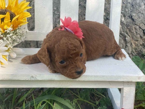 Coral - Micro Goldendoodle Girl - Image 6