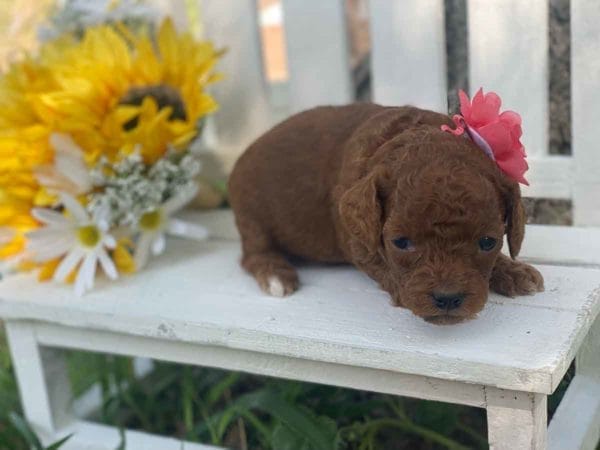 Coral - Micro Goldendoodle Girl - Image 5