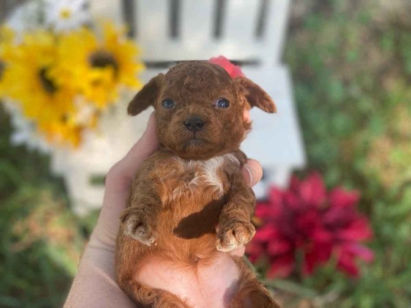 Coral - Micro Goldendoodle Girl - Image 4