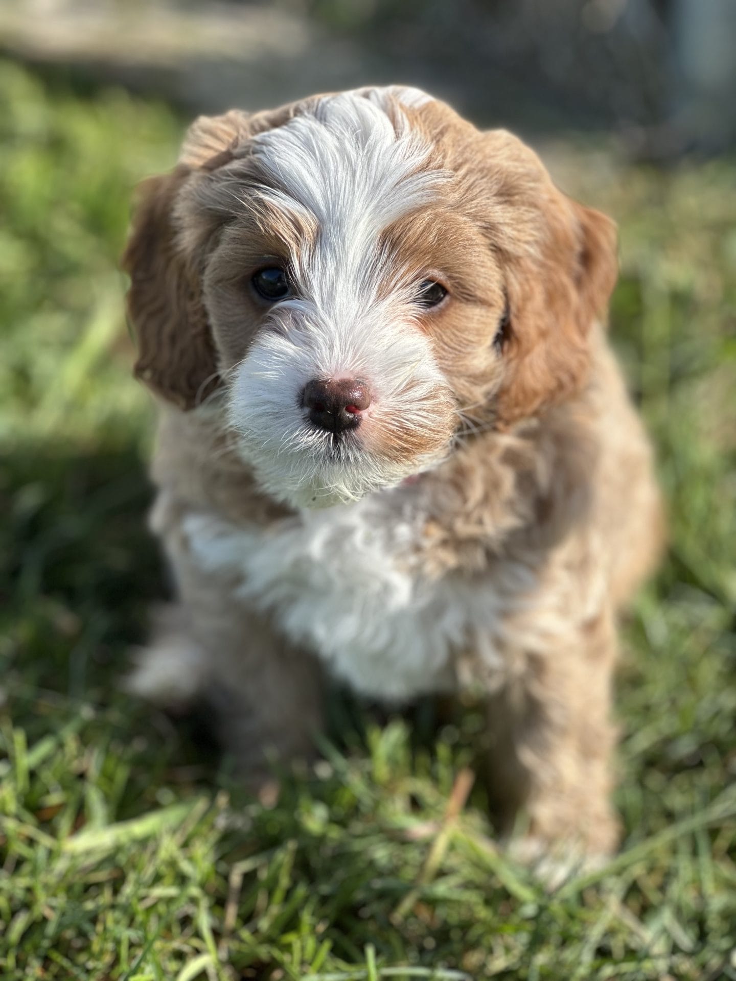 Groot - F1B Toy Cavapoo Boy