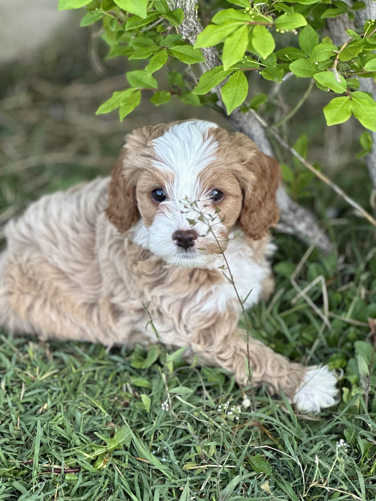 Groot - F1B Toy Cavapoo Boy - Image 5