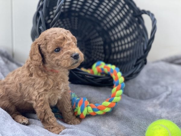 Micro GOLDENDOODLE PUPPIES, Micro Goldendoodle, Precious Doodle Dogs, Teacup Doodle Dogs, Goldendoodle, Doodle Dog, Golden Doodles, Goldendoodle for sale, Goldendoodle puppies for sale, Miniature goldendoodle, goldendoodle puppies, mini goldendoodle, mini puppies, mini goldendoodle size, Mini Doodle Dogs, f1 goldendoodle, golden retriever poodle, chocolate goldendoodle, small doodles, goldendoodle temperament, goldendoodle colors, goldendoodle price, white goldendoodle, f2 goldendoodle, mini goldendoodle price, mini goldendoodle full grown, f1 mini goldendoodle, f1b goldendoodle, parti goldendoodle, goldendoodles near me, english goldendoodle, australian goldendoodle, red goldendoodle, doodle breeds, brown goldendoodle, goldendoodle cost, adult mini goldendoodle, golden noodle dog, doodle dog breeds, miniature golden doodle, miniature puppies, golden retriever poodle mix, A Star is Born, A star is born goldendoodle, a star is born dog, Bradley Cooper's Dog, Bradley Cooper Dog, Bradley Cooper's Goldendoodle, arizona goldendoodles, goldendoodle training, goldendoodle size, how big do mini goldendoodles get, goldendoodle full grown, baby goldendoodle, goldendoodle houston, golden doodles for sale, adult goldendoodle, apricot goldendoodle, goldendoodle grooming, mini golden doodles, goldendoodle shedding, f2b goldendoodle, goldendoodle hypoallergenic, goldendoodle names, english cream goldendoodle, golden retriever and poodle mix, mini goldendoodle puppies, micro goldendoodle, mini goldendoodle puppies for sale, miniature goldendoodle for sale, goldendoodle puppies for adoption, teddy bear goldendoodle, mini goldendoodle rescue, medium goldendoodle, black goldendoodle, mini goldendoodle for sale near me, goldendoodle puppies for sale near me, mini doodle, doodle puppies, mini goldendoodle for sale, goldendoodle breeders near me, miniature goldendoodle for sale near me, toy goldendoodle, petite goldendoodle, golden doodle dog, miniature goldendoodle puppies, mini goldendoodle puppies for sale near me, goldendoodles for sale near me, mini goldedoodle breeders, goldendoodle adoption, f1b mini goldendoodle, small goldendoodle, teacup goldendoodle, goldendoodle puppies near me, goldendoodle breeders, how to groom a goldendoodle, great doodle puppies, golden doodle mix, goldendoodle tampa, goldendoodle facts, white doodle dog, white goldendoodle puppy, mini goldendoodle maryland, country mini doodles, goldendoodle los angeles, toy labradoodle puppies for sale, types of goldendoodles, mini golden retriever puppies, golden goldendoodle, mini golden retriever puppies for sale, miniature australian goldendoodle, goldendoodle sacramento, goldendoodle omaha, labradoodle goldendoodle, f1 medium goldendoodle, BEST goldendoodles, pictures of mini goldendoodles, teacup goldendoodle full grown, micro mini goldendoodle full grown, toy goldendoodle price, goldendoodle chicago, retriever doodle, teacup goldendoodle puppies for sale, cute goldendoodle, mini teddy bear puppies, miniature goldendoodle full grown, f2 mini goldendoodle, goldendoodle spokane, mini goldendoodle chicago, micro mini goldendoodle, how nbig do miniature goldendoodles get, brown mini goldendoodle, mini doodle breeds, poodle doodle dog, what is a mini goldendoodle, black mini goldendoodle, mini irish doodle puppies for sale, f1b goldendoodle size, toy golden doodles, chocolate brown goldendoodle puppies for sale, petite goldendoodle full grown, goldendoodle behavior, american goldendoodle, f1b medium goldendoodle, goldendoodle puppy cost, cute goldendoodle puppies, goldendoodle indianapolis, teddy goldendoodle, mini goldendoodle weight, teddy bear golden doodles, f1b goldendoodle puppies for sale, miniature goldendoodle size, chocolate goldendoodle puppy, english cream mini goldendoodle, doodle puppies near me, red miniature goldendoodle, cream goldendoodle, goldendoodle puppy cut, mini goldendoodle hypoallergenic, dog breed goldendoodle, goldendoodle poodle mixes, goldendoodle allergies, goldendoodle info, sandy ridge goldendoodles, lakeshore goldendoodles, toy goldendoodle puppies for sale, labradoodle and goldendoodle, goldendoodle las vegas, goldendoodle phoenix, doodle breeders near me, miniature goldendoodle weight, black and white goldendoodle, sarasota goldendoodles, mini goldendoodle dallas, a goldendoodle, what is a goldendoodle, goldendoodle dallas, mini golden doodles for sale, ginger doodle puppy, how much does a mini goldendoodle cost, goldendoodle san antonio, goldendoodle photos, goldendoodle cuts, chocolate mini goldendoodle, all about goldendoodles, goldendoodle cincinnati, black doodle dog, goldendoodle weight, miniature goldendoodle breeders, goldendoodle information, miniature goldendoodle puppies for sale, doodle puppies for sale near me, black labradoodle puppies for sale, goldendoodle seattle, golden doodles near me, teacup goldendoodle for sale, golden retriever poodle puppy, goldendoodle rochester ny, goldendoodle and poodle mix, akc goldendoodle, goldendoodle kansas city, mini goldendoodle facts, goldendoodle austin, goldendoodle doodle, goldendoodle tulsa, curly goldendoodle, brown goldendoodle puppies, f1b labradoodle puppies for sale, red mini goldendoodle, goldendoodle poodle, chocolate goldendoodle for sale, tiny goldendoodle, goldendoodle puppies breeders, english goldendoodle puppies for sale, mini golden labradoodle, f1b mini teddy bear goldendoodles, red goldendoodle puppies for sale, miniature golden retriever breeders, f1 goldendoodles for sale, teacup goldendoodle puppies, toy mini goldendoodle, xs petite goldendoodle, f2 goldendoodle puppies for sale, mini goldendoodle cost, black goldendoodle for sale, english teddy bear goldendoodle, small doodle dogs, goldendoodle nashville, english goldendoodle puppies, golden retriever poodle mix for sale, red goldendoodle puppy, parti goldendoodles for sale, english cream goldendoodles for sale, doodle puppies for sale, golden retriever poodle mix puppies, goldendoodle tucson, f1b mini goldendoodle puppies for sale, mini goldendoodle breeders northeast, teddy bear goldendoodle, toy goldendoodle rescue, petite mini goldendoodle, goldendoodle stuff, mini goldendoodles near me, teddy bear goldendoodle puppies, f1 goldendoodle puppies, teddy bear goldendoodles for sale, silver goldendoodle, buy goldendoodle, mini golden doodle dog, teddy bear goldendoodles mini, micro mini goldendoodle puppies for sale, goldendoodle dogs for sale, best goldendoodle breeders, chocolate goldendoodle puppies for sale, doodle dogs for sale, toy goldendoodle puppies, mini doodle dog, toy goldendoodle breeders, doodles for sale, goldendoodle hypoallergenic dog, mini goldendoodle breeders near me, english goldendoodle breeders, f1b mini goldendoodle for sale, teacup goldendoodle price, petite goldendoodle for sale, mini english goldendoodle, mini goldendoodle info, miniature goldendoodle puppies for sale near me, black goldendoodle puppies for sale, f1 goldendoodle puppies for sale, Micro Goldendoodles AL, Micro Goldendoodles AK, Micro Goldendoodles AZ, Micro Goldendoodles AR, Micro Goldendoodles CA, Micro Goldendoodles CO, Micro Goldendoodles CT, Micro Goldendoodles DE, Micro Goldendoodles FL, Micro Goldendoodles GA, Micro Goldendoodles HI, Micro Goldendoodles ID, Micro Goldendoodles IL, Micro Goldendoodles IN, Micro Goldendoodles IA, Micro Goldendoodles KS, Micro Goldendoodles KY, Micro Goldendoodles LA, Micro Goldendoodles ME, Micro Goldendoodles MD, Micro Goldendoodles MA, Micro Goldendoodles MI, Micro Goldendoodles MN, Micro Goldendoodles MS, Micro Goldendoodles MO, Micro Goldendoodles MT, Micro Goldendoodles NE, Micro Goldendoodles NV, Micro Goldendoodles NH, Micro Goldendoodles NJ, Micro Goldendoodles NM, Micro Goldendoodles NY, Micro Goldendoodles NC, Micro Goldendoodles ND, Micro Goldendoodles OH, Micro Goldendoodles OK, Micro Goldendoodles OR, Micro Goldendoodles PA, Micro Goldendoodles RI, Micro Goldendoodles SC, Micro Goldendoodles SD, Micro Goldendoodles TN, Micro Goldendoodles TX, Micro Goldendoodles UT, Micro Goldendoodles VT, Micro Goldendoodles VA, Micro Goldendoodles WA, Micro Goldendoodles WV, Micro Goldendoodles WI, Micro Goldendoodles WY, Micro Golden Doodles AL, Micro Golden Doodles AK, Micro Golden Doodles AZ, Micro Golden Doodles AR, Micro Golden Doodles CA, Micro Golden Doodles CO, Micro Golden Doodles CT, Micro Golden Doodles DE, Micro Golden Doodles FL, Micro Golden Doodles GA, Micro Golden Doodles HI, Micro Golden Doodles ID, Micro Golden Doodles IL, Micro Golden Doodles IN, Micro Golden Doodles IA, Micro Golden Doodles KS, Micro Golden Doodles KY, Micro Golden Doodles LA, Micro Golden Doodles ME, Micro Golden Doodles MD, Micro Golden Doodles MA, Micro Golden Doodles MI, Micro Golden Doodles MN, Micro Golden Doodles MS, Micro Golden Doodles MO, Micro Golden Doodles MT, Micro Golden Doodles NE, Micro Golden Doodles NV, Micro Golden Doodles NH, Micro Golden Doodles NJ, Micro Golden Doodles NM, Micro Golden Doodles NY, Micro Golden Doodles NC, Micro Golden Doodles ND, Micro Golden Doodles OH, Micro Golden Doodles OK, Micro Golden Doodles OR, Micro Golden Doodles PA, Micro Golden Doodles RI, Micro Golden Doodles SC, Micro Golden Doodles SD, Micro Golden Doodles TN, Micro Golden Doodles TX, Micro Golden Doodles UT, Micro Golden Doodles VT, Micro Golden Doodles VA, Micro Golden Doodles WA, Micro Golden Doodles WV, Micro Golden Doodles WI, Micro Golden Doodles WY, Micro Goldendoodle Alabama, Micro Goldendoodle Alaska, Micro Goldendoodle Arizona, Micro Goldendoodle Arkansas, Micro Goldendoodle California, Micro Goldendoodle Colorado, Micro Goldendoodle Connecticut, Micro Goldendoodle Delaware, Micro Goldendoodle Florida, Micro Goldendoodle Georgia, Micro Goldendoodle Hawaii, Micro Goldendoodle Idaho, Micro Goldendoodle Illinois, Micro Goldendoodle Indiana, Micro Goldendoodle Iowa, Micro Goldendoodle Kansas, Micro Goldendoodle Kentucky, Micro Goldendoodle Louisiana, Micro Goldendoodle Maine, Micro Goldendoodle Maryland, Micro Goldendoodle Massachusetts, Micro Goldendoodle Michigan, Micro Goldendoodle Minnesota, Micro Goldendoodle Mississippi, Micro Goldendoodle Missouri, Micro Goldendoodle Montana, Micro Goldendoodle Nebraska, Micro Goldendoodle Nevada, Micro Goldendoodle New Hampshire, Micro Goldendoodle New Jersey, Micro Goldendoodle New Mexico, Micro Goldendoodle New York, Micro Goldendoodle North Carolina, Micro Goldendoodle North Dakota, Micro Goldendoodle Ohio, Micro Goldendoodle Oklahoma, Micro Goldendoodle Oregon, Micro Goldendoodle Pennsylvania, Micro Goldendoodle Rhode Island, Micro Goldendoodle South Carolina, Micro Goldendoodle South Dakota, Micro Goldendoodle Tennessee, Micro Goldendoodle Texas, Micro Goldendoodle Utah, Micro Goldendoodle Vermont, Micro Goldendoodle Virginia, Micro Goldendoodle Washington, Micro Goldendoodle West Virginia, Micro Goldendoodle Wisconsin, Micro Goldendoodle Wyoming, Micro Goldendoodle breeders AL, Micro Goldendoodle breeders AK, Micro Goldendoodle breeders AZ, Micro Goldendoodle breeders AR, Micro Goldendoodle breeders CA, Micro Goldendoodle breeders CO, Micro Goldendoodle breeders CT, Micro Goldendoodle breeders DE, Micro Goldendoodle breeders FL, Micro Goldendoodle breeders GA, Micro Goldendoodle breeders HI, Micro Goldendoodle breeders ID, Micro Goldendoodle breeders IL, Micro Goldendoodle breeders IN, Micro Goldendoodle breeders IA, Micro Goldendoodle breeders KS, Micro Goldendoodle breeders KY, Micro Goldendoodle breeders LA, Micro Goldendoodle breeders ME, Micro Goldendoodle breeders MD, Micro Goldendoodle breeders MA, Micro Goldendoodle breeders MI, Micro Goldendoodle breeders MN, Micro Goldendoodle breeders MS, Micro Goldendoodle breeders MO, Micro Goldendoodle breeders MT, Micro Goldendoodle breeders NE, Micro Goldendoodle breeders NV, Micro Goldendoodle breeders NH, Micro Goldendoodle breeders NJ, Micro Goldendoodle breeders NM, Micro Goldendoodle breeders NY, Micro Goldendoodle breeders NC, Micro Goldendoodle breeders ND, Micro Goldendoodle breeders OH, Micro Goldendoodle breeders OK, Micro Goldendoodle breeders OR, Micro Goldendoodle breeders PA, Micro Goldendoodle breeders RI, Micro Goldendoodle breeders SC, Micro Goldendoodle breeders SD, Micro Goldendoodle breeders TN, Micro Goldendoodle breeders TX, Micro Goldendoodle breeders UT, Micro Goldendoodle breeders VT, Micro Goldendoodle breeders VA, Micro Goldendoodle breeders WA, Micro Goldendoodle breeders WV, Micro Goldendoodle breeders WI, Micro Goldendoodle breeders WY, Micro Golden doodle puppies for sale in AL, Micro Golden doodle puppies for sale in AK, Micro Golden doodle puppies for sale in AZ, Micro Golden doodle puppies for sale in AR, Micro Golden doodle puppies for sale in CA, Micro Golden doodle puppies for sale in CO, Micro Golden doodle puppies for sale in CT, Micro Golden doodle puppies for sale in DE, Micro Golden doodle puppies for sale in FL, Micro Golden doodle puppies for sale in GA, Micro Golden doodle puppies for sale in HI, Micro Golden doodle puppies for sale in ID, Micro Golden doodle puppies for sale in IL, Micro Golden doodle puppies for sale in IN, Micro Golden doodle puppies for sale in IA, Micro Golden doodle puppies for sale in KS, Micro Golden doodle puppies for sale in KY, Micro Golden doodle puppies for sale in LA, Micro Golden doodle puppies for sale in ME, Micro Golden doodle puppies for sale in MD, Micro Golden doodle puppies for sale in MA, Micro Golden doodle puppies for sale in MI, Micro Golden doodle puppies for sale in MN, Micro Golden doodle puppies for sale in MS, Micro Golden doodle puppies for sale in MO, Micro Golden doodle puppies for sale in MT, Micro Golden doodle puppies for sale in NE, Micro Golden doodle puppies for sale in NV, Micro Golden doodle puppies for sale in NH, Micro Golden doodle puppies for sale in NJ, Micro Golden doodle puppies for sale in NM, Micro Golden doodle puppies for sale in NY, Micro Golden doodle puppies for sale in NC, Micro Golden doodle puppies for sale in ND, Micro Golden doodle puppies for sale in OH, Micro Golden doodle puppies for sale in OK, Micro Golden doodle puppies for sale in OR, Micro Golden doodle puppies for sale in PA, Micro Golden doodle puppies for sale in RI, Micro Golden doodle puppies for sale in SC, Micro Golden doodle puppies for sale in SD, Micro Golden doodle puppies for sale in TN, Micro Golden doodle puppies for sale in TX, Micro Golden doodle puppies for sale in UT, Micro Golden doodle puppies for sale in VT, Micro Golden doodle puppies for sale in VA, Micro Golden doodle puppies for sale in WA, Micro Golden doodle puppies for sale in WV, Micro Golden doodle puppies for sale in WI, Micro Golden doodle puppies for sale in WY, Micro Goldendoodles for sale in AL, Micro Goldendoodles for sale in AK, Micro Goldendoodles for sale in AZ, Micro Goldendoodles for sale in AR, Micro Goldendoodles for sale in CA, Micro Goldendoodles for sale in CO, Micro Goldendoodles for sale in CT, Micro Goldendoodles for sale in DE, Micro Goldendoodles for sale in FL, Micro Goldendoodles for sale in GA, Micro Goldendoodles for sale in HI, Micro Goldendoodles for sale in ID, Micro Goldendoodles for sale in IL, Micro Goldendoodles for sale in IN, Micro Goldendoodles for sale in IA, Micro Goldendoodles for sale in KS, Micro Goldendoodles for sale in KY, Micro Goldendoodles for sale in LA, Micro Goldendoodles for sale in ME, Micro Goldendoodles for sale in MD, Micro Goldendoodles for sale in MA, Micro Goldendoodles for sale in MI, Micro Goldendoodles for sale in MN, Micro Goldendoodles for sale in MS, Micro Goldendoodles for sale in MO, Micro Goldendoodles for sale in MT, Micro Goldendoodles for sale in NE, Micro Goldendoodles for sale in NV, Micro Goldendoodles for sale in NH, Micro Goldendoodles for sale in NJ, Micro Goldendoodles for sale in NM, Micro Goldendoodles for sale in NY, Micro Goldendoodles for sale in NC, Micro Goldendoodles for sale in ND, Micro Goldendoodles for sale in OH, Micro Goldendoodles for sale in OK, Micro Goldendoodles for sale in OR, Micro Goldendoodles for sale in PA, Micro Goldendoodles for sale in RI, Micro Goldendoodles for sale in SC, Micro Goldendoodles for sale in SD, Micro Goldendoodles for sale in TN, Micro Goldendoodles for sale in TX, Micro Goldendoodles for sale in UT, Micro Goldendoodles for sale in VT, Micro Goldendoodles for sale in VA, Micro Goldendoodles for sale in WA, Micro Goldendoodles for sale in WV, Micro Goldendoodles for sale in WI, Micro Goldendoodles for sale in WY, Micro Golden doodles Alabama, Micro Golden doodles Alaska, Micro Golden doodles Arizona, Micro Golden doodles Arkansas, Micro Golden doodles California, Micro Golden doodles Colorado, Micro Golden doodles Connecticut, Micro Golden doodles Delaware, Micro Golden doodles Florida, Micro Golden doodles Georgia, Micro Golden doodles Hawaii, Micro Golden doodles Idaho, Micro Golden doodles Illinois, Micro Golden doodles Indiana, Micro Golden doodles Iowa, Micro Golden doodles Kansas, Micro Golden doodles Kentucky, Micro Golden doodles Louisiana, Micro Golden doodles Maine, Micro Golden doodles Maryland, Micro Golden doodles Massachusetts, Micro Golden doodles Michigan, Micro Golden doodles Minnesota, Micro Golden doodles Mississippi, Micro Golden doodles Missouri, Micro Golden doodles Montana, Micro Golden doodles Nebraska, Micro Golden doodles Nevada, Micro Golden doodles New Hampshire, Micro Golden doodles New Jersey, Micro Golden doodles New Mexico, Micro Golden doodles New York, Micro Golden doodles North Carolina, Micro Golden doodles North Dakota, Micro Golden doodles Ohio, Micro Golden doodles Oklahoma, Micro Golden doodles Oregon, Micro Golden doodles Pennsylvania, Micro Golden doodles Rhode Island, Micro Golden doodles South Carolina, Micro Golden doodles South Dakota, Micro Golden doodles Tennessee, Micro Golden doodles Texas, Micro Golden doodles Utah, Micro Golden doodles Vermont, Micro Golden doodles Virginia, Micro Golden doodles Washington, Micro Golden doodles West Virginia, Micro Golden doodles Wisconsin, Micro Golden doodles Wyoming, Golden doodle Breeders AL, Golden doodle Breeders AK, Golden doodle Breeders AZ, Golden doodle Breeders AR, Golden doodle Breeders CA, Golden doodle Breeders CO, Golden doodle Breeders CT, Golden doodle Breeders DE, Golden doodle Breeders FL, Golden doodle Breeders GA, Golden doodle Breeders HI, Golden doodle Breeders ID, Golden doodle Breeders IL, Golden doodle Breeders IN, Golden doodle Breeders IA, Golden doodle Breeders KS, Golden doodle Breeders KY, Golden doodle Breeders LA, Golden doodle Breeders ME, Golden doodle Breeders MD, Golden doodle Breeders MA, Golden doodle Breeders MI, Golden doodle Breeders MN, Golden doodle Breeders MS, Golden doodle Breeders MO, Golden doodle Breeders MT, Golden doodle Breeders NE, Golden doodle Breeders NV, Golden doodle Breeders NH, Golden doodle Breeders NJ, Golden doodle Breeders NM, Golden doodle Breeders NY, Golden doodle Breeders NC, Golden doodle Breeders ND, Golden doodle Breeders OH, Golden doodle Breeders OK, Golden doodle Breeders OR, Golden doodle Breeders PA, Golden doodle Breeders RI, Golden doodle Breeders SC, Golden doodle Breeders SD, Golden doodle Breeders TN, Golden doodle Breeders TX, Golden doodle Breeders UT, Golden doodle Breeders VT, Golden doodle Breeders VA, Golden doodle Breeders WA, Golden doodle Breeders WV, Golden doodle Breeders WI, Golden doodle Breeders WY, Micro Golden doodles for sale in AL, Micro Golden doodles for sale in AK, Micro Golden doodles for sale in AZ, Micro Golden doodles for sale in AR, Micro Golden doodles for sale in CA, Micro Golden doodles for sale in CO, Micro Golden doodles for sale in CT, Micro Golden doodles for sale in DE, Micro Golden doodles for sale in FL, Micro Golden doodles for sale in GA, Micro Golden doodles for sale in HI, Micro Golden doodles for sale in ID, Micro Golden doodles for sale in IL, Micro Golden doodles for sale in IN, Micro Golden doodles for sale in IA, Micro Golden doodles for sale in KS, Micro Golden doodles for sale in KY, Micro Golden doodles for sale in LA, Micro Golden doodles for sale in ME, Micro Golden doodles for sale in MD, Micro Golden doodles for sale in MA, Micro Golden doodles for sale in MI, Micro Golden doodles for sale in MN, Micro Golden doodles for sale in MS, Micro Golden doodles for sale in MO, Micro Golden doodles for sale in MT, Micro Golden doodles for sale in NE, Micro Golden doodles for sale in NV, Micro Golden doodles for sale in NH, Micro Golden doodles for sale in NJ, Micro Golden doodles for sale in NM, Micro Golden doodles for sale in NY, Micro Golden doodles for sale in NC, Micro Golden doodles for sale in ND, Micro Golden doodles for sale in OH, Micro Golden doodles for sale in OK, Micro Golden doodles for sale in OR, Micro Golden doodles for sale in PA, Micro Golden doodles for sale in RI, Micro Golden doodles for sale in SC, Micro Golden doodles for sale in SD, Micro Golden doodles for sale in TN, Micro Golden doodles for sale in TX, Micro Golden doodles for sale in UT, Micro Golden doodles for sale in VT, Micro Golden doodles for sale in VA, Micro Golden doodles for sale in WA, Micro Golden doodles for sale in WV, Micro Golden doodles for sale in WI, Micro Golden doodles for sale in WY,