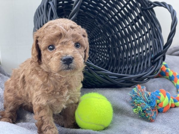 Micro GOLDENDOODLE PUPPIES, Micro Goldendoodle, Precious Doodle Dogs, Teacup Doodle Dogs, Goldendoodle, Doodle Dog, Golden Doodles, Goldendoodle for sale, Goldendoodle puppies for sale, Miniature goldendoodle, goldendoodle puppies, mini goldendoodle, mini puppies, mini goldendoodle size, Mini Doodle Dogs, f1 goldendoodle, golden retriever poodle, chocolate goldendoodle, small doodles, goldendoodle temperament, goldendoodle colors, goldendoodle price, white goldendoodle, f2 goldendoodle, mini goldendoodle price, mini goldendoodle full grown, f1 mini goldendoodle, f1b goldendoodle, parti goldendoodle, goldendoodles near me, english goldendoodle, australian goldendoodle, red goldendoodle, doodle breeds, brown goldendoodle, goldendoodle cost, adult mini goldendoodle, golden noodle dog, doodle dog breeds, miniature golden doodle, miniature puppies, golden retriever poodle mix, A Star is Born, A star is born goldendoodle, a star is born dog, Bradley Cooper's Dog, Bradley Cooper Dog, Bradley Cooper's Goldendoodle, arizona goldendoodles, goldendoodle training, goldendoodle size, how big do mini goldendoodles get, goldendoodle full grown, baby goldendoodle, goldendoodle houston, golden doodles for sale, adult goldendoodle, apricot goldendoodle, goldendoodle grooming, mini golden doodles, goldendoodle shedding, f2b goldendoodle, goldendoodle hypoallergenic, goldendoodle names, english cream goldendoodle, golden retriever and poodle mix, mini goldendoodle puppies, micro goldendoodle, mini goldendoodle puppies for sale, miniature goldendoodle for sale, goldendoodle puppies for adoption, teddy bear goldendoodle, mini goldendoodle rescue, medium goldendoodle, black goldendoodle, mini goldendoodle for sale near me, goldendoodle puppies for sale near me, mini doodle, doodle puppies, mini goldendoodle for sale, goldendoodle breeders near me, miniature goldendoodle for sale near me, toy goldendoodle, petite goldendoodle, golden doodle dog, miniature goldendoodle puppies, mini goldendoodle puppies for sale near me, goldendoodles for sale near me, mini goldedoodle breeders, goldendoodle adoption, f1b mini goldendoodle, small goldendoodle, teacup goldendoodle, goldendoodle puppies near me, goldendoodle breeders, how to groom a goldendoodle, great doodle puppies, golden doodle mix, goldendoodle tampa, goldendoodle facts, white doodle dog, white goldendoodle puppy, mini goldendoodle maryland, country mini doodles, goldendoodle los angeles, toy labradoodle puppies for sale, types of goldendoodles, mini golden retriever puppies, golden goldendoodle, mini golden retriever puppies for sale, miniature australian goldendoodle, goldendoodle sacramento, goldendoodle omaha, labradoodle goldendoodle, f1 medium goldendoodle, BEST goldendoodles, pictures of mini goldendoodles, teacup goldendoodle full grown, micro mini goldendoodle full grown, toy goldendoodle price, goldendoodle chicago, retriever doodle, teacup goldendoodle puppies for sale, cute goldendoodle, mini teddy bear puppies, miniature goldendoodle full grown, f2 mini goldendoodle, goldendoodle spokane, mini goldendoodle chicago, micro mini goldendoodle, how nbig do miniature goldendoodles get, brown mini goldendoodle, mini doodle breeds, poodle doodle dog, what is a mini goldendoodle, black mini goldendoodle, mini irish doodle puppies for sale, f1b goldendoodle size, toy golden doodles, chocolate brown goldendoodle puppies for sale, petite goldendoodle full grown, goldendoodle behavior, american goldendoodle, f1b medium goldendoodle, goldendoodle puppy cost, cute goldendoodle puppies, goldendoodle indianapolis, teddy goldendoodle, mini goldendoodle weight, teddy bear golden doodles, f1b goldendoodle puppies for sale, miniature goldendoodle size, chocolate goldendoodle puppy, english cream mini goldendoodle, doodle puppies near me, red miniature goldendoodle, cream goldendoodle, goldendoodle puppy cut, mini goldendoodle hypoallergenic, dog breed goldendoodle, goldendoodle poodle mixes, goldendoodle allergies, goldendoodle info, sandy ridge goldendoodles, lakeshore goldendoodles, toy goldendoodle puppies for sale, labradoodle and goldendoodle, goldendoodle las vegas, goldendoodle phoenix, doodle breeders near me, miniature goldendoodle weight, black and white goldendoodle, sarasota goldendoodles, mini goldendoodle dallas, a goldendoodle, what is a goldendoodle, goldendoodle dallas, mini golden doodles for sale, ginger doodle puppy, how much does a mini goldendoodle cost, goldendoodle san antonio, goldendoodle photos, goldendoodle cuts, chocolate mini goldendoodle, all about goldendoodles, goldendoodle cincinnati, black doodle dog, goldendoodle weight, miniature goldendoodle breeders, goldendoodle information, miniature goldendoodle puppies for sale, doodle puppies for sale near me, black labradoodle puppies for sale, goldendoodle seattle, golden doodles near me, teacup goldendoodle for sale, golden retriever poodle puppy, goldendoodle rochester ny, goldendoodle and poodle mix, akc goldendoodle, goldendoodle kansas city, mini goldendoodle facts, goldendoodle austin, goldendoodle doodle, goldendoodle tulsa, curly goldendoodle, brown goldendoodle puppies, f1b labradoodle puppies for sale, red mini goldendoodle, goldendoodle poodle, chocolate goldendoodle for sale, tiny goldendoodle, goldendoodle puppies breeders, english goldendoodle puppies for sale, mini golden labradoodle, f1b mini teddy bear goldendoodles, red goldendoodle puppies for sale, miniature golden retriever breeders, f1 goldendoodles for sale, teacup goldendoodle puppies, toy mini goldendoodle, xs petite goldendoodle, f2 goldendoodle puppies for sale, mini goldendoodle cost, black goldendoodle for sale, english teddy bear goldendoodle, small doodle dogs, goldendoodle nashville, english goldendoodle puppies, golden retriever poodle mix for sale, red goldendoodle puppy, parti goldendoodles for sale, english cream goldendoodles for sale, doodle puppies for sale, golden retriever poodle mix puppies, goldendoodle tucson, f1b mini goldendoodle puppies for sale, mini goldendoodle breeders northeast, teddy bear goldendoodle, toy goldendoodle rescue, petite mini goldendoodle, goldendoodle stuff, mini goldendoodles near me, teddy bear goldendoodle puppies, f1 goldendoodle puppies, teddy bear goldendoodles for sale, silver goldendoodle, buy goldendoodle, mini golden doodle dog, teddy bear goldendoodles mini, micro mini goldendoodle puppies for sale, goldendoodle dogs for sale, best goldendoodle breeders, chocolate goldendoodle puppies for sale, doodle dogs for sale, toy goldendoodle puppies, mini doodle dog, toy goldendoodle breeders, doodles for sale, goldendoodle hypoallergenic dog, mini goldendoodle breeders near me, english goldendoodle breeders, f1b mini goldendoodle for sale, teacup goldendoodle price, petite goldendoodle for sale, mini english goldendoodle, mini goldendoodle info, miniature goldendoodle puppies for sale near me, black goldendoodle puppies for sale, f1 goldendoodle puppies for sale, Micro Goldendoodles AL, Micro Goldendoodles AK, Micro Goldendoodles AZ, Micro Goldendoodles AR, Micro Goldendoodles CA, Micro Goldendoodles CO, Micro Goldendoodles CT, Micro Goldendoodles DE, Micro Goldendoodles FL, Micro Goldendoodles GA, Micro Goldendoodles HI, Micro Goldendoodles ID, Micro Goldendoodles IL, Micro Goldendoodles IN, Micro Goldendoodles IA, Micro Goldendoodles KS, Micro Goldendoodles KY, Micro Goldendoodles LA, Micro Goldendoodles ME, Micro Goldendoodles MD, Micro Goldendoodles MA, Micro Goldendoodles MI, Micro Goldendoodles MN, Micro Goldendoodles MS, Micro Goldendoodles MO, Micro Goldendoodles MT, Micro Goldendoodles NE, Micro Goldendoodles NV, Micro Goldendoodles NH, Micro Goldendoodles NJ, Micro Goldendoodles NM, Micro Goldendoodles NY, Micro Goldendoodles NC, Micro Goldendoodles ND, Micro Goldendoodles OH, Micro Goldendoodles OK, Micro Goldendoodles OR, Micro Goldendoodles PA, Micro Goldendoodles RI, Micro Goldendoodles SC, Micro Goldendoodles SD, Micro Goldendoodles TN, Micro Goldendoodles TX, Micro Goldendoodles UT, Micro Goldendoodles VT, Micro Goldendoodles VA, Micro Goldendoodles WA, Micro Goldendoodles WV, Micro Goldendoodles WI, Micro Goldendoodles WY, Micro Golden Doodles AL, Micro Golden Doodles AK, Micro Golden Doodles AZ, Micro Golden Doodles AR, Micro Golden Doodles CA, Micro Golden Doodles CO, Micro Golden Doodles CT, Micro Golden Doodles DE, Micro Golden Doodles FL, Micro Golden Doodles GA, Micro Golden Doodles HI, Micro Golden Doodles ID, Micro Golden Doodles IL, Micro Golden Doodles IN, Micro Golden Doodles IA, Micro Golden Doodles KS, Micro Golden Doodles KY, Micro Golden Doodles LA, Micro Golden Doodles ME, Micro Golden Doodles MD, Micro Golden Doodles MA, Micro Golden Doodles MI, Micro Golden Doodles MN, Micro Golden Doodles MS, Micro Golden Doodles MO, Micro Golden Doodles MT, Micro Golden Doodles NE, Micro Golden Doodles NV, Micro Golden Doodles NH, Micro Golden Doodles NJ, Micro Golden Doodles NM, Micro Golden Doodles NY, Micro Golden Doodles NC, Micro Golden Doodles ND, Micro Golden Doodles OH, Micro Golden Doodles OK, Micro Golden Doodles OR, Micro Golden Doodles PA, Micro Golden Doodles RI, Micro Golden Doodles SC, Micro Golden Doodles SD, Micro Golden Doodles TN, Micro Golden Doodles TX, Micro Golden Doodles UT, Micro Golden Doodles VT, Micro Golden Doodles VA, Micro Golden Doodles WA, Micro Golden Doodles WV, Micro Golden Doodles WI, Micro Golden Doodles WY, Micro Goldendoodle Alabama, Micro Goldendoodle Alaska, Micro Goldendoodle Arizona, Micro Goldendoodle Arkansas, Micro Goldendoodle California, Micro Goldendoodle Colorado, Micro Goldendoodle Connecticut, Micro Goldendoodle Delaware, Micro Goldendoodle Florida, Micro Goldendoodle Georgia, Micro Goldendoodle Hawaii, Micro Goldendoodle Idaho, Micro Goldendoodle Illinois, Micro Goldendoodle Indiana, Micro Goldendoodle Iowa, Micro Goldendoodle Kansas, Micro Goldendoodle Kentucky, Micro Goldendoodle Louisiana, Micro Goldendoodle Maine, Micro Goldendoodle Maryland, Micro Goldendoodle Massachusetts, Micro Goldendoodle Michigan, Micro Goldendoodle Minnesota, Micro Goldendoodle Mississippi, Micro Goldendoodle Missouri, Micro Goldendoodle Montana, Micro Goldendoodle Nebraska, Micro Goldendoodle Nevada, Micro Goldendoodle New Hampshire, Micro Goldendoodle New Jersey, Micro Goldendoodle New Mexico, Micro Goldendoodle New York, Micro Goldendoodle North Carolina, Micro Goldendoodle North Dakota, Micro Goldendoodle Ohio, Micro Goldendoodle Oklahoma, Micro Goldendoodle Oregon, Micro Goldendoodle Pennsylvania, Micro Goldendoodle Rhode Island, Micro Goldendoodle South Carolina, Micro Goldendoodle South Dakota, Micro Goldendoodle Tennessee, Micro Goldendoodle Texas, Micro Goldendoodle Utah, Micro Goldendoodle Vermont, Micro Goldendoodle Virginia, Micro Goldendoodle Washington, Micro Goldendoodle West Virginia, Micro Goldendoodle Wisconsin, Micro Goldendoodle Wyoming, Micro Goldendoodle breeders AL, Micro Goldendoodle breeders AK, Micro Goldendoodle breeders AZ, Micro Goldendoodle breeders AR, Micro Goldendoodle breeders CA, Micro Goldendoodle breeders CO, Micro Goldendoodle breeders CT, Micro Goldendoodle breeders DE, Micro Goldendoodle breeders FL, Micro Goldendoodle breeders GA, Micro Goldendoodle breeders HI, Micro Goldendoodle breeders ID, Micro Goldendoodle breeders IL, Micro Goldendoodle breeders IN, Micro Goldendoodle breeders IA, Micro Goldendoodle breeders KS, Micro Goldendoodle breeders KY, Micro Goldendoodle breeders LA, Micro Goldendoodle breeders ME, Micro Goldendoodle breeders MD, Micro Goldendoodle breeders MA, Micro Goldendoodle breeders MI, Micro Goldendoodle breeders MN, Micro Goldendoodle breeders MS, Micro Goldendoodle breeders MO, Micro Goldendoodle breeders MT, Micro Goldendoodle breeders NE, Micro Goldendoodle breeders NV, Micro Goldendoodle breeders NH, Micro Goldendoodle breeders NJ, Micro Goldendoodle breeders NM, Micro Goldendoodle breeders NY, Micro Goldendoodle breeders NC, Micro Goldendoodle breeders ND, Micro Goldendoodle breeders OH, Micro Goldendoodle breeders OK, Micro Goldendoodle breeders OR, Micro Goldendoodle breeders PA, Micro Goldendoodle breeders RI, Micro Goldendoodle breeders SC, Micro Goldendoodle breeders SD, Micro Goldendoodle breeders TN, Micro Goldendoodle breeders TX, Micro Goldendoodle breeders UT, Micro Goldendoodle breeders VT, Micro Goldendoodle breeders VA, Micro Goldendoodle breeders WA, Micro Goldendoodle breeders WV, Micro Goldendoodle breeders WI, Micro Goldendoodle breeders WY, Micro Golden doodle puppies for sale in AL, Micro Golden doodle puppies for sale in AK, Micro Golden doodle puppies for sale in AZ, Micro Golden doodle puppies for sale in AR, Micro Golden doodle puppies for sale in CA, Micro Golden doodle puppies for sale in CO, Micro Golden doodle puppies for sale in CT, Micro Golden doodle puppies for sale in DE, Micro Golden doodle puppies for sale in FL, Micro Golden doodle puppies for sale in GA, Micro Golden doodle puppies for sale in HI, Micro Golden doodle puppies for sale in ID, Micro Golden doodle puppies for sale in IL, Micro Golden doodle puppies for sale in IN, Micro Golden doodle puppies for sale in IA, Micro Golden doodle puppies for sale in KS, Micro Golden doodle puppies for sale in KY, Micro Golden doodle puppies for sale in LA, Micro Golden doodle puppies for sale in ME, Micro Golden doodle puppies for sale in MD, Micro Golden doodle puppies for sale in MA, Micro Golden doodle puppies for sale in MI, Micro Golden doodle puppies for sale in MN, Micro Golden doodle puppies for sale in MS, Micro Golden doodle puppies for sale in MO, Micro Golden doodle puppies for sale in MT, Micro Golden doodle puppies for sale in NE, Micro Golden doodle puppies for sale in NV, Micro Golden doodle puppies for sale in NH, Micro Golden doodle puppies for sale in NJ, Micro Golden doodle puppies for sale in NM, Micro Golden doodle puppies for sale in NY, Micro Golden doodle puppies for sale in NC, Micro Golden doodle puppies for sale in ND, Micro Golden doodle puppies for sale in OH, Micro Golden doodle puppies for sale in OK, Micro Golden doodle puppies for sale in OR, Micro Golden doodle puppies for sale in PA, Micro Golden doodle puppies for sale in RI, Micro Golden doodle puppies for sale in SC, Micro Golden doodle puppies for sale in SD, Micro Golden doodle puppies for sale in TN, Micro Golden doodle puppies for sale in TX, Micro Golden doodle puppies for sale in UT, Micro Golden doodle puppies for sale in VT, Micro Golden doodle puppies for sale in VA, Micro Golden doodle puppies for sale in WA, Micro Golden doodle puppies for sale in WV, Micro Golden doodle puppies for sale in WI, Micro Golden doodle puppies for sale in WY, Micro Goldendoodles for sale in AL, Micro Goldendoodles for sale in AK, Micro Goldendoodles for sale in AZ, Micro Goldendoodles for sale in AR, Micro Goldendoodles for sale in CA, Micro Goldendoodles for sale in CO, Micro Goldendoodles for sale in CT, Micro Goldendoodles for sale in DE, Micro Goldendoodles for sale in FL, Micro Goldendoodles for sale in GA, Micro Goldendoodles for sale in HI, Micro Goldendoodles for sale in ID, Micro Goldendoodles for sale in IL, Micro Goldendoodles for sale in IN, Micro Goldendoodles for sale in IA, Micro Goldendoodles for sale in KS, Micro Goldendoodles for sale in KY, Micro Goldendoodles for sale in LA, Micro Goldendoodles for sale in ME, Micro Goldendoodles for sale in MD, Micro Goldendoodles for sale in MA, Micro Goldendoodles for sale in MI, Micro Goldendoodles for sale in MN, Micro Goldendoodles for sale in MS, Micro Goldendoodles for sale in MO, Micro Goldendoodles for sale in MT, Micro Goldendoodles for sale in NE, Micro Goldendoodles for sale in NV, Micro Goldendoodles for sale in NH, Micro Goldendoodles for sale in NJ, Micro Goldendoodles for sale in NM, Micro Goldendoodles for sale in NY, Micro Goldendoodles for sale in NC, Micro Goldendoodles for sale in ND, Micro Goldendoodles for sale in OH, Micro Goldendoodles for sale in OK, Micro Goldendoodles for sale in OR, Micro Goldendoodles for sale in PA, Micro Goldendoodles for sale in RI, Micro Goldendoodles for sale in SC, Micro Goldendoodles for sale in SD, Micro Goldendoodles for sale in TN, Micro Goldendoodles for sale in TX, Micro Goldendoodles for sale in UT, Micro Goldendoodles for sale in VT, Micro Goldendoodles for sale in VA, Micro Goldendoodles for sale in WA, Micro Goldendoodles for sale in WV, Micro Goldendoodles for sale in WI, Micro Goldendoodles for sale in WY, Micro Golden doodles Alabama, Micro Golden doodles Alaska, Micro Golden doodles Arizona, Micro Golden doodles Arkansas, Micro Golden doodles California, Micro Golden doodles Colorado, Micro Golden doodles Connecticut, Micro Golden doodles Delaware, Micro Golden doodles Florida, Micro Golden doodles Georgia, Micro Golden doodles Hawaii, Micro Golden doodles Idaho, Micro Golden doodles Illinois, Micro Golden doodles Indiana, Micro Golden doodles Iowa, Micro Golden doodles Kansas, Micro Golden doodles Kentucky, Micro Golden doodles Louisiana, Micro Golden doodles Maine, Micro Golden doodles Maryland, Micro Golden doodles Massachusetts, Micro Golden doodles Michigan, Micro Golden doodles Minnesota, Micro Golden doodles Mississippi, Micro Golden doodles Missouri, Micro Golden doodles Montana, Micro Golden doodles Nebraska, Micro Golden doodles Nevada, Micro Golden doodles New Hampshire, Micro Golden doodles New Jersey, Micro Golden doodles New Mexico, Micro Golden doodles New York, Micro Golden doodles North Carolina, Micro Golden doodles North Dakota, Micro Golden doodles Ohio, Micro Golden doodles Oklahoma, Micro Golden doodles Oregon, Micro Golden doodles Pennsylvania, Micro Golden doodles Rhode Island, Micro Golden doodles South Carolina, Micro Golden doodles South Dakota, Micro Golden doodles Tennessee, Micro Golden doodles Texas, Micro Golden doodles Utah, Micro Golden doodles Vermont, Micro Golden doodles Virginia, Micro Golden doodles Washington, Micro Golden doodles West Virginia, Micro Golden doodles Wisconsin, Micro Golden doodles Wyoming, Golden doodle Breeders AL, Golden doodle Breeders AK, Golden doodle Breeders AZ, Golden doodle Breeders AR, Golden doodle Breeders CA, Golden doodle Breeders CO, Golden doodle Breeders CT, Golden doodle Breeders DE, Golden doodle Breeders FL, Golden doodle Breeders GA, Golden doodle Breeders HI, Golden doodle Breeders ID, Golden doodle Breeders IL, Golden doodle Breeders IN, Golden doodle Breeders IA, Golden doodle Breeders KS, Golden doodle Breeders KY, Golden doodle Breeders LA, Golden doodle Breeders ME, Golden doodle Breeders MD, Golden doodle Breeders MA, Golden doodle Breeders MI, Golden doodle Breeders MN, Golden doodle Breeders MS, Golden doodle Breeders MO, Golden doodle Breeders MT, Golden doodle Breeders NE, Golden doodle Breeders NV, Golden doodle Breeders NH, Golden doodle Breeders NJ, Golden doodle Breeders NM, Golden doodle Breeders NY, Golden doodle Breeders NC, Golden doodle Breeders ND, Golden doodle Breeders OH, Golden doodle Breeders OK, Golden doodle Breeders OR, Golden doodle Breeders PA, Golden doodle Breeders RI, Golden doodle Breeders SC, Golden doodle Breeders SD, Golden doodle Breeders TN, Golden doodle Breeders TX, Golden doodle Breeders UT, Golden doodle Breeders VT, Golden doodle Breeders VA, Golden doodle Breeders WA, Golden doodle Breeders WV, Golden doodle Breeders WI, Golden doodle Breeders WY, Micro Golden doodles for sale in AL, Micro Golden doodles for sale in AK, Micro Golden doodles for sale in AZ, Micro Golden doodles for sale in AR, Micro Golden doodles for sale in CA, Micro Golden doodles for sale in CO, Micro Golden doodles for sale in CT, Micro Golden doodles for sale in DE, Micro Golden doodles for sale in FL, Micro Golden doodles for sale in GA, Micro Golden doodles for sale in HI, Micro Golden doodles for sale in ID, Micro Golden doodles for sale in IL, Micro Golden doodles for sale in IN, Micro Golden doodles for sale in IA, Micro Golden doodles for sale in KS, Micro Golden doodles for sale in KY, Micro Golden doodles for sale in LA, Micro Golden doodles for sale in ME, Micro Golden doodles for sale in MD, Micro Golden doodles for sale in MA, Micro Golden doodles for sale in MI, Micro Golden doodles for sale in MN, Micro Golden doodles for sale in MS, Micro Golden doodles for sale in MO, Micro Golden doodles for sale in MT, Micro Golden doodles for sale in NE, Micro Golden doodles for sale in NV, Micro Golden doodles for sale in NH, Micro Golden doodles for sale in NJ, Micro Golden doodles for sale in NM, Micro Golden doodles for sale in NY, Micro Golden doodles for sale in NC, Micro Golden doodles for sale in ND, Micro Golden doodles for sale in OH, Micro Golden doodles for sale in OK, Micro Golden doodles for sale in OR, Micro Golden doodles for sale in PA, Micro Golden doodles for sale in RI, Micro Golden doodles for sale in SC, Micro Golden doodles for sale in SD, Micro Golden doodles for sale in TN, Micro Golden doodles for sale in TX, Micro Golden doodles for sale in UT, Micro Golden doodles for sale in VT, Micro Golden doodles for sale in VA, Micro Golden doodles for sale in WA, Micro Golden doodles for sale in WV, Micro Golden doodles for sale in WI, Micro Golden doodles for sale in WY,