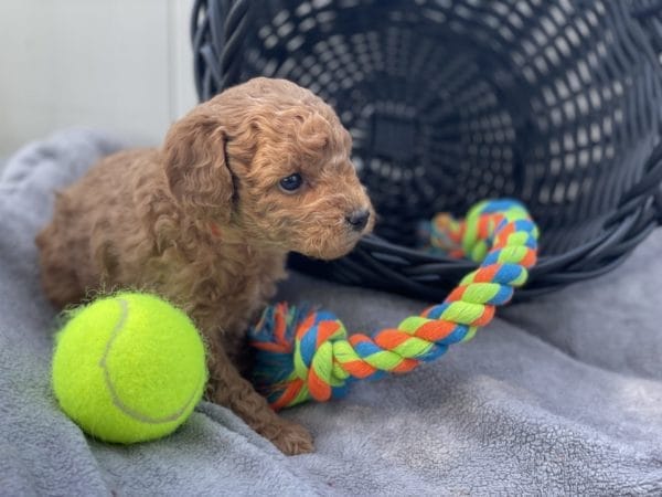 Micro GOLDENDOODLE PUPPIES, Micro Goldendoodle, Precious Doodle Dogs, Teacup Doodle Dogs, Goldendoodle, Doodle Dog, Golden Doodles, Goldendoodle for sale, Goldendoodle puppies for sale, Miniature goldendoodle, goldendoodle puppies, mini goldendoodle, mini puppies, mini goldendoodle size, Mini Doodle Dogs, f1 goldendoodle, golden retriever poodle, chocolate goldendoodle, small doodles, goldendoodle temperament, goldendoodle colors, goldendoodle price, white goldendoodle, f2 goldendoodle, mini goldendoodle price, mini goldendoodle full grown, f1 mini goldendoodle, f1b goldendoodle, parti goldendoodle, goldendoodles near me, english goldendoodle, australian goldendoodle, red goldendoodle, doodle breeds, brown goldendoodle, goldendoodle cost, adult mini goldendoodle, golden noodle dog, doodle dog breeds, miniature golden doodle, miniature puppies, golden retriever poodle mix, A Star is Born, A star is born goldendoodle, a star is born dog, Bradley Cooper's Dog, Bradley Cooper Dog, Bradley Cooper's Goldendoodle, arizona goldendoodles, goldendoodle training, goldendoodle size, how big do mini goldendoodles get, goldendoodle full grown, baby goldendoodle, goldendoodle houston, golden doodles for sale, adult goldendoodle, apricot goldendoodle, goldendoodle grooming, mini golden doodles, goldendoodle shedding, f2b goldendoodle, goldendoodle hypoallergenic, goldendoodle names, english cream goldendoodle, golden retriever and poodle mix, mini goldendoodle puppies, micro goldendoodle, mini goldendoodle puppies for sale, miniature goldendoodle for sale, goldendoodle puppies for adoption, teddy bear goldendoodle, mini goldendoodle rescue, medium goldendoodle, black goldendoodle, mini goldendoodle for sale near me, goldendoodle puppies for sale near me, mini doodle, doodle puppies, mini goldendoodle for sale, goldendoodle breeders near me, miniature goldendoodle for sale near me, toy goldendoodle, petite goldendoodle, golden doodle dog, miniature goldendoodle puppies, mini goldendoodle puppies for sale near me, goldendoodles for sale near me, mini goldedoodle breeders, goldendoodle adoption, f1b mini goldendoodle, small goldendoodle, teacup goldendoodle, goldendoodle puppies near me, goldendoodle breeders, how to groom a goldendoodle, great doodle puppies, golden doodle mix, goldendoodle tampa, goldendoodle facts, white doodle dog, white goldendoodle puppy, mini goldendoodle maryland, country mini doodles, goldendoodle los angeles, toy labradoodle puppies for sale, types of goldendoodles, mini golden retriever puppies, golden goldendoodle, mini golden retriever puppies for sale, miniature australian goldendoodle, goldendoodle sacramento, goldendoodle omaha, labradoodle goldendoodle, f1 medium goldendoodle, BEST goldendoodles, pictures of mini goldendoodles, teacup goldendoodle full grown, micro mini goldendoodle full grown, toy goldendoodle price, goldendoodle chicago, retriever doodle, teacup goldendoodle puppies for sale, cute goldendoodle, mini teddy bear puppies, miniature goldendoodle full grown, f2 mini goldendoodle, goldendoodle spokane, mini goldendoodle chicago, micro mini goldendoodle, how nbig do miniature goldendoodles get, brown mini goldendoodle, mini doodle breeds, poodle doodle dog, what is a mini goldendoodle, black mini goldendoodle, mini irish doodle puppies for sale, f1b goldendoodle size, toy golden doodles, chocolate brown goldendoodle puppies for sale, petite goldendoodle full grown, goldendoodle behavior, american goldendoodle, f1b medium goldendoodle, goldendoodle puppy cost, cute goldendoodle puppies, goldendoodle indianapolis, teddy goldendoodle, mini goldendoodle weight, teddy bear golden doodles, f1b goldendoodle puppies for sale, miniature goldendoodle size, chocolate goldendoodle puppy, english cream mini goldendoodle, doodle puppies near me, red miniature goldendoodle, cream goldendoodle, goldendoodle puppy cut, mini goldendoodle hypoallergenic, dog breed goldendoodle, goldendoodle poodle mixes, goldendoodle allergies, goldendoodle info, sandy ridge goldendoodles, lakeshore goldendoodles, toy goldendoodle puppies for sale, labradoodle and goldendoodle, goldendoodle las vegas, goldendoodle phoenix, doodle breeders near me, miniature goldendoodle weight, black and white goldendoodle, sarasota goldendoodles, mini goldendoodle dallas, a goldendoodle, what is a goldendoodle, goldendoodle dallas, mini golden doodles for sale, ginger doodle puppy, how much does a mini goldendoodle cost, goldendoodle san antonio, goldendoodle photos, goldendoodle cuts, chocolate mini goldendoodle, all about goldendoodles, goldendoodle cincinnati, black doodle dog, goldendoodle weight, miniature goldendoodle breeders, goldendoodle information, miniature goldendoodle puppies for sale, doodle puppies for sale near me, black labradoodle puppies for sale, goldendoodle seattle, golden doodles near me, teacup goldendoodle for sale, golden retriever poodle puppy, goldendoodle rochester ny, goldendoodle and poodle mix, akc goldendoodle, goldendoodle kansas city, mini goldendoodle facts, goldendoodle austin, goldendoodle doodle, goldendoodle tulsa, curly goldendoodle, brown goldendoodle puppies, f1b labradoodle puppies for sale, red mini goldendoodle, goldendoodle poodle, chocolate goldendoodle for sale, tiny goldendoodle, goldendoodle puppies breeders, english goldendoodle puppies for sale, mini golden labradoodle, f1b mini teddy bear goldendoodles, red goldendoodle puppies for sale, miniature golden retriever breeders, f1 goldendoodles for sale, teacup goldendoodle puppies, toy mini goldendoodle, xs petite goldendoodle, f2 goldendoodle puppies for sale, mini goldendoodle cost, black goldendoodle for sale, english teddy bear goldendoodle, small doodle dogs, goldendoodle nashville, english goldendoodle puppies, golden retriever poodle mix for sale, red goldendoodle puppy, parti goldendoodles for sale, english cream goldendoodles for sale, doodle puppies for sale, golden retriever poodle mix puppies, goldendoodle tucson, f1b mini goldendoodle puppies for sale, mini goldendoodle breeders northeast, teddy bear goldendoodle, toy goldendoodle rescue, petite mini goldendoodle, goldendoodle stuff, mini goldendoodles near me, teddy bear goldendoodle puppies, f1 goldendoodle puppies, teddy bear goldendoodles for sale, silver goldendoodle, buy goldendoodle, mini golden doodle dog, teddy bear goldendoodles mini, micro mini goldendoodle puppies for sale, goldendoodle dogs for sale, best goldendoodle breeders, chocolate goldendoodle puppies for sale, doodle dogs for sale, toy goldendoodle puppies, mini doodle dog, toy goldendoodle breeders, doodles for sale, goldendoodle hypoallergenic dog, mini goldendoodle breeders near me, english goldendoodle breeders, f1b mini goldendoodle for sale, teacup goldendoodle price, petite goldendoodle for sale, mini english goldendoodle, mini goldendoodle info, miniature goldendoodle puppies for sale near me, black goldendoodle puppies for sale, f1 goldendoodle puppies for sale, Micro Goldendoodles AL, Micro Goldendoodles AK, Micro Goldendoodles AZ, Micro Goldendoodles AR, Micro Goldendoodles CA, Micro Goldendoodles CO, Micro Goldendoodles CT, Micro Goldendoodles DE, Micro Goldendoodles FL, Micro Goldendoodles GA, Micro Goldendoodles HI, Micro Goldendoodles ID, Micro Goldendoodles IL, Micro Goldendoodles IN, Micro Goldendoodles IA, Micro Goldendoodles KS, Micro Goldendoodles KY, Micro Goldendoodles LA, Micro Goldendoodles ME, Micro Goldendoodles MD, Micro Goldendoodles MA, Micro Goldendoodles MI, Micro Goldendoodles MN, Micro Goldendoodles MS, Micro Goldendoodles MO, Micro Goldendoodles MT, Micro Goldendoodles NE, Micro Goldendoodles NV, Micro Goldendoodles NH, Micro Goldendoodles NJ, Micro Goldendoodles NM, Micro Goldendoodles NY, Micro Goldendoodles NC, Micro Goldendoodles ND, Micro Goldendoodles OH, Micro Goldendoodles OK, Micro Goldendoodles OR, Micro Goldendoodles PA, Micro Goldendoodles RI, Micro Goldendoodles SC, Micro Goldendoodles SD, Micro Goldendoodles TN, Micro Goldendoodles TX, Micro Goldendoodles UT, Micro Goldendoodles VT, Micro Goldendoodles VA, Micro Goldendoodles WA, Micro Goldendoodles WV, Micro Goldendoodles WI, Micro Goldendoodles WY, Micro Golden Doodles AL, Micro Golden Doodles AK, Micro Golden Doodles AZ, Micro Golden Doodles AR, Micro Golden Doodles CA, Micro Golden Doodles CO, Micro Golden Doodles CT, Micro Golden Doodles DE, Micro Golden Doodles FL, Micro Golden Doodles GA, Micro Golden Doodles HI, Micro Golden Doodles ID, Micro Golden Doodles IL, Micro Golden Doodles IN, Micro Golden Doodles IA, Micro Golden Doodles KS, Micro Golden Doodles KY, Micro Golden Doodles LA, Micro Golden Doodles ME, Micro Golden Doodles MD, Micro Golden Doodles MA, Micro Golden Doodles MI, Micro Golden Doodles MN, Micro Golden Doodles MS, Micro Golden Doodles MO, Micro Golden Doodles MT, Micro Golden Doodles NE, Micro Golden Doodles NV, Micro Golden Doodles NH, Micro Golden Doodles NJ, Micro Golden Doodles NM, Micro Golden Doodles NY, Micro Golden Doodles NC, Micro Golden Doodles ND, Micro Golden Doodles OH, Micro Golden Doodles OK, Micro Golden Doodles OR, Micro Golden Doodles PA, Micro Golden Doodles RI, Micro Golden Doodles SC, Micro Golden Doodles SD, Micro Golden Doodles TN, Micro Golden Doodles TX, Micro Golden Doodles UT, Micro Golden Doodles VT, Micro Golden Doodles VA, Micro Golden Doodles WA, Micro Golden Doodles WV, Micro Golden Doodles WI, Micro Golden Doodles WY, Micro Goldendoodle Alabama, Micro Goldendoodle Alaska, Micro Goldendoodle Arizona, Micro Goldendoodle Arkansas, Micro Goldendoodle California, Micro Goldendoodle Colorado, Micro Goldendoodle Connecticut, Micro Goldendoodle Delaware, Micro Goldendoodle Florida, Micro Goldendoodle Georgia, Micro Goldendoodle Hawaii, Micro Goldendoodle Idaho, Micro Goldendoodle Illinois, Micro Goldendoodle Indiana, Micro Goldendoodle Iowa, Micro Goldendoodle Kansas, Micro Goldendoodle Kentucky, Micro Goldendoodle Louisiana, Micro Goldendoodle Maine, Micro Goldendoodle Maryland, Micro Goldendoodle Massachusetts, Micro Goldendoodle Michigan, Micro Goldendoodle Minnesota, Micro Goldendoodle Mississippi, Micro Goldendoodle Missouri, Micro Goldendoodle Montana, Micro Goldendoodle Nebraska, Micro Goldendoodle Nevada, Micro Goldendoodle New Hampshire, Micro Goldendoodle New Jersey, Micro Goldendoodle New Mexico, Micro Goldendoodle New York, Micro Goldendoodle North Carolina, Micro Goldendoodle North Dakota, Micro Goldendoodle Ohio, Micro Goldendoodle Oklahoma, Micro Goldendoodle Oregon, Micro Goldendoodle Pennsylvania, Micro Goldendoodle Rhode Island, Micro Goldendoodle South Carolina, Micro Goldendoodle South Dakota, Micro Goldendoodle Tennessee, Micro Goldendoodle Texas, Micro Goldendoodle Utah, Micro Goldendoodle Vermont, Micro Goldendoodle Virginia, Micro Goldendoodle Washington, Micro Goldendoodle West Virginia, Micro Goldendoodle Wisconsin, Micro Goldendoodle Wyoming, Micro Goldendoodle breeders AL, Micro Goldendoodle breeders AK, Micro Goldendoodle breeders AZ, Micro Goldendoodle breeders AR, Micro Goldendoodle breeders CA, Micro Goldendoodle breeders CO, Micro Goldendoodle breeders CT, Micro Goldendoodle breeders DE, Micro Goldendoodle breeders FL, Micro Goldendoodle breeders GA, Micro Goldendoodle breeders HI, Micro Goldendoodle breeders ID, Micro Goldendoodle breeders IL, Micro Goldendoodle breeders IN, Micro Goldendoodle breeders IA, Micro Goldendoodle breeders KS, Micro Goldendoodle breeders KY, Micro Goldendoodle breeders LA, Micro Goldendoodle breeders ME, Micro Goldendoodle breeders MD, Micro Goldendoodle breeders MA, Micro Goldendoodle breeders MI, Micro Goldendoodle breeders MN, Micro Goldendoodle breeders MS, Micro Goldendoodle breeders MO, Micro Goldendoodle breeders MT, Micro Goldendoodle breeders NE, Micro Goldendoodle breeders NV, Micro Goldendoodle breeders NH, Micro Goldendoodle breeders NJ, Micro Goldendoodle breeders NM, Micro Goldendoodle breeders NY, Micro Goldendoodle breeders NC, Micro Goldendoodle breeders ND, Micro Goldendoodle breeders OH, Micro Goldendoodle breeders OK, Micro Goldendoodle breeders OR, Micro Goldendoodle breeders PA, Micro Goldendoodle breeders RI, Micro Goldendoodle breeders SC, Micro Goldendoodle breeders SD, Micro Goldendoodle breeders TN, Micro Goldendoodle breeders TX, Micro Goldendoodle breeders UT, Micro Goldendoodle breeders VT, Micro Goldendoodle breeders VA, Micro Goldendoodle breeders WA, Micro Goldendoodle breeders WV, Micro Goldendoodle breeders WI, Micro Goldendoodle breeders WY, Micro Golden doodle puppies for sale in AL, Micro Golden doodle puppies for sale in AK, Micro Golden doodle puppies for sale in AZ, Micro Golden doodle puppies for sale in AR, Micro Golden doodle puppies for sale in CA, Micro Golden doodle puppies for sale in CO, Micro Golden doodle puppies for sale in CT, Micro Golden doodle puppies for sale in DE, Micro Golden doodle puppies for sale in FL, Micro Golden doodle puppies for sale in GA, Micro Golden doodle puppies for sale in HI, Micro Golden doodle puppies for sale in ID, Micro Golden doodle puppies for sale in IL, Micro Golden doodle puppies for sale in IN, Micro Golden doodle puppies for sale in IA, Micro Golden doodle puppies for sale in KS, Micro Golden doodle puppies for sale in KY, Micro Golden doodle puppies for sale in LA, Micro Golden doodle puppies for sale in ME, Micro Golden doodle puppies for sale in MD, Micro Golden doodle puppies for sale in MA, Micro Golden doodle puppies for sale in MI, Micro Golden doodle puppies for sale in MN, Micro Golden doodle puppies for sale in MS, Micro Golden doodle puppies for sale in MO, Micro Golden doodle puppies for sale in MT, Micro Golden doodle puppies for sale in NE, Micro Golden doodle puppies for sale in NV, Micro Golden doodle puppies for sale in NH, Micro Golden doodle puppies for sale in NJ, Micro Golden doodle puppies for sale in NM, Micro Golden doodle puppies for sale in NY, Micro Golden doodle puppies for sale in NC, Micro Golden doodle puppies for sale in ND, Micro Golden doodle puppies for sale in OH, Micro Golden doodle puppies for sale in OK, Micro Golden doodle puppies for sale in OR, Micro Golden doodle puppies for sale in PA, Micro Golden doodle puppies for sale in RI, Micro Golden doodle puppies for sale in SC, Micro Golden doodle puppies for sale in SD, Micro Golden doodle puppies for sale in TN, Micro Golden doodle puppies for sale in TX, Micro Golden doodle puppies for sale in UT, Micro Golden doodle puppies for sale in VT, Micro Golden doodle puppies for sale in VA, Micro Golden doodle puppies for sale in WA, Micro Golden doodle puppies for sale in WV, Micro Golden doodle puppies for sale in WI, Micro Golden doodle puppies for sale in WY, Micro Goldendoodles for sale in AL, Micro Goldendoodles for sale in AK, Micro Goldendoodles for sale in AZ, Micro Goldendoodles for sale in AR, Micro Goldendoodles for sale in CA, Micro Goldendoodles for sale in CO, Micro Goldendoodles for sale in CT, Micro Goldendoodles for sale in DE, Micro Goldendoodles for sale in FL, Micro Goldendoodles for sale in GA, Micro Goldendoodles for sale in HI, Micro Goldendoodles for sale in ID, Micro Goldendoodles for sale in IL, Micro Goldendoodles for sale in IN, Micro Goldendoodles for sale in IA, Micro Goldendoodles for sale in KS, Micro Goldendoodles for sale in KY, Micro Goldendoodles for sale in LA, Micro Goldendoodles for sale in ME, Micro Goldendoodles for sale in MD, Micro Goldendoodles for sale in MA, Micro Goldendoodles for sale in MI, Micro Goldendoodles for sale in MN, Micro Goldendoodles for sale in MS, Micro Goldendoodles for sale in MO, Micro Goldendoodles for sale in MT, Micro Goldendoodles for sale in NE, Micro Goldendoodles for sale in NV, Micro Goldendoodles for sale in NH, Micro Goldendoodles for sale in NJ, Micro Goldendoodles for sale in NM, Micro Goldendoodles for sale in NY, Micro Goldendoodles for sale in NC, Micro Goldendoodles for sale in ND, Micro Goldendoodles for sale in OH, Micro Goldendoodles for sale in OK, Micro Goldendoodles for sale in OR, Micro Goldendoodles for sale in PA, Micro Goldendoodles for sale in RI, Micro Goldendoodles for sale in SC, Micro Goldendoodles for sale in SD, Micro Goldendoodles for sale in TN, Micro Goldendoodles for sale in TX, Micro Goldendoodles for sale in UT, Micro Goldendoodles for sale in VT, Micro Goldendoodles for sale in VA, Micro Goldendoodles for sale in WA, Micro Goldendoodles for sale in WV, Micro Goldendoodles for sale in WI, Micro Goldendoodles for sale in WY, Micro Golden doodles Alabama, Micro Golden doodles Alaska, Micro Golden doodles Arizona, Micro Golden doodles Arkansas, Micro Golden doodles California, Micro Golden doodles Colorado, Micro Golden doodles Connecticut, Micro Golden doodles Delaware, Micro Golden doodles Florida, Micro Golden doodles Georgia, Micro Golden doodles Hawaii, Micro Golden doodles Idaho, Micro Golden doodles Illinois, Micro Golden doodles Indiana, Micro Golden doodles Iowa, Micro Golden doodles Kansas, Micro Golden doodles Kentucky, Micro Golden doodles Louisiana, Micro Golden doodles Maine, Micro Golden doodles Maryland, Micro Golden doodles Massachusetts, Micro Golden doodles Michigan, Micro Golden doodles Minnesota, Micro Golden doodles Mississippi, Micro Golden doodles Missouri, Micro Golden doodles Montana, Micro Golden doodles Nebraska, Micro Golden doodles Nevada, Micro Golden doodles New Hampshire, Micro Golden doodles New Jersey, Micro Golden doodles New Mexico, Micro Golden doodles New York, Micro Golden doodles North Carolina, Micro Golden doodles North Dakota, Micro Golden doodles Ohio, Micro Golden doodles Oklahoma, Micro Golden doodles Oregon, Micro Golden doodles Pennsylvania, Micro Golden doodles Rhode Island, Micro Golden doodles South Carolina, Micro Golden doodles South Dakota, Micro Golden doodles Tennessee, Micro Golden doodles Texas, Micro Golden doodles Utah, Micro Golden doodles Vermont, Micro Golden doodles Virginia, Micro Golden doodles Washington, Micro Golden doodles West Virginia, Micro Golden doodles Wisconsin, Micro Golden doodles Wyoming, Golden doodle Breeders AL, Golden doodle Breeders AK, Golden doodle Breeders AZ, Golden doodle Breeders AR, Golden doodle Breeders CA, Golden doodle Breeders CO, Golden doodle Breeders CT, Golden doodle Breeders DE, Golden doodle Breeders FL, Golden doodle Breeders GA, Golden doodle Breeders HI, Golden doodle Breeders ID, Golden doodle Breeders IL, Golden doodle Breeders IN, Golden doodle Breeders IA, Golden doodle Breeders KS, Golden doodle Breeders KY, Golden doodle Breeders LA, Golden doodle Breeders ME, Golden doodle Breeders MD, Golden doodle Breeders MA, Golden doodle Breeders MI, Golden doodle Breeders MN, Golden doodle Breeders MS, Golden doodle Breeders MO, Golden doodle Breeders MT, Golden doodle Breeders NE, Golden doodle Breeders NV, Golden doodle Breeders NH, Golden doodle Breeders NJ, Golden doodle Breeders NM, Golden doodle Breeders NY, Golden doodle Breeders NC, Golden doodle Breeders ND, Golden doodle Breeders OH, Golden doodle Breeders OK, Golden doodle Breeders OR, Golden doodle Breeders PA, Golden doodle Breeders RI, Golden doodle Breeders SC, Golden doodle Breeders SD, Golden doodle Breeders TN, Golden doodle Breeders TX, Golden doodle Breeders UT, Golden doodle Breeders VT, Golden doodle Breeders VA, Golden doodle Breeders WA, Golden doodle Breeders WV, Golden doodle Breeders WI, Golden doodle Breeders WY, Micro Golden doodles for sale in AL, Micro Golden doodles for sale in AK, Micro Golden doodles for sale in AZ, Micro Golden doodles for sale in AR, Micro Golden doodles for sale in CA, Micro Golden doodles for sale in CO, Micro Golden doodles for sale in CT, Micro Golden doodles for sale in DE, Micro Golden doodles for sale in FL, Micro Golden doodles for sale in GA, Micro Golden doodles for sale in HI, Micro Golden doodles for sale in ID, Micro Golden doodles for sale in IL, Micro Golden doodles for sale in IN, Micro Golden doodles for sale in IA, Micro Golden doodles for sale in KS, Micro Golden doodles for sale in KY, Micro Golden doodles for sale in LA, Micro Golden doodles for sale in ME, Micro Golden doodles for sale in MD, Micro Golden doodles for sale in MA, Micro Golden doodles for sale in MI, Micro Golden doodles for sale in MN, Micro Golden doodles for sale in MS, Micro Golden doodles for sale in MO, Micro Golden doodles for sale in MT, Micro Golden doodles for sale in NE, Micro Golden doodles for sale in NV, Micro Golden doodles for sale in NH, Micro Golden doodles for sale in NJ, Micro Golden doodles for sale in NM, Micro Golden doodles for sale in NY, Micro Golden doodles for sale in NC, Micro Golden doodles for sale in ND, Micro Golden doodles for sale in OH, Micro Golden doodles for sale in OK, Micro Golden doodles for sale in OR, Micro Golden doodles for sale in PA, Micro Golden doodles for sale in RI, Micro Golden doodles for sale in SC, Micro Golden doodles for sale in SD, Micro Golden doodles for sale in TN, Micro Golden doodles for sale in TX, Micro Golden doodles for sale in UT, Micro Golden doodles for sale in VT, Micro Golden doodles for sale in VA, Micro Golden doodles for sale in WA, Micro Golden doodles for sale in WV, Micro Golden doodles for sale in WI, Micro Golden doodles for sale in WY,