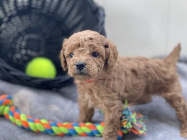 Micro GOLDENDOODLE PUPPIES, Micro Goldendoodle, Precious Doodle Dogs, Teacup Doodle Dogs, Goldendoodle, Doodle Dog, Golden Doodles, Goldendoodle for sale, Goldendoodle puppies for sale, Miniature goldendoodle, goldendoodle puppies, mini goldendoodle, mini puppies, mini goldendoodle size, Mini Doodle Dogs, f1 goldendoodle, golden retriever poodle, chocolate goldendoodle, small doodles, goldendoodle temperament, goldendoodle colors, goldendoodle price, white goldendoodle, f2 goldendoodle, mini goldendoodle price, mini goldendoodle full grown, f1 mini goldendoodle, f1b goldendoodle, parti goldendoodle, goldendoodles near me, english goldendoodle, australian goldendoodle, red goldendoodle, doodle breeds, brown goldendoodle, goldendoodle cost, adult mini goldendoodle, golden noodle dog, doodle dog breeds, miniature golden doodle, miniature puppies, golden retriever poodle mix, A Star is Born, A star is born goldendoodle, a star is born dog, Bradley Cooper's Dog, Bradley Cooper Dog, Bradley Cooper's Goldendoodle, arizona goldendoodles, goldendoodle training, goldendoodle size, how big do mini goldendoodles get, goldendoodle full grown, baby goldendoodle, goldendoodle houston, golden doodles for sale, adult goldendoodle, apricot goldendoodle, goldendoodle grooming, mini golden doodles, goldendoodle shedding, f2b goldendoodle, goldendoodle hypoallergenic, goldendoodle names, english cream goldendoodle, golden retriever and poodle mix, mini goldendoodle puppies, micro goldendoodle, mini goldendoodle puppies for sale, miniature goldendoodle for sale, goldendoodle puppies for adoption, teddy bear goldendoodle, mini goldendoodle rescue, medium goldendoodle, black goldendoodle, mini goldendoodle for sale near me, goldendoodle puppies for sale near me, mini doodle, doodle puppies, mini goldendoodle for sale, goldendoodle breeders near me, miniature goldendoodle for sale near me, toy goldendoodle, petite goldendoodle, golden doodle dog, miniature goldendoodle puppies, mini goldendoodle puppies for sale near me, goldendoodles for sale near me, mini goldedoodle breeders, goldendoodle adoption, f1b mini goldendoodle, small goldendoodle, teacup goldendoodle, goldendoodle puppies near me, goldendoodle breeders, how to groom a goldendoodle, great doodle puppies, golden doodle mix, goldendoodle tampa, goldendoodle facts, white doodle dog, white goldendoodle puppy, mini goldendoodle maryland, country mini doodles, goldendoodle los angeles, toy labradoodle puppies for sale, types of goldendoodles, mini golden retriever puppies, golden goldendoodle, mini golden retriever puppies for sale, miniature australian goldendoodle, goldendoodle sacramento, goldendoodle omaha, labradoodle goldendoodle, f1 medium goldendoodle, BEST goldendoodles, pictures of mini goldendoodles, teacup goldendoodle full grown, micro mini goldendoodle full grown, toy goldendoodle price, goldendoodle chicago, retriever doodle, teacup goldendoodle puppies for sale, cute goldendoodle, mini teddy bear puppies, miniature goldendoodle full grown, f2 mini goldendoodle, goldendoodle spokane, mini goldendoodle chicago, micro mini goldendoodle, how nbig do miniature goldendoodles get, brown mini goldendoodle, mini doodle breeds, poodle doodle dog, what is a mini goldendoodle, black mini goldendoodle, mini irish doodle puppies for sale, f1b goldendoodle size, toy golden doodles, chocolate brown goldendoodle puppies for sale, petite goldendoodle full grown, goldendoodle behavior, american goldendoodle, f1b medium goldendoodle, goldendoodle puppy cost, cute goldendoodle puppies, goldendoodle indianapolis, teddy goldendoodle, mini goldendoodle weight, teddy bear golden doodles, f1b goldendoodle puppies for sale, miniature goldendoodle size, chocolate goldendoodle puppy, english cream mini goldendoodle, doodle puppies near me, red miniature goldendoodle, cream goldendoodle, goldendoodle puppy cut, mini goldendoodle hypoallergenic, dog breed goldendoodle, goldendoodle poodle mixes, goldendoodle allergies, goldendoodle info, sandy ridge goldendoodles, lakeshore goldendoodles, toy goldendoodle puppies for sale, labradoodle and goldendoodle, goldendoodle las vegas, goldendoodle phoenix, doodle breeders near me, miniature goldendoodle weight, black and white goldendoodle, sarasota goldendoodles, mini goldendoodle dallas, a goldendoodle, what is a goldendoodle, goldendoodle dallas, mini golden doodles for sale, ginger doodle puppy, how much does a mini goldendoodle cost, goldendoodle san antonio, goldendoodle photos, goldendoodle cuts, chocolate mini goldendoodle, all about goldendoodles, goldendoodle cincinnati, black doodle dog, goldendoodle weight, miniature goldendoodle breeders, goldendoodle information, miniature goldendoodle puppies for sale, doodle puppies for sale near me, black labradoodle puppies for sale, goldendoodle seattle, golden doodles near me, teacup goldendoodle for sale, golden retriever poodle puppy, goldendoodle rochester ny, goldendoodle and poodle mix, akc goldendoodle, goldendoodle kansas city, mini goldendoodle facts, goldendoodle austin, goldendoodle doodle, goldendoodle tulsa, curly goldendoodle, brown goldendoodle puppies, f1b labradoodle puppies for sale, red mini goldendoodle, goldendoodle poodle, chocolate goldendoodle for sale, tiny goldendoodle, goldendoodle puppies breeders, english goldendoodle puppies for sale, mini golden labradoodle, f1b mini teddy bear goldendoodles, red goldendoodle puppies for sale, miniature golden retriever breeders, f1 goldendoodles for sale, teacup goldendoodle puppies, toy mini goldendoodle, xs petite goldendoodle, f2 goldendoodle puppies for sale, mini goldendoodle cost, black goldendoodle for sale, english teddy bear goldendoodle, small doodle dogs, goldendoodle nashville, english goldendoodle puppies, golden retriever poodle mix for sale, red goldendoodle puppy, parti goldendoodles for sale, english cream goldendoodles for sale, doodle puppies for sale, golden retriever poodle mix puppies, goldendoodle tucson, f1b mini goldendoodle puppies for sale, mini goldendoodle breeders northeast, teddy bear goldendoodle, toy goldendoodle rescue, petite mini goldendoodle, goldendoodle stuff, mini goldendoodles near me, teddy bear goldendoodle puppies, f1 goldendoodle puppies, teddy bear goldendoodles for sale, silver goldendoodle, buy goldendoodle, mini golden doodle dog, teddy bear goldendoodles mini, micro mini goldendoodle puppies for sale, goldendoodle dogs for sale, best goldendoodle breeders, chocolate goldendoodle puppies for sale, doodle dogs for sale, toy goldendoodle puppies, mini doodle dog, toy goldendoodle breeders, doodles for sale, goldendoodle hypoallergenic dog, mini goldendoodle breeders near me, english goldendoodle breeders, f1b mini goldendoodle for sale, teacup goldendoodle price, petite goldendoodle for sale, mini english goldendoodle, mini goldendoodle info, miniature goldendoodle puppies for sale near me, black goldendoodle puppies for sale, f1 goldendoodle puppies for sale, Micro Goldendoodles AL, Micro Goldendoodles AK, Micro Goldendoodles AZ, Micro Goldendoodles AR, Micro Goldendoodles CA, Micro Goldendoodles CO, Micro Goldendoodles CT, Micro Goldendoodles DE, Micro Goldendoodles FL, Micro Goldendoodles GA, Micro Goldendoodles HI, Micro Goldendoodles ID, Micro Goldendoodles IL, Micro Goldendoodles IN, Micro Goldendoodles IA, Micro Goldendoodles KS, Micro Goldendoodles KY, Micro Goldendoodles LA, Micro Goldendoodles ME, Micro Goldendoodles MD, Micro Goldendoodles MA, Micro Goldendoodles MI, Micro Goldendoodles MN, Micro Goldendoodles MS, Micro Goldendoodles MO, Micro Goldendoodles MT, Micro Goldendoodles NE, Micro Goldendoodles NV, Micro Goldendoodles NH, Micro Goldendoodles NJ, Micro Goldendoodles NM, Micro Goldendoodles NY, Micro Goldendoodles NC, Micro Goldendoodles ND, Micro Goldendoodles OH, Micro Goldendoodles OK, Micro Goldendoodles OR, Micro Goldendoodles PA, Micro Goldendoodles RI, Micro Goldendoodles SC, Micro Goldendoodles SD, Micro Goldendoodles TN, Micro Goldendoodles TX, Micro Goldendoodles UT, Micro Goldendoodles VT, Micro Goldendoodles VA, Micro Goldendoodles WA, Micro Goldendoodles WV, Micro Goldendoodles WI, Micro Goldendoodles WY, Micro Golden Doodles AL, Micro Golden Doodles AK, Micro Golden Doodles AZ, Micro Golden Doodles AR, Micro Golden Doodles CA, Micro Golden Doodles CO, Micro Golden Doodles CT, Micro Golden Doodles DE, Micro Golden Doodles FL, Micro Golden Doodles GA, Micro Golden Doodles HI, Micro Golden Doodles ID, Micro Golden Doodles IL, Micro Golden Doodles IN, Micro Golden Doodles IA, Micro Golden Doodles KS, Micro Golden Doodles KY, Micro Golden Doodles LA, Micro Golden Doodles ME, Micro Golden Doodles MD, Micro Golden Doodles MA, Micro Golden Doodles MI, Micro Golden Doodles MN, Micro Golden Doodles MS, Micro Golden Doodles MO, Micro Golden Doodles MT, Micro Golden Doodles NE, Micro Golden Doodles NV, Micro Golden Doodles NH, Micro Golden Doodles NJ, Micro Golden Doodles NM, Micro Golden Doodles NY, Micro Golden Doodles NC, Micro Golden Doodles ND, Micro Golden Doodles OH, Micro Golden Doodles OK, Micro Golden Doodles OR, Micro Golden Doodles PA, Micro Golden Doodles RI, Micro Golden Doodles SC, Micro Golden Doodles SD, Micro Golden Doodles TN, Micro Golden Doodles TX, Micro Golden Doodles UT, Micro Golden Doodles VT, Micro Golden Doodles VA, Micro Golden Doodles WA, Micro Golden Doodles WV, Micro Golden Doodles WI, Micro Golden Doodles WY, Micro Goldendoodle Alabama, Micro Goldendoodle Alaska, Micro Goldendoodle Arizona, Micro Goldendoodle Arkansas, Micro Goldendoodle California, Micro Goldendoodle Colorado, Micro Goldendoodle Connecticut, Micro Goldendoodle Delaware, Micro Goldendoodle Florida, Micro Goldendoodle Georgia, Micro Goldendoodle Hawaii, Micro Goldendoodle Idaho, Micro Goldendoodle Illinois, Micro Goldendoodle Indiana, Micro Goldendoodle Iowa, Micro Goldendoodle Kansas, Micro Goldendoodle Kentucky, Micro Goldendoodle Louisiana, Micro Goldendoodle Maine, Micro Goldendoodle Maryland, Micro Goldendoodle Massachusetts, Micro Goldendoodle Michigan, Micro Goldendoodle Minnesota, Micro Goldendoodle Mississippi, Micro Goldendoodle Missouri, Micro Goldendoodle Montana, Micro Goldendoodle Nebraska, Micro Goldendoodle Nevada, Micro Goldendoodle New Hampshire, Micro Goldendoodle New Jersey, Micro Goldendoodle New Mexico, Micro Goldendoodle New York, Micro Goldendoodle North Carolina, Micro Goldendoodle North Dakota, Micro Goldendoodle Ohio, Micro Goldendoodle Oklahoma, Micro Goldendoodle Oregon, Micro Goldendoodle Pennsylvania, Micro Goldendoodle Rhode Island, Micro Goldendoodle South Carolina, Micro Goldendoodle South Dakota, Micro Goldendoodle Tennessee, Micro Goldendoodle Texas, Micro Goldendoodle Utah, Micro Goldendoodle Vermont, Micro Goldendoodle Virginia, Micro Goldendoodle Washington, Micro Goldendoodle West Virginia, Micro Goldendoodle Wisconsin, Micro Goldendoodle Wyoming, Micro Goldendoodle breeders AL, Micro Goldendoodle breeders AK, Micro Goldendoodle breeders AZ, Micro Goldendoodle breeders AR, Micro Goldendoodle breeders CA, Micro Goldendoodle breeders CO, Micro Goldendoodle breeders CT, Micro Goldendoodle breeders DE, Micro Goldendoodle breeders FL, Micro Goldendoodle breeders GA, Micro Goldendoodle breeders HI, Micro Goldendoodle breeders ID, Micro Goldendoodle breeders IL, Micro Goldendoodle breeders IN, Micro Goldendoodle breeders IA, Micro Goldendoodle breeders KS, Micro Goldendoodle breeders KY, Micro Goldendoodle breeders LA, Micro Goldendoodle breeders ME, Micro Goldendoodle breeders MD, Micro Goldendoodle breeders MA, Micro Goldendoodle breeders MI, Micro Goldendoodle breeders MN, Micro Goldendoodle breeders MS, Micro Goldendoodle breeders MO, Micro Goldendoodle breeders MT, Micro Goldendoodle breeders NE, Micro Goldendoodle breeders NV, Micro Goldendoodle breeders NH, Micro Goldendoodle breeders NJ, Micro Goldendoodle breeders NM, Micro Goldendoodle breeders NY, Micro Goldendoodle breeders NC, Micro Goldendoodle breeders ND, Micro Goldendoodle breeders OH, Micro Goldendoodle breeders OK, Micro Goldendoodle breeders OR, Micro Goldendoodle breeders PA, Micro Goldendoodle breeders RI, Micro Goldendoodle breeders SC, Micro Goldendoodle breeders SD, Micro Goldendoodle breeders TN, Micro Goldendoodle breeders TX, Micro Goldendoodle breeders UT, Micro Goldendoodle breeders VT, Micro Goldendoodle breeders VA, Micro Goldendoodle breeders WA, Micro Goldendoodle breeders WV, Micro Goldendoodle breeders WI, Micro Goldendoodle breeders WY, Micro Golden doodle puppies for sale in AL, Micro Golden doodle puppies for sale in AK, Micro Golden doodle puppies for sale in AZ, Micro Golden doodle puppies for sale in AR, Micro Golden doodle puppies for sale in CA, Micro Golden doodle puppies for sale in CO, Micro Golden doodle puppies for sale in CT, Micro Golden doodle puppies for sale in DE, Micro Golden doodle puppies for sale in FL, Micro Golden doodle puppies for sale in GA, Micro Golden doodle puppies for sale in HI, Micro Golden doodle puppies for sale in ID, Micro Golden doodle puppies for sale in IL, Micro Golden doodle puppies for sale in IN, Micro Golden doodle puppies for sale in IA, Micro Golden doodle puppies for sale in KS, Micro Golden doodle puppies for sale in KY, Micro Golden doodle puppies for sale in LA, Micro Golden doodle puppies for sale in ME, Micro Golden doodle puppies for sale in MD, Micro Golden doodle puppies for sale in MA, Micro Golden doodle puppies for sale in MI, Micro Golden doodle puppies for sale in MN, Micro Golden doodle puppies for sale in MS, Micro Golden doodle puppies for sale in MO, Micro Golden doodle puppies for sale in MT, Micro Golden doodle puppies for sale in NE, Micro Golden doodle puppies for sale in NV, Micro Golden doodle puppies for sale in NH, Micro Golden doodle puppies for sale in NJ, Micro Golden doodle puppies for sale in NM, Micro Golden doodle puppies for sale in NY, Micro Golden doodle puppies for sale in NC, Micro Golden doodle puppies for sale in ND, Micro Golden doodle puppies for sale in OH, Micro Golden doodle puppies for sale in OK, Micro Golden doodle puppies for sale in OR, Micro Golden doodle puppies for sale in PA, Micro Golden doodle puppies for sale in RI, Micro Golden doodle puppies for sale in SC, Micro Golden doodle puppies for sale in SD, Micro Golden doodle puppies for sale in TN, Micro Golden doodle puppies for sale in TX, Micro Golden doodle puppies for sale in UT, Micro Golden doodle puppies for sale in VT, Micro Golden doodle puppies for sale in VA, Micro Golden doodle puppies for sale in WA, Micro Golden doodle puppies for sale in WV, Micro Golden doodle puppies for sale in WI, Micro Golden doodle puppies for sale in WY, Micro Goldendoodles for sale in AL, Micro Goldendoodles for sale in AK, Micro Goldendoodles for sale in AZ, Micro Goldendoodles for sale in AR, Micro Goldendoodles for sale in CA, Micro Goldendoodles for sale in CO, Micro Goldendoodles for sale in CT, Micro Goldendoodles for sale in DE, Micro Goldendoodles for sale in FL, Micro Goldendoodles for sale in GA, Micro Goldendoodles for sale in HI, Micro Goldendoodles for sale in ID, Micro Goldendoodles for sale in IL, Micro Goldendoodles for sale in IN, Micro Goldendoodles for sale in IA, Micro Goldendoodles for sale in KS, Micro Goldendoodles for sale in KY, Micro Goldendoodles for sale in LA, Micro Goldendoodles for sale in ME, Micro Goldendoodles for sale in MD, Micro Goldendoodles for sale in MA, Micro Goldendoodles for sale in MI, Micro Goldendoodles for sale in MN, Micro Goldendoodles for sale in MS, Micro Goldendoodles for sale in MO, Micro Goldendoodles for sale in MT, Micro Goldendoodles for sale in NE, Micro Goldendoodles for sale in NV, Micro Goldendoodles for sale in NH, Micro Goldendoodles for sale in NJ, Micro Goldendoodles for sale in NM, Micro Goldendoodles for sale in NY, Micro Goldendoodles for sale in NC, Micro Goldendoodles for sale in ND, Micro Goldendoodles for sale in OH, Micro Goldendoodles for sale in OK, Micro Goldendoodles for sale in OR, Micro Goldendoodles for sale in PA, Micro Goldendoodles for sale in RI, Micro Goldendoodles for sale in SC, Micro Goldendoodles for sale in SD, Micro Goldendoodles for sale in TN, Micro Goldendoodles for sale in TX, Micro Goldendoodles for sale in UT, Micro Goldendoodles for sale in VT, Micro Goldendoodles for sale in VA, Micro Goldendoodles for sale in WA, Micro Goldendoodles for sale in WV, Micro Goldendoodles for sale in WI, Micro Goldendoodles for sale in WY, Micro Golden doodles Alabama, Micro Golden doodles Alaska, Micro Golden doodles Arizona, Micro Golden doodles Arkansas, Micro Golden doodles California, Micro Golden doodles Colorado, Micro Golden doodles Connecticut, Micro Golden doodles Delaware, Micro Golden doodles Florida, Micro Golden doodles Georgia, Micro Golden doodles Hawaii, Micro Golden doodles Idaho, Micro Golden doodles Illinois, Micro Golden doodles Indiana, Micro Golden doodles Iowa, Micro Golden doodles Kansas, Micro Golden doodles Kentucky, Micro Golden doodles Louisiana, Micro Golden doodles Maine, Micro Golden doodles Maryland, Micro Golden doodles Massachusetts, Micro Golden doodles Michigan, Micro Golden doodles Minnesota, Micro Golden doodles Mississippi, Micro Golden doodles Missouri, Micro Golden doodles Montana, Micro Golden doodles Nebraska, Micro Golden doodles Nevada, Micro Golden doodles New Hampshire, Micro Golden doodles New Jersey, Micro Golden doodles New Mexico, Micro Golden doodles New York, Micro Golden doodles North Carolina, Micro Golden doodles North Dakota, Micro Golden doodles Ohio, Micro Golden doodles Oklahoma, Micro Golden doodles Oregon, Micro Golden doodles Pennsylvania, Micro Golden doodles Rhode Island, Micro Golden doodles South Carolina, Micro Golden doodles South Dakota, Micro Golden doodles Tennessee, Micro Golden doodles Texas, Micro Golden doodles Utah, Micro Golden doodles Vermont, Micro Golden doodles Virginia, Micro Golden doodles Washington, Micro Golden doodles West Virginia, Micro Golden doodles Wisconsin, Micro Golden doodles Wyoming, Golden doodle Breeders AL, Golden doodle Breeders AK, Golden doodle Breeders AZ, Golden doodle Breeders AR, Golden doodle Breeders CA, Golden doodle Breeders CO, Golden doodle Breeders CT, Golden doodle Breeders DE, Golden doodle Breeders FL, Golden doodle Breeders GA, Golden doodle Breeders HI, Golden doodle Breeders ID, Golden doodle Breeders IL, Golden doodle Breeders IN, Golden doodle Breeders IA, Golden doodle Breeders KS, Golden doodle Breeders KY, Golden doodle Breeders LA, Golden doodle Breeders ME, Golden doodle Breeders MD, Golden doodle Breeders MA, Golden doodle Breeders MI, Golden doodle Breeders MN, Golden doodle Breeders MS, Golden doodle Breeders MO, Golden doodle Breeders MT, Golden doodle Breeders NE, Golden doodle Breeders NV, Golden doodle Breeders NH, Golden doodle Breeders NJ, Golden doodle Breeders NM, Golden doodle Breeders NY, Golden doodle Breeders NC, Golden doodle Breeders ND, Golden doodle Breeders OH, Golden doodle Breeders OK, Golden doodle Breeders OR, Golden doodle Breeders PA, Golden doodle Breeders RI, Golden doodle Breeders SC, Golden doodle Breeders SD, Golden doodle Breeders TN, Golden doodle Breeders TX, Golden doodle Breeders UT, Golden doodle Breeders VT, Golden doodle Breeders VA, Golden doodle Breeders WA, Golden doodle Breeders WV, Golden doodle Breeders WI, Golden doodle Breeders WY, Micro Golden doodles for sale in AL, Micro Golden doodles for sale in AK, Micro Golden doodles for sale in AZ, Micro Golden doodles for sale in AR, Micro Golden doodles for sale in CA, Micro Golden doodles for sale in CO, Micro Golden doodles for sale in CT, Micro Golden doodles for sale in DE, Micro Golden doodles for sale in FL, Micro Golden doodles for sale in GA, Micro Golden doodles for sale in HI, Micro Golden doodles for sale in ID, Micro Golden doodles for sale in IL, Micro Golden doodles for sale in IN, Micro Golden doodles for sale in IA, Micro Golden doodles for sale in KS, Micro Golden doodles for sale in KY, Micro Golden doodles for sale in LA, Micro Golden doodles for sale in ME, Micro Golden doodles for sale in MD, Micro Golden doodles for sale in MA, Micro Golden doodles for sale in MI, Micro Golden doodles for sale in MN, Micro Golden doodles for sale in MS, Micro Golden doodles for sale in MO, Micro Golden doodles for sale in MT, Micro Golden doodles for sale in NE, Micro Golden doodles for sale in NV, Micro Golden doodles for sale in NH, Micro Golden doodles for sale in NJ, Micro Golden doodles for sale in NM, Micro Golden doodles for sale in NY, Micro Golden doodles for sale in NC, Micro Golden doodles for sale in ND, Micro Golden doodles for sale in OH, Micro Golden doodles for sale in OK, Micro Golden doodles for sale in OR, Micro Golden doodles for sale in PA, Micro Golden doodles for sale in RI, Micro Golden doodles for sale in SC, Micro Golden doodles for sale in SD, Micro Golden doodles for sale in TN, Micro Golden doodles for sale in TX, Micro Golden doodles for sale in UT, Micro Golden doodles for sale in VT, Micro Golden doodles for sale in VA, Micro Golden doodles for sale in WA, Micro Golden doodles for sale in WV, Micro Golden doodles for sale in WI, Micro Golden doodles for sale in WY,