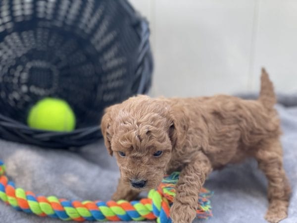 Micro GOLDENDOODLE PUPPIES, Micro Goldendoodle, Precious Doodle Dogs, Teacup Doodle Dogs, Goldendoodle, Doodle Dog, Golden Doodles, Goldendoodle for sale, Goldendoodle puppies for sale, Miniature goldendoodle, goldendoodle puppies, mini goldendoodle, mini puppies, mini goldendoodle size, Mini Doodle Dogs, f1 goldendoodle, golden retriever poodle, chocolate goldendoodle, small doodles, goldendoodle temperament, goldendoodle colors, goldendoodle price, white goldendoodle, f2 goldendoodle, mini goldendoodle price, mini goldendoodle full grown, f1 mini goldendoodle, f1b goldendoodle, parti goldendoodle, goldendoodles near me, english goldendoodle, australian goldendoodle, red goldendoodle, doodle breeds, brown goldendoodle, goldendoodle cost, adult mini goldendoodle, golden noodle dog, doodle dog breeds, miniature golden doodle, miniature puppies, golden retriever poodle mix, A Star is Born, A star is born goldendoodle, a star is born dog, Bradley Cooper's Dog, Bradley Cooper Dog, Bradley Cooper's Goldendoodle, arizona goldendoodles, goldendoodle training, goldendoodle size, how big do mini goldendoodles get, goldendoodle full grown, baby goldendoodle, goldendoodle houston, golden doodles for sale, adult goldendoodle, apricot goldendoodle, goldendoodle grooming, mini golden doodles, goldendoodle shedding, f2b goldendoodle, goldendoodle hypoallergenic, goldendoodle names, english cream goldendoodle, golden retriever and poodle mix, mini goldendoodle puppies, micro goldendoodle, mini goldendoodle puppies for sale, miniature goldendoodle for sale, goldendoodle puppies for adoption, teddy bear goldendoodle, mini goldendoodle rescue, medium goldendoodle, black goldendoodle, mini goldendoodle for sale near me, goldendoodle puppies for sale near me, mini doodle, doodle puppies, mini goldendoodle for sale, goldendoodle breeders near me, miniature goldendoodle for sale near me, toy goldendoodle, petite goldendoodle, golden doodle dog, miniature goldendoodle puppies, mini goldendoodle puppies for sale near me, goldendoodles for sale near me, mini goldedoodle breeders, goldendoodle adoption, f1b mini goldendoodle, small goldendoodle, teacup goldendoodle, goldendoodle puppies near me, goldendoodle breeders, how to groom a goldendoodle, great doodle puppies, golden doodle mix, goldendoodle tampa, goldendoodle facts, white doodle dog, white goldendoodle puppy, mini goldendoodle maryland, country mini doodles, goldendoodle los angeles, toy labradoodle puppies for sale, types of goldendoodles, mini golden retriever puppies, golden goldendoodle, mini golden retriever puppies for sale, miniature australian goldendoodle, goldendoodle sacramento, goldendoodle omaha, labradoodle goldendoodle, f1 medium goldendoodle, BEST goldendoodles, pictures of mini goldendoodles, teacup goldendoodle full grown, micro mini goldendoodle full grown, toy goldendoodle price, goldendoodle chicago, retriever doodle, teacup goldendoodle puppies for sale, cute goldendoodle, mini teddy bear puppies, miniature goldendoodle full grown, f2 mini goldendoodle, goldendoodle spokane, mini goldendoodle chicago, micro mini goldendoodle, how nbig do miniature goldendoodles get, brown mini goldendoodle, mini doodle breeds, poodle doodle dog, what is a mini goldendoodle, black mini goldendoodle, mini irish doodle puppies for sale, f1b goldendoodle size, toy golden doodles, chocolate brown goldendoodle puppies for sale, petite goldendoodle full grown, goldendoodle behavior, american goldendoodle, f1b medium goldendoodle, goldendoodle puppy cost, cute goldendoodle puppies, goldendoodle indianapolis, teddy goldendoodle, mini goldendoodle weight, teddy bear golden doodles, f1b goldendoodle puppies for sale, miniature goldendoodle size, chocolate goldendoodle puppy, english cream mini goldendoodle, doodle puppies near me, red miniature goldendoodle, cream goldendoodle, goldendoodle puppy cut, mini goldendoodle hypoallergenic, dog breed goldendoodle, goldendoodle poodle mixes, goldendoodle allergies, goldendoodle info, sandy ridge goldendoodles, lakeshore goldendoodles, toy goldendoodle puppies for sale, labradoodle and goldendoodle, goldendoodle las vegas, goldendoodle phoenix, doodle breeders near me, miniature goldendoodle weight, black and white goldendoodle, sarasota goldendoodles, mini goldendoodle dallas, a goldendoodle, what is a goldendoodle, goldendoodle dallas, mini golden doodles for sale, ginger doodle puppy, how much does a mini goldendoodle cost, goldendoodle san antonio, goldendoodle photos, goldendoodle cuts, chocolate mini goldendoodle, all about goldendoodles, goldendoodle cincinnati, black doodle dog, goldendoodle weight, miniature goldendoodle breeders, goldendoodle information, miniature goldendoodle puppies for sale, doodle puppies for sale near me, black labradoodle puppies for sale, goldendoodle seattle, golden doodles near me, teacup goldendoodle for sale, golden retriever poodle puppy, goldendoodle rochester ny, goldendoodle and poodle mix, akc goldendoodle, goldendoodle kansas city, mini goldendoodle facts, goldendoodle austin, goldendoodle doodle, goldendoodle tulsa, curly goldendoodle, brown goldendoodle puppies, f1b labradoodle puppies for sale, red mini goldendoodle, goldendoodle poodle, chocolate goldendoodle for sale, tiny goldendoodle, goldendoodle puppies breeders, english goldendoodle puppies for sale, mini golden labradoodle, f1b mini teddy bear goldendoodles, red goldendoodle puppies for sale, miniature golden retriever breeders, f1 goldendoodles for sale, teacup goldendoodle puppies, toy mini goldendoodle, xs petite goldendoodle, f2 goldendoodle puppies for sale, mini goldendoodle cost, black goldendoodle for sale, english teddy bear goldendoodle, small doodle dogs, goldendoodle nashville, english goldendoodle puppies, golden retriever poodle mix for sale, red goldendoodle puppy, parti goldendoodles for sale, english cream goldendoodles for sale, doodle puppies for sale, golden retriever poodle mix puppies, goldendoodle tucson, f1b mini goldendoodle puppies for sale, mini goldendoodle breeders northeast, teddy bear goldendoodle, toy goldendoodle rescue, petite mini goldendoodle, goldendoodle stuff, mini goldendoodles near me, teddy bear goldendoodle puppies, f1 goldendoodle puppies, teddy bear goldendoodles for sale, silver goldendoodle, buy goldendoodle, mini golden doodle dog, teddy bear goldendoodles mini, micro mini goldendoodle puppies for sale, goldendoodle dogs for sale, best goldendoodle breeders, chocolate goldendoodle puppies for sale, doodle dogs for sale, toy goldendoodle puppies, mini doodle dog, toy goldendoodle breeders, doodles for sale, goldendoodle hypoallergenic dog, mini goldendoodle breeders near me, english goldendoodle breeders, f1b mini goldendoodle for sale, teacup goldendoodle price, petite goldendoodle for sale, mini english goldendoodle, mini goldendoodle info, miniature goldendoodle puppies for sale near me, black goldendoodle puppies for sale, f1 goldendoodle puppies for sale, Micro Goldendoodles AL, Micro Goldendoodles AK, Micro Goldendoodles AZ, Micro Goldendoodles AR, Micro Goldendoodles CA, Micro Goldendoodles CO, Micro Goldendoodles CT, Micro Goldendoodles DE, Micro Goldendoodles FL, Micro Goldendoodles GA, Micro Goldendoodles HI, Micro Goldendoodles ID, Micro Goldendoodles IL, Micro Goldendoodles IN, Micro Goldendoodles IA, Micro Goldendoodles KS, Micro Goldendoodles KY, Micro Goldendoodles LA, Micro Goldendoodles ME, Micro Goldendoodles MD, Micro Goldendoodles MA, Micro Goldendoodles MI, Micro Goldendoodles MN, Micro Goldendoodles MS, Micro Goldendoodles MO, Micro Goldendoodles MT, Micro Goldendoodles NE, Micro Goldendoodles NV, Micro Goldendoodles NH, Micro Goldendoodles NJ, Micro Goldendoodles NM, Micro Goldendoodles NY, Micro Goldendoodles NC, Micro Goldendoodles ND, Micro Goldendoodles OH, Micro Goldendoodles OK, Micro Goldendoodles OR, Micro Goldendoodles PA, Micro Goldendoodles RI, Micro Goldendoodles SC, Micro Goldendoodles SD, Micro Goldendoodles TN, Micro Goldendoodles TX, Micro Goldendoodles UT, Micro Goldendoodles VT, Micro Goldendoodles VA, Micro Goldendoodles WA, Micro Goldendoodles WV, Micro Goldendoodles WI, Micro Goldendoodles WY, Micro Golden Doodles AL, Micro Golden Doodles AK, Micro Golden Doodles AZ, Micro Golden Doodles AR, Micro Golden Doodles CA, Micro Golden Doodles CO, Micro Golden Doodles CT, Micro Golden Doodles DE, Micro Golden Doodles FL, Micro Golden Doodles GA, Micro Golden Doodles HI, Micro Golden Doodles ID, Micro Golden Doodles IL, Micro Golden Doodles IN, Micro Golden Doodles IA, Micro Golden Doodles KS, Micro Golden Doodles KY, Micro Golden Doodles LA, Micro Golden Doodles ME, Micro Golden Doodles MD, Micro Golden Doodles MA, Micro Golden Doodles MI, Micro Golden Doodles MN, Micro Golden Doodles MS, Micro Golden Doodles MO, Micro Golden Doodles MT, Micro Golden Doodles NE, Micro Golden Doodles NV, Micro Golden Doodles NH, Micro Golden Doodles NJ, Micro Golden Doodles NM, Micro Golden Doodles NY, Micro Golden Doodles NC, Micro Golden Doodles ND, Micro Golden Doodles OH, Micro Golden Doodles OK, Micro Golden Doodles OR, Micro Golden Doodles PA, Micro Golden Doodles RI, Micro Golden Doodles SC, Micro Golden Doodles SD, Micro Golden Doodles TN, Micro Golden Doodles TX, Micro Golden Doodles UT, Micro Golden Doodles VT, Micro Golden Doodles VA, Micro Golden Doodles WA, Micro Golden Doodles WV, Micro Golden Doodles WI, Micro Golden Doodles WY, Micro Goldendoodle Alabama, Micro Goldendoodle Alaska, Micro Goldendoodle Arizona, Micro Goldendoodle Arkansas, Micro Goldendoodle California, Micro Goldendoodle Colorado, Micro Goldendoodle Connecticut, Micro Goldendoodle Delaware, Micro Goldendoodle Florida, Micro Goldendoodle Georgia, Micro Goldendoodle Hawaii, Micro Goldendoodle Idaho, Micro Goldendoodle Illinois, Micro Goldendoodle Indiana, Micro Goldendoodle Iowa, Micro Goldendoodle Kansas, Micro Goldendoodle Kentucky, Micro Goldendoodle Louisiana, Micro Goldendoodle Maine, Micro Goldendoodle Maryland, Micro Goldendoodle Massachusetts, Micro Goldendoodle Michigan, Micro Goldendoodle Minnesota, Micro Goldendoodle Mississippi, Micro Goldendoodle Missouri, Micro Goldendoodle Montana, Micro Goldendoodle Nebraska, Micro Goldendoodle Nevada, Micro Goldendoodle New Hampshire, Micro Goldendoodle New Jersey, Micro Goldendoodle New Mexico, Micro Goldendoodle New York, Micro Goldendoodle North Carolina, Micro Goldendoodle North Dakota, Micro Goldendoodle Ohio, Micro Goldendoodle Oklahoma, Micro Goldendoodle Oregon, Micro Goldendoodle Pennsylvania, Micro Goldendoodle Rhode Island, Micro Goldendoodle South Carolina, Micro Goldendoodle South Dakota, Micro Goldendoodle Tennessee, Micro Goldendoodle Texas, Micro Goldendoodle Utah, Micro Goldendoodle Vermont, Micro Goldendoodle Virginia, Micro Goldendoodle Washington, Micro Goldendoodle West Virginia, Micro Goldendoodle Wisconsin, Micro Goldendoodle Wyoming, Micro Goldendoodle breeders AL, Micro Goldendoodle breeders AK, Micro Goldendoodle breeders AZ, Micro Goldendoodle breeders AR, Micro Goldendoodle breeders CA, Micro Goldendoodle breeders CO, Micro Goldendoodle breeders CT, Micro Goldendoodle breeders DE, Micro Goldendoodle breeders FL, Micro Goldendoodle breeders GA, Micro Goldendoodle breeders HI, Micro Goldendoodle breeders ID, Micro Goldendoodle breeders IL, Micro Goldendoodle breeders IN, Micro Goldendoodle breeders IA, Micro Goldendoodle breeders KS, Micro Goldendoodle breeders KY, Micro Goldendoodle breeders LA, Micro Goldendoodle breeders ME, Micro Goldendoodle breeders MD, Micro Goldendoodle breeders MA, Micro Goldendoodle breeders MI, Micro Goldendoodle breeders MN, Micro Goldendoodle breeders MS, Micro Goldendoodle breeders MO, Micro Goldendoodle breeders MT, Micro Goldendoodle breeders NE, Micro Goldendoodle breeders NV, Micro Goldendoodle breeders NH, Micro Goldendoodle breeders NJ, Micro Goldendoodle breeders NM, Micro Goldendoodle breeders NY, Micro Goldendoodle breeders NC, Micro Goldendoodle breeders ND, Micro Goldendoodle breeders OH, Micro Goldendoodle breeders OK, Micro Goldendoodle breeders OR, Micro Goldendoodle breeders PA, Micro Goldendoodle breeders RI, Micro Goldendoodle breeders SC, Micro Goldendoodle breeders SD, Micro Goldendoodle breeders TN, Micro Goldendoodle breeders TX, Micro Goldendoodle breeders UT, Micro Goldendoodle breeders VT, Micro Goldendoodle breeders VA, Micro Goldendoodle breeders WA, Micro Goldendoodle breeders WV, Micro Goldendoodle breeders WI, Micro Goldendoodle breeders WY, Micro Golden doodle puppies for sale in AL, Micro Golden doodle puppies for sale in AK, Micro Golden doodle puppies for sale in AZ, Micro Golden doodle puppies for sale in AR, Micro Golden doodle puppies for sale in CA, Micro Golden doodle puppies for sale in CO, Micro Golden doodle puppies for sale in CT, Micro Golden doodle puppies for sale in DE, Micro Golden doodle puppies for sale in FL, Micro Golden doodle puppies for sale in GA, Micro Golden doodle puppies for sale in HI, Micro Golden doodle puppies for sale in ID, Micro Golden doodle puppies for sale in IL, Micro Golden doodle puppies for sale in IN, Micro Golden doodle puppies for sale in IA, Micro Golden doodle puppies for sale in KS, Micro Golden doodle puppies for sale in KY, Micro Golden doodle puppies for sale in LA, Micro Golden doodle puppies for sale in ME, Micro Golden doodle puppies for sale in MD, Micro Golden doodle puppies for sale in MA, Micro Golden doodle puppies for sale in MI, Micro Golden doodle puppies for sale in MN, Micro Golden doodle puppies for sale in MS, Micro Golden doodle puppies for sale in MO, Micro Golden doodle puppies for sale in MT, Micro Golden doodle puppies for sale in NE, Micro Golden doodle puppies for sale in NV, Micro Golden doodle puppies for sale in NH, Micro Golden doodle puppies for sale in NJ, Micro Golden doodle puppies for sale in NM, Micro Golden doodle puppies for sale in NY, Micro Golden doodle puppies for sale in NC, Micro Golden doodle puppies for sale in ND, Micro Golden doodle puppies for sale in OH, Micro Golden doodle puppies for sale in OK, Micro Golden doodle puppies for sale in OR, Micro Golden doodle puppies for sale in PA, Micro Golden doodle puppies for sale in RI, Micro Golden doodle puppies for sale in SC, Micro Golden doodle puppies for sale in SD, Micro Golden doodle puppies for sale in TN, Micro Golden doodle puppies for sale in TX, Micro Golden doodle puppies for sale in UT, Micro Golden doodle puppies for sale in VT, Micro Golden doodle puppies for sale in VA, Micro Golden doodle puppies for sale in WA, Micro Golden doodle puppies for sale in WV, Micro Golden doodle puppies for sale in WI, Micro Golden doodle puppies for sale in WY, Micro Goldendoodles for sale in AL, Micro Goldendoodles for sale in AK, Micro Goldendoodles for sale in AZ, Micro Goldendoodles for sale in AR, Micro Goldendoodles for sale in CA, Micro Goldendoodles for sale in CO, Micro Goldendoodles for sale in CT, Micro Goldendoodles for sale in DE, Micro Goldendoodles for sale in FL, Micro Goldendoodles for sale in GA, Micro Goldendoodles for sale in HI, Micro Goldendoodles for sale in ID, Micro Goldendoodles for sale in IL, Micro Goldendoodles for sale in IN, Micro Goldendoodles for sale in IA, Micro Goldendoodles for sale in KS, Micro Goldendoodles for sale in KY, Micro Goldendoodles for sale in LA, Micro Goldendoodles for sale in ME, Micro Goldendoodles for sale in MD, Micro Goldendoodles for sale in MA, Micro Goldendoodles for sale in MI, Micro Goldendoodles for sale in MN, Micro Goldendoodles for sale in MS, Micro Goldendoodles for sale in MO, Micro Goldendoodles for sale in MT, Micro Goldendoodles for sale in NE, Micro Goldendoodles for sale in NV, Micro Goldendoodles for sale in NH, Micro Goldendoodles for sale in NJ, Micro Goldendoodles for sale in NM, Micro Goldendoodles for sale in NY, Micro Goldendoodles for sale in NC, Micro Goldendoodles for sale in ND, Micro Goldendoodles for sale in OH, Micro Goldendoodles for sale in OK, Micro Goldendoodles for sale in OR, Micro Goldendoodles for sale in PA, Micro Goldendoodles for sale in RI, Micro Goldendoodles for sale in SC, Micro Goldendoodles for sale in SD, Micro Goldendoodles for sale in TN, Micro Goldendoodles for sale in TX, Micro Goldendoodles for sale in UT, Micro Goldendoodles for sale in VT, Micro Goldendoodles for sale in VA, Micro Goldendoodles for sale in WA, Micro Goldendoodles for sale in WV, Micro Goldendoodles for sale in WI, Micro Goldendoodles for sale in WY, Micro Golden doodles Alabama, Micro Golden doodles Alaska, Micro Golden doodles Arizona, Micro Golden doodles Arkansas, Micro Golden doodles California, Micro Golden doodles Colorado, Micro Golden doodles Connecticut, Micro Golden doodles Delaware, Micro Golden doodles Florida, Micro Golden doodles Georgia, Micro Golden doodles Hawaii, Micro Golden doodles Idaho, Micro Golden doodles Illinois, Micro Golden doodles Indiana, Micro Golden doodles Iowa, Micro Golden doodles Kansas, Micro Golden doodles Kentucky, Micro Golden doodles Louisiana, Micro Golden doodles Maine, Micro Golden doodles Maryland, Micro Golden doodles Massachusetts, Micro Golden doodles Michigan, Micro Golden doodles Minnesota, Micro Golden doodles Mississippi, Micro Golden doodles Missouri, Micro Golden doodles Montana, Micro Golden doodles Nebraska, Micro Golden doodles Nevada, Micro Golden doodles New Hampshire, Micro Golden doodles New Jersey, Micro Golden doodles New Mexico, Micro Golden doodles New York, Micro Golden doodles North Carolina, Micro Golden doodles North Dakota, Micro Golden doodles Ohio, Micro Golden doodles Oklahoma, Micro Golden doodles Oregon, Micro Golden doodles Pennsylvania, Micro Golden doodles Rhode Island, Micro Golden doodles South Carolina, Micro Golden doodles South Dakota, Micro Golden doodles Tennessee, Micro Golden doodles Texas, Micro Golden doodles Utah, Micro Golden doodles Vermont, Micro Golden doodles Virginia, Micro Golden doodles Washington, Micro Golden doodles West Virginia, Micro Golden doodles Wisconsin, Micro Golden doodles Wyoming, Golden doodle Breeders AL, Golden doodle Breeders AK, Golden doodle Breeders AZ, Golden doodle Breeders AR, Golden doodle Breeders CA, Golden doodle Breeders CO, Golden doodle Breeders CT, Golden doodle Breeders DE, Golden doodle Breeders FL, Golden doodle Breeders GA, Golden doodle Breeders HI, Golden doodle Breeders ID, Golden doodle Breeders IL, Golden doodle Breeders IN, Golden doodle Breeders IA, Golden doodle Breeders KS, Golden doodle Breeders KY, Golden doodle Breeders LA, Golden doodle Breeders ME, Golden doodle Breeders MD, Golden doodle Breeders MA, Golden doodle Breeders MI, Golden doodle Breeders MN, Golden doodle Breeders MS, Golden doodle Breeders MO, Golden doodle Breeders MT, Golden doodle Breeders NE, Golden doodle Breeders NV, Golden doodle Breeders NH, Golden doodle Breeders NJ, Golden doodle Breeders NM, Golden doodle Breeders NY, Golden doodle Breeders NC, Golden doodle Breeders ND, Golden doodle Breeders OH, Golden doodle Breeders OK, Golden doodle Breeders OR, Golden doodle Breeders PA, Golden doodle Breeders RI, Golden doodle Breeders SC, Golden doodle Breeders SD, Golden doodle Breeders TN, Golden doodle Breeders TX, Golden doodle Breeders UT, Golden doodle Breeders VT, Golden doodle Breeders VA, Golden doodle Breeders WA, Golden doodle Breeders WV, Golden doodle Breeders WI, Golden doodle Breeders WY, Micro Golden doodles for sale in AL, Micro Golden doodles for sale in AK, Micro Golden doodles for sale in AZ, Micro Golden doodles for sale in AR, Micro Golden doodles for sale in CA, Micro Golden doodles for sale in CO, Micro Golden doodles for sale in CT, Micro Golden doodles for sale in DE, Micro Golden doodles for sale in FL, Micro Golden doodles for sale in GA, Micro Golden doodles for sale in HI, Micro Golden doodles for sale in ID, Micro Golden doodles for sale in IL, Micro Golden doodles for sale in IN, Micro Golden doodles for sale in IA, Micro Golden doodles for sale in KS, Micro Golden doodles for sale in KY, Micro Golden doodles for sale in LA, Micro Golden doodles for sale in ME, Micro Golden doodles for sale in MD, Micro Golden doodles for sale in MA, Micro Golden doodles for sale in MI, Micro Golden doodles for sale in MN, Micro Golden doodles for sale in MS, Micro Golden doodles for sale in MO, Micro Golden doodles for sale in MT, Micro Golden doodles for sale in NE, Micro Golden doodles for sale in NV, Micro Golden doodles for sale in NH, Micro Golden doodles for sale in NJ, Micro Golden doodles for sale in NM, Micro Golden doodles for sale in NY, Micro Golden doodles for sale in NC, Micro Golden doodles for sale in ND, Micro Golden doodles for sale in OH, Micro Golden doodles for sale in OK, Micro Golden doodles for sale in OR, Micro Golden doodles for sale in PA, Micro Golden doodles for sale in RI, Micro Golden doodles for sale in SC, Micro Golden doodles for sale in SD, Micro Golden doodles for sale in TN, Micro Golden doodles for sale in TX, Micro Golden doodles for sale in UT, Micro Golden doodles for sale in VT, Micro Golden doodles for sale in VA, Micro Golden doodles for sale in WA, Micro Golden doodles for sale in WV, Micro Golden doodles for sale in WI, Micro Golden doodles for sale in WY,