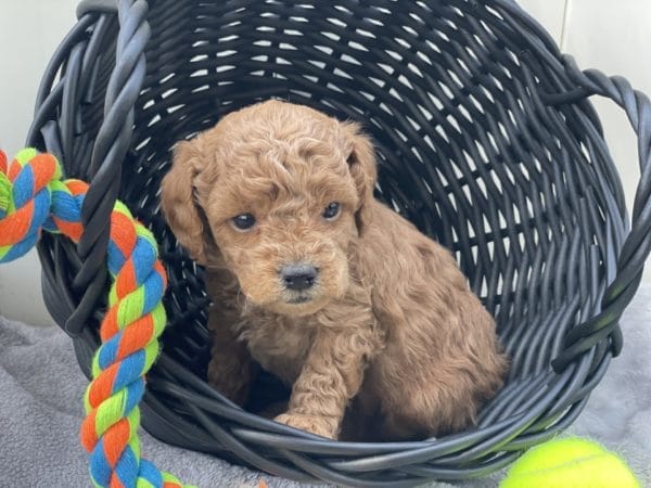 Micro GOLDENDOODLE PUPPIES, Micro Goldendoodle, Precious Doodle Dogs, Teacup Doodle Dogs, Goldendoodle, Doodle Dog, Golden Doodles, Goldendoodle for sale, Goldendoodle puppies for sale, Miniature goldendoodle, goldendoodle puppies, mini goldendoodle, mini puppies, mini goldendoodle size, Mini Doodle Dogs, f1 goldendoodle, golden retriever poodle, chocolate goldendoodle, small doodles, goldendoodle temperament, goldendoodle colors, goldendoodle price, white goldendoodle, f2 goldendoodle, mini goldendoodle price, mini goldendoodle full grown, f1 mini goldendoodle, f1b goldendoodle, parti goldendoodle, goldendoodles near me, english goldendoodle, australian goldendoodle, red goldendoodle, doodle breeds, brown goldendoodle, goldendoodle cost, adult mini goldendoodle, golden noodle dog, doodle dog breeds, miniature golden doodle, miniature puppies, golden retriever poodle mix, A Star is Born, A star is born goldendoodle, a star is born dog, Bradley Cooper's Dog, Bradley Cooper Dog, Bradley Cooper's Goldendoodle, arizona goldendoodles, goldendoodle training, goldendoodle size, how big do mini goldendoodles get, goldendoodle full grown, baby goldendoodle, goldendoodle houston, golden doodles for sale, adult goldendoodle, apricot goldendoodle, goldendoodle grooming, mini golden doodles, goldendoodle shedding, f2b goldendoodle, goldendoodle hypoallergenic, goldendoodle names, english cream goldendoodle, golden retriever and poodle mix, mini goldendoodle puppies, micro goldendoodle, mini goldendoodle puppies for sale, miniature goldendoodle for sale, goldendoodle puppies for adoption, teddy bear goldendoodle, mini goldendoodle rescue, medium goldendoodle, black goldendoodle, mini goldendoodle for sale near me, goldendoodle puppies for sale near me, mini doodle, doodle puppies, mini goldendoodle for sale, goldendoodle breeders near me, miniature goldendoodle for sale near me, toy goldendoodle, petite goldendoodle, golden doodle dog, miniature goldendoodle puppies, mini goldendoodle puppies for sale near me, goldendoodles for sale near me, mini goldedoodle breeders, goldendoodle adoption, f1b mini goldendoodle, small goldendoodle, teacup goldendoodle, goldendoodle puppies near me, goldendoodle breeders, how to groom a goldendoodle, great doodle puppies, golden doodle mix, goldendoodle tampa, goldendoodle facts, white doodle dog, white goldendoodle puppy, mini goldendoodle maryland, country mini doodles, goldendoodle los angeles, toy labradoodle puppies for sale, types of goldendoodles, mini golden retriever puppies, golden goldendoodle, mini golden retriever puppies for sale, miniature australian goldendoodle, goldendoodle sacramento, goldendoodle omaha, labradoodle goldendoodle, f1 medium goldendoodle, BEST goldendoodles, pictures of mini goldendoodles, teacup goldendoodle full grown, micro mini goldendoodle full grown, toy goldendoodle price, goldendoodle chicago, retriever doodle, teacup goldendoodle puppies for sale, cute goldendoodle, mini teddy bear puppies, miniature goldendoodle full grown, f2 mini goldendoodle, goldendoodle spokane, mini goldendoodle chicago, micro mini goldendoodle, how nbig do miniature goldendoodles get, brown mini goldendoodle, mini doodle breeds, poodle doodle dog, what is a mini goldendoodle, black mini goldendoodle, mini irish doodle puppies for sale, f1b goldendoodle size, toy golden doodles, chocolate brown goldendoodle puppies for sale, petite goldendoodle full grown, goldendoodle behavior, american goldendoodle, f1b medium goldendoodle, goldendoodle puppy cost, cute goldendoodle puppies, goldendoodle indianapolis, teddy goldendoodle, mini goldendoodle weight, teddy bear golden doodles, f1b goldendoodle puppies for sale, miniature goldendoodle size, chocolate goldendoodle puppy, english cream mini goldendoodle, doodle puppies near me, red miniature goldendoodle, cream goldendoodle, goldendoodle puppy cut, mini goldendoodle hypoallergenic, dog breed goldendoodle, goldendoodle poodle mixes, goldendoodle allergies, goldendoodle info, sandy ridge goldendoodles, lakeshore goldendoodles, toy goldendoodle puppies for sale, labradoodle and goldendoodle, goldendoodle las vegas, goldendoodle phoenix, doodle breeders near me, miniature goldendoodle weight, black and white goldendoodle, sarasota goldendoodles, mini goldendoodle dallas, a goldendoodle, what is a goldendoodle, goldendoodle dallas, mini golden doodles for sale, ginger doodle puppy, how much does a mini goldendoodle cost, goldendoodle san antonio, goldendoodle photos, goldendoodle cuts, chocolate mini goldendoodle, all about goldendoodles, goldendoodle cincinnati, black doodle dog, goldendoodle weight, miniature goldendoodle breeders, goldendoodle information, miniature goldendoodle puppies for sale, doodle puppies for sale near me, black labradoodle puppies for sale, goldendoodle seattle, golden doodles near me, teacup goldendoodle for sale, golden retriever poodle puppy, goldendoodle rochester ny, goldendoodle and poodle mix, akc goldendoodle, goldendoodle kansas city, mini goldendoodle facts, goldendoodle austin, goldendoodle doodle, goldendoodle tulsa, curly goldendoodle, brown goldendoodle puppies, f1b labradoodle puppies for sale, red mini goldendoodle, goldendoodle poodle, chocolate goldendoodle for sale, tiny goldendoodle, goldendoodle puppies breeders, english goldendoodle puppies for sale, mini golden labradoodle, f1b mini teddy bear goldendoodles, red goldendoodle puppies for sale, miniature golden retriever breeders, f1 goldendoodles for sale, teacup goldendoodle puppies, toy mini goldendoodle, xs petite goldendoodle, f2 goldendoodle puppies for sale, mini goldendoodle cost, black goldendoodle for sale, english teddy bear goldendoodle, small doodle dogs, goldendoodle nashville, english goldendoodle puppies, golden retriever poodle mix for sale, red goldendoodle puppy, parti goldendoodles for sale, english cream goldendoodles for sale, doodle puppies for sale, golden retriever poodle mix puppies, goldendoodle tucson, f1b mini goldendoodle puppies for sale, mini goldendoodle breeders northeast, teddy bear goldendoodle, toy goldendoodle rescue, petite mini goldendoodle, goldendoodle stuff, mini goldendoodles near me, teddy bear goldendoodle puppies, f1 goldendoodle puppies, teddy bear goldendoodles for sale, silver goldendoodle, buy goldendoodle, mini golden doodle dog, teddy bear goldendoodles mini, micro mini goldendoodle puppies for sale, goldendoodle dogs for sale, best goldendoodle breeders, chocolate goldendoodle puppies for sale, doodle dogs for sale, toy goldendoodle puppies, mini doodle dog, toy goldendoodle breeders, doodles for sale, goldendoodle hypoallergenic dog, mini goldendoodle breeders near me, english goldendoodle breeders, f1b mini goldendoodle for sale, teacup goldendoodle price, petite goldendoodle for sale, mini english goldendoodle, mini goldendoodle info, miniature goldendoodle puppies for sale near me, black goldendoodle puppies for sale, f1 goldendoodle puppies for sale, Micro Goldendoodles AL, Micro Goldendoodles AK, Micro Goldendoodles AZ, Micro Goldendoodles AR, Micro Goldendoodles CA, Micro Goldendoodles CO, Micro Goldendoodles CT, Micro Goldendoodles DE, Micro Goldendoodles FL, Micro Goldendoodles GA, Micro Goldendoodles HI, Micro Goldendoodles ID, Micro Goldendoodles IL, Micro Goldendoodles IN, Micro Goldendoodles IA, Micro Goldendoodles KS, Micro Goldendoodles KY, Micro Goldendoodles LA, Micro Goldendoodles ME, Micro Goldendoodles MD, Micro Goldendoodles MA, Micro Goldendoodles MI, Micro Goldendoodles MN, Micro Goldendoodles MS, Micro Goldendoodles MO, Micro Goldendoodles MT, Micro Goldendoodles NE, Micro Goldendoodles NV, Micro Goldendoodles NH, Micro Goldendoodles NJ, Micro Goldendoodles NM, Micro Goldendoodles NY, Micro Goldendoodles NC, Micro Goldendoodles ND, Micro Goldendoodles OH, Micro Goldendoodles OK, Micro Goldendoodles OR, Micro Goldendoodles PA, Micro Goldendoodles RI, Micro Goldendoodles SC, Micro Goldendoodles SD, Micro Goldendoodles TN, Micro Goldendoodles TX, Micro Goldendoodles UT, Micro Goldendoodles VT, Micro Goldendoodles VA, Micro Goldendoodles WA, Micro Goldendoodles WV, Micro Goldendoodles WI, Micro Goldendoodles WY, Micro Golden Doodles AL, Micro Golden Doodles AK, Micro Golden Doodles AZ, Micro Golden Doodles AR, Micro Golden Doodles CA, Micro Golden Doodles CO, Micro Golden Doodles CT, Micro Golden Doodles DE, Micro Golden Doodles FL, Micro Golden Doodles GA, Micro Golden Doodles HI, Micro Golden Doodles ID, Micro Golden Doodles IL, Micro Golden Doodles IN, Micro Golden Doodles IA, Micro Golden Doodles KS, Micro Golden Doodles KY, Micro Golden Doodles LA, Micro Golden Doodles ME, Micro Golden Doodles MD, Micro Golden Doodles MA, Micro Golden Doodles MI, Micro Golden Doodles MN, Micro Golden Doodles MS, Micro Golden Doodles MO, Micro Golden Doodles MT, Micro Golden Doodles NE, Micro Golden Doodles NV, Micro Golden Doodles NH, Micro Golden Doodles NJ, Micro Golden Doodles NM, Micro Golden Doodles NY, Micro Golden Doodles NC, Micro Golden Doodles ND, Micro Golden Doodles OH, Micro Golden Doodles OK, Micro Golden Doodles OR, Micro Golden Doodles PA, Micro Golden Doodles RI, Micro Golden Doodles SC, Micro Golden Doodles SD, Micro Golden Doodles TN, Micro Golden Doodles TX, Micro Golden Doodles UT, Micro Golden Doodles VT, Micro Golden Doodles VA, Micro Golden Doodles WA, Micro Golden Doodles WV, Micro Golden Doodles WI, Micro Golden Doodles WY, Micro Goldendoodle Alabama, Micro Goldendoodle Alaska, Micro Goldendoodle Arizona, Micro Goldendoodle Arkansas, Micro Goldendoodle California, Micro Goldendoodle Colorado, Micro Goldendoodle Connecticut, Micro Goldendoodle Delaware, Micro Goldendoodle Florida, Micro Goldendoodle Georgia, Micro Goldendoodle Hawaii, Micro Goldendoodle Idaho, Micro Goldendoodle Illinois, Micro Goldendoodle Indiana, Micro Goldendoodle Iowa, Micro Goldendoodle Kansas, Micro Goldendoodle Kentucky, Micro Goldendoodle Louisiana, Micro Goldendoodle Maine, Micro Goldendoodle Maryland, Micro Goldendoodle Massachusetts, Micro Goldendoodle Michigan, Micro Goldendoodle Minnesota, Micro Goldendoodle Mississippi, Micro Goldendoodle Missouri, Micro Goldendoodle Montana, Micro Goldendoodle Nebraska, Micro Goldendoodle Nevada, Micro Goldendoodle New Hampshire, Micro Goldendoodle New Jersey, Micro Goldendoodle New Mexico, Micro Goldendoodle New York, Micro Goldendoodle North Carolina, Micro Goldendoodle North Dakota, Micro Goldendoodle Ohio, Micro Goldendoodle Oklahoma, Micro Goldendoodle Oregon, Micro Goldendoodle Pennsylvania, Micro Goldendoodle Rhode Island, Micro Goldendoodle South Carolina, Micro Goldendoodle South Dakota, Micro Goldendoodle Tennessee, Micro Goldendoodle Texas, Micro Goldendoodle Utah, Micro Goldendoodle Vermont, Micro Goldendoodle Virginia, Micro Goldendoodle Washington, Micro Goldendoodle West Virginia, Micro Goldendoodle Wisconsin, Micro Goldendoodle Wyoming, Micro Goldendoodle breeders AL, Micro Goldendoodle breeders AK, Micro Goldendoodle breeders AZ, Micro Goldendoodle breeders AR, Micro Goldendoodle breeders CA, Micro Goldendoodle breeders CO, Micro Goldendoodle breeders CT, Micro Goldendoodle breeders DE, Micro Goldendoodle breeders FL, Micro Goldendoodle breeders GA, Micro Goldendoodle breeders HI, Micro Goldendoodle breeders ID, Micro Goldendoodle breeders IL, Micro Goldendoodle breeders IN, Micro Goldendoodle breeders IA, Micro Goldendoodle breeders KS, Micro Goldendoodle breeders KY, Micro Goldendoodle breeders LA, Micro Goldendoodle breeders ME, Micro Goldendoodle breeders MD, Micro Goldendoodle breeders MA, Micro Goldendoodle breeders MI, Micro Goldendoodle breeders MN, Micro Goldendoodle breeders MS, Micro Goldendoodle breeders MO, Micro Goldendoodle breeders MT, Micro Goldendoodle breeders NE, Micro Goldendoodle breeders NV, Micro Goldendoodle breeders NH, Micro Goldendoodle breeders NJ, Micro Goldendoodle breeders NM, Micro Goldendoodle breeders NY, Micro Goldendoodle breeders NC, Micro Goldendoodle breeders ND, Micro Goldendoodle breeders OH, Micro Goldendoodle breeders OK, Micro Goldendoodle breeders OR, Micro Goldendoodle breeders PA, Micro Goldendoodle breeders RI, Micro Goldendoodle breeders SC, Micro Goldendoodle breeders SD, Micro Goldendoodle breeders TN, Micro Goldendoodle breeders TX, Micro Goldendoodle breeders UT, Micro Goldendoodle breeders VT, Micro Goldendoodle breeders VA, Micro Goldendoodle breeders WA, Micro Goldendoodle breeders WV, Micro Goldendoodle breeders WI, Micro Goldendoodle breeders WY, Micro Golden doodle puppies for sale in AL, Micro Golden doodle puppies for sale in AK, Micro Golden doodle puppies for sale in AZ, Micro Golden doodle puppies for sale in AR, Micro Golden doodle puppies for sale in CA, Micro Golden doodle puppies for sale in CO, Micro Golden doodle puppies for sale in CT, Micro Golden doodle puppies for sale in DE, Micro Golden doodle puppies for sale in FL, Micro Golden doodle puppies for sale in GA, Micro Golden doodle puppies for sale in HI, Micro Golden doodle puppies for sale in ID, Micro Golden doodle puppies for sale in IL, Micro Golden doodle puppies for sale in IN, Micro Golden doodle puppies for sale in IA, Micro Golden doodle puppies for sale in KS, Micro Golden doodle puppies for sale in KY, Micro Golden doodle puppies for sale in LA, Micro Golden doodle puppies for sale in ME, Micro Golden doodle puppies for sale in MD, Micro Golden doodle puppies for sale in MA, Micro Golden doodle puppies for sale in MI, Micro Golden doodle puppies for sale in MN, Micro Golden doodle puppies for sale in MS, Micro Golden doodle puppies for sale in MO, Micro Golden doodle puppies for sale in MT, Micro Golden doodle puppies for sale in NE, Micro Golden doodle puppies for sale in NV, Micro Golden doodle puppies for sale in NH, Micro Golden doodle puppies for sale in NJ, Micro Golden doodle puppies for sale in NM, Micro Golden doodle puppies for sale in NY, Micro Golden doodle puppies for sale in NC, Micro Golden doodle puppies for sale in ND, Micro Golden doodle puppies for sale in OH, Micro Golden doodle puppies for sale in OK, Micro Golden doodle puppies for sale in OR, Micro Golden doodle puppies for sale in PA, Micro Golden doodle puppies for sale in RI, Micro Golden doodle puppies for sale in SC, Micro Golden doodle puppies for sale in SD, Micro Golden doodle puppies for sale in TN, Micro Golden doodle puppies for sale in TX, Micro Golden doodle puppies for sale in UT, Micro Golden doodle puppies for sale in VT, Micro Golden doodle puppies for sale in VA, Micro Golden doodle puppies for sale in WA, Micro Golden doodle puppies for sale in WV, Micro Golden doodle puppies for sale in WI, Micro Golden doodle puppies for sale in WY, Micro Goldendoodles for sale in AL, Micro Goldendoodles for sale in AK, Micro Goldendoodles for sale in AZ, Micro Goldendoodles for sale in AR, Micro Goldendoodles for sale in CA, Micro Goldendoodles for sale in CO, Micro Goldendoodles for sale in CT, Micro Goldendoodles for sale in DE, Micro Goldendoodles for sale in FL, Micro Goldendoodles for sale in GA, Micro Goldendoodles for sale in HI, Micro Goldendoodles for sale in ID, Micro Goldendoodles for sale in IL, Micro Goldendoodles for sale in IN, Micro Goldendoodles for sale in IA, Micro Goldendoodles for sale in KS, Micro Goldendoodles for sale in KY, Micro Goldendoodles for sale in LA, Micro Goldendoodles for sale in ME, Micro Goldendoodles for sale in MD, Micro Goldendoodles for sale in MA, Micro Goldendoodles for sale in MI, Micro Goldendoodles for sale in MN, Micro Goldendoodles for sale in MS, Micro Goldendoodles for sale in MO, Micro Goldendoodles for sale in MT, Micro Goldendoodles for sale in NE, Micro Goldendoodles for sale in NV, Micro Goldendoodles for sale in NH, Micro Goldendoodles for sale in NJ, Micro Goldendoodles for sale in NM, Micro Goldendoodles for sale in NY, Micro Goldendoodles for sale in NC, Micro Goldendoodles for sale in ND, Micro Goldendoodles for sale in OH, Micro Goldendoodles for sale in OK, Micro Goldendoodles for sale in OR, Micro Goldendoodles for sale in PA, Micro Goldendoodles for sale in RI, Micro Goldendoodles for sale in SC, Micro Goldendoodles for sale in SD, Micro Goldendoodles for sale in TN, Micro Goldendoodles for sale in TX, Micro Goldendoodles for sale in UT, Micro Goldendoodles for sale in VT, Micro Goldendoodles for sale in VA, Micro Goldendoodles for sale in WA, Micro Goldendoodles for sale in WV, Micro Goldendoodles for sale in WI, Micro Goldendoodles for sale in WY, Micro Golden doodles Alabama, Micro Golden doodles Alaska, Micro Golden doodles Arizona, Micro Golden doodles Arkansas, Micro Golden doodles California, Micro Golden doodles Colorado, Micro Golden doodles Connecticut, Micro Golden doodles Delaware, Micro Golden doodles Florida, Micro Golden doodles Georgia, Micro Golden doodles Hawaii, Micro Golden doodles Idaho, Micro Golden doodles Illinois, Micro Golden doodles Indiana, Micro Golden doodles Iowa, Micro Golden doodles Kansas, Micro Golden doodles Kentucky, Micro Golden doodles Louisiana, Micro Golden doodles Maine, Micro Golden doodles Maryland, Micro Golden doodles Massachusetts, Micro Golden doodles Michigan, Micro Golden doodles Minnesota, Micro Golden doodles Mississippi, Micro Golden doodles Missouri, Micro Golden doodles Montana, Micro Golden doodles Nebraska, Micro Golden doodles Nevada, Micro Golden doodles New Hampshire, Micro Golden doodles New Jersey, Micro Golden doodles New Mexico, Micro Golden doodles New York, Micro Golden doodles North Carolina, Micro Golden doodles North Dakota, Micro Golden doodles Ohio, Micro Golden doodles Oklahoma, Micro Golden doodles Oregon, Micro Golden doodles Pennsylvania, Micro Golden doodles Rhode Island, Micro Golden doodles South Carolina, Micro Golden doodles South Dakota, Micro Golden doodles Tennessee, Micro Golden doodles Texas, Micro Golden doodles Utah, Micro Golden doodles Vermont, Micro Golden doodles Virginia, Micro Golden doodles Washington, Micro Golden doodles West Virginia, Micro Golden doodles Wisconsin, Micro Golden doodles Wyoming, Golden doodle Breeders AL, Golden doodle Breeders AK, Golden doodle Breeders AZ, Golden doodle Breeders AR, Golden doodle Breeders CA, Golden doodle Breeders CO, Golden doodle Breeders CT, Golden doodle Breeders DE, Golden doodle Breeders FL, Golden doodle Breeders GA, Golden doodle Breeders HI, Golden doodle Breeders ID, Golden doodle Breeders IL, Golden doodle Breeders IN, Golden doodle Breeders IA, Golden doodle Breeders KS, Golden doodle Breeders KY, Golden doodle Breeders LA, Golden doodle Breeders ME, Golden doodle Breeders MD, Golden doodle Breeders MA, Golden doodle Breeders MI, Golden doodle Breeders MN, Golden doodle Breeders MS, Golden doodle Breeders MO, Golden doodle Breeders MT, Golden doodle Breeders NE, Golden doodle Breeders NV, Golden doodle Breeders NH, Golden doodle Breeders NJ, Golden doodle Breeders NM, Golden doodle Breeders NY, Golden doodle Breeders NC, Golden doodle Breeders ND, Golden doodle Breeders OH, Golden doodle Breeders OK, Golden doodle Breeders OR, Golden doodle Breeders PA, Golden doodle Breeders RI, Golden doodle Breeders SC, Golden doodle Breeders SD, Golden doodle Breeders TN, Golden doodle Breeders TX, Golden doodle Breeders UT, Golden doodle Breeders VT, Golden doodle Breeders VA, Golden doodle Breeders WA, Golden doodle Breeders WV, Golden doodle Breeders WI, Golden doodle Breeders WY, Micro Golden doodles for sale in AL, Micro Golden doodles for sale in AK, Micro Golden doodles for sale in AZ, Micro Golden doodles for sale in AR, Micro Golden doodles for sale in CA, Micro Golden doodles for sale in CO, Micro Golden doodles for sale in CT, Micro Golden doodles for sale in DE, Micro Golden doodles for sale in FL, Micro Golden doodles for sale in GA, Micro Golden doodles for sale in HI, Micro Golden doodles for sale in ID, Micro Golden doodles for sale in IL, Micro Golden doodles for sale in IN, Micro Golden doodles for sale in IA, Micro Golden doodles for sale in KS, Micro Golden doodles for sale in KY, Micro Golden doodles for sale in LA, Micro Golden doodles for sale in ME, Micro Golden doodles for sale in MD, Micro Golden doodles for sale in MA, Micro Golden doodles for sale in MI, Micro Golden doodles for sale in MN, Micro Golden doodles for sale in MS, Micro Golden doodles for sale in MO, Micro Golden doodles for sale in MT, Micro Golden doodles for sale in NE, Micro Golden doodles for sale in NV, Micro Golden doodles for sale in NH, Micro Golden doodles for sale in NJ, Micro Golden doodles for sale in NM, Micro Golden doodles for sale in NY, Micro Golden doodles for sale in NC, Micro Golden doodles for sale in ND, Micro Golden doodles for sale in OH, Micro Golden doodles for sale in OK, Micro Golden doodles for sale in OR, Micro Golden doodles for sale in PA, Micro Golden doodles for sale in RI, Micro Golden doodles for sale in SC, Micro Golden doodles for sale in SD, Micro Golden doodles for sale in TN, Micro Golden doodles for sale in TX, Micro Golden doodles for sale in UT, Micro Golden doodles for sale in VT, Micro Golden doodles for sale in VA, Micro Golden doodles for sale in WA, Micro Golden doodles for sale in WV, Micro Golden doodles for sale in WI, Micro Golden doodles for sale in WY,