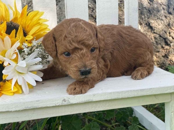 Maui - Micro Goldendoodle Boy - Image 8