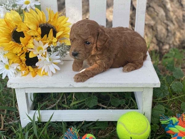 Maui - Micro Goldendoodle Boy - Image 5