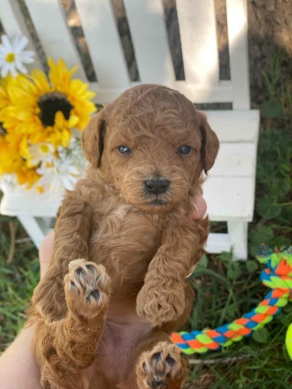 Maui - Micro Goldendoodle Boy - Image 7