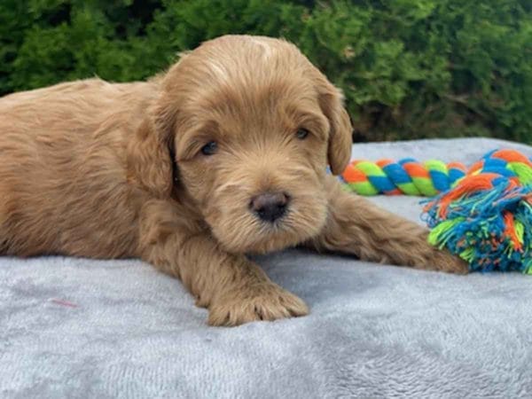 Teacup Labradoodle, Micro Labradoodle, Micro Labradoodles, Toy Labradoodle, Mini Doodle Dogs, Labradoodle, doodle dog, labradoodle puppies for sale, labra, labradoodle for sale, miniature labradoodle, mini labradoodle, labradoodle puppy, how much is a labradoodle, labradoodle hypoallergenic, miniature labrador, mini labradoodle puppies for sale, labradoodle price, labradoodle shedding, labradoodle near me, miniature puppies for sale, white labradoodle, adult labradoodle, miniature labradoodle for sale, pictures of labradoodles, mini labradoodle puppies, miniature labradoodle puppies, red labradoodle, labradoodle breeders, labradoodle breeders near me, toy labradoodle, f1 labradoodle, small labradoodle, labradoodle for sale near me, golden labradoodle, miniature australian labradoodle, mini australian labradoodle, black labradoodle, labradoodle adoption, labradoodle dog, chocolate labradoodle puppies for sale, f1b labradoodle, labradoodle size, doodle puppies, mini doodle, how big do labradoodles get, brown labradoodle, chocolate labradoodle, mini labradoodle for sale, labradoodle puppies for sale near me, labradoodle cost, labradoodle temperament, labradoodle grooming, black and white labradoodle, mini australian labradoodle temperament, doodles for sale, mini doodle dog, australian labradoodle, full size labradoodle, shaved labradoodle, apricot labradoodle puppy, labradoodle austin, labradoodles austin texas, grown labradoodle, mini doodle breeds, labradoodle puppy cost, american labradoodle, labradoodle price range, f1b miniature labradoodle, labradoodles of long island, mini labradoodle near me, chocolate doodle puppies, labradoodle poodle, great doodle puppies, how big do mini labradoodles get, labradoodle names, are labradoodles smart, eden valley labradoodles, english manor labradoodles, red mini labradoodle, multigen labradoodle, labradoodle weight, labradoodle images, labradoodle cuts, miniture lab, labradoodle pics, labradoodle photos, mini golden labradoodle, miniature chocoalte lab, labradoodle personality, labradoodle facts, baby labradoodle, how much do labradoodles cost, caramel labradoodle, english labradoodle, labradoodles for sale, phantom labradoodle, labradoodle doodle, blue labradoodle, labradoodle colors, labradoodle hunting, labradoodle dog breeds, labradoodle allergies, pictures of labradoodle puppies, miniature lab for sale, lab and poodle mix, mini australian labradoodle cost, multigenerational labradoodle, lab poodle, mini doodles for sale, cute labradoodle, brown and white labradoodle, tiny goldendoodle, mini labradoodle price, f1 labradoodle puppy, brown labradoodle puppy, doodle dogs for sale, f1b mini labradoodle, medium labradoodle size, petite labradoodle, golden labradoodle puppy, black labradoodle puppies, best labradoodle breeders, mini labradoodle adoption, chocolate doodle, mini australian labradoodle, micro mini labradoodle, teacup labradoodle puppies for sale, mini labradoodle full grown, mini labradoodle size, mini australian labradoodle puppies for sale, parti labradoodle, mini chocolate labradoodle, f1 labradoodle puppies for sale, poodle labrador, mini australian doodle, labradoodle puppies for adoption, miniature labradoodle full grown, black miniature labradoodle , red labradoodle puppies, miniature chocolate labradoodle, mini labradoodles for sale near me, black labradoodle puppies for sale, micro labradoodle, chocolate australian labradoodle, apricot labradoodle, labradoodle mix, labradoodle info, australian labradoodle hypoallergenic, lab poodle mix puppy, adult mini labradoodle, family labradoodles, miniature labradoodle size, labradoodle puppies near me, cream labradoodle, chocolate labradoodle puppies, doodle puppies for sale, miniaure labradoodle for sale near me, teacup labradoodle, chocolate labradoodle for sale, chocolate mini labradoodle puppies for sale, miniature labradoodle breeders, silver labradoodle, black australian labradoodle, groodle puppies, mini labradoodle breeders, white labradoodle puppy, where to buy a labradoodle, black mini labradoodle, chocolate labradoodle puppies for sale near me, miniature labradoodle puppies for sale, labradoodle puppies price, labre doodle's, miniature labradoodle puppies, buy labradoodle, mini doodle puppies, mini labradoodle puppies for sale near me, mini labradoodle temperament, micro labradoodle puppies for sale, labradoodle information, golden labradoodle for sale, f1b labradoodle puppies for sale, toy labradoodle puppies for sale, how long do mini labradoodles live, chocolate and white labradoodle, labradoodle stud, labradoodle mini pup, what is a mini labradoodle, mini labradoodle images, mini poodle lab mix, what is a miniature labradoodle, labradoodle more lab than poodle, cute labradoodle puppies, miniature labradoodle puppies for sale, mini labrador breed, miniature labradoodle characteristics, images of miniature labradoodles, Teacup Labradoodle Alabama, Teacup Labradoodle Alaska, Teacup Labradoodle Arizona, Teacup Labradoodle Arkansas, Teacup Labradoodle California, Teacup Labradoodle Colorado, Teacup Labradoodle Connecticut, Teacup Labradoodle Delaware, Teacup Labradoodle Florida, Teacup Labradoodle Georgia, Teacup Labradoodle Hawaii, Teacup Labradoodle Idaho, Teacup Labradoodle Illinois, Teacup Labradoodle Indiana, Teacup Labradoodle Iowa, Teacup Labradoodle Kansas, Teacup Labradoodle Kentucky, Teacup Labradoodle Louisiana, Teacup Labradoodle Maine, Teacup Labradoodle Maryland, Teacup Labradoodle Massachusetts, Teacup Labradoodle Michigan, Teacup Labradoodle Minnesota, Teacup Labradoodle Mississippi, Teacup Labradoodle Missouri, Teacup Labradoodle Montana, Teacup Labradoodle Nebraska, Teacup Labradoodle Nevada, Teacup Labradoodle New Hampshire, Teacup Labradoodle New Jersey, Teacup Labradoodle New Mexico, Teacup Labradoodle New York, Teacup Labradoodle North Carolina, Teacup Labradoodle North Dakota, Teacup Labradoodle Ohio, Teacup Labradoodle Oklahoma, Teacup Labradoodle Oregon, Teacup Labradoodle Pennsylvania, Teacup Labradoodle Rhode Island, Teacup Labradoodle South Carolina, Teacup Labradoodle South Dakota, Teacup Labradoodle Tennessee, Teacup Labradoodle Texas, Teacup Labradoodle Utah, Teacup Labradoodle Vermont, Teacup Labradoodle Virginia, Teacup Labradoodle Washington, Teacup Labradoodle West Virginia, Teacup Labradoodle Wisconsin, Teacup Labradoodle Wyoming, Toy Labradoodle Alabama, Toy Labradoodle Alaska, Toy Labradoodle Arizona, Toy Labradoodle Arkansas, Toy Labradoodle California, Toy Labradoodle Colorado, Toy Labradoodle Connecticut, Toy Labradoodle Delaware, Toy Labradoodle Florida, Toy Labradoodle Georgia, Toy Labradoodle Hawaii, Toy Labradoodle Idaho, Toy Labradoodle Illinois, Toy Labradoodle Indiana, Toy Labradoodle Iowa, Toy Labradoodle Kansas, Toy Labradoodle Kentucky, Toy Labradoodle Louisiana, Toy Labradoodle Maine, Toy Labradoodle Maryland, Toy Labradoodle Massachusetts, Toy Labradoodle Michigan, Toy Labradoodle Minnesota, Toy Labradoodle Mississippi, Toy Labradoodle Missouri, Toy Labradoodle Montana, Toy Labradoodle Nebraska, Toy Labradoodle Nevada, Toy Labradoodle New Hampshire, Toy Labradoodle New Jersey, Toy Labradoodle New Mexico, Toy Labradoodle New York, Toy Labradoodle North Carolina, Toy Labradoodle North Dakota, Toy Labradoodle Ohio, Toy Labradoodle Oklahoma, Toy Labradoodle Oregon, Toy Labradoodle Pennsylvania, Toy Labradoodle Rhode Island, Toy Labradoodle South Carolina, Toy Labradoodle South Dakota, Toy Labradoodle Tennessee, Toy Labradoodle Texas, Toy Labradoodle Utah, Toy Labradoodle Vermont, Toy Labradoodle Virginia, Toy Labradoodle Washington, Toy Labradoodle West Virginia, Toy Labradoodle Wisconsin, Toy Labradoodle Wyoming, Mini Labradoodle puppies for sale Alabama, Mini Labradoodle puppies for sale Alaska, Mini Labradoodle puppies for sale Arizona, Mini Labradoodle puppies for sale Arkansas, Mini Labradoodle puppies for sale California, Mini Labradoodle puppies for sale Colorado, Mini Labradoodle puppies for sale Connecticut, Mini Labradoodle puppies for sale Delaware, Mini Labradoodle puppies for sale Florida, Mini Labradoodle puppies for sale Georgia, Mini Labradoodle puppies for sale Hawaii, Mini Labradoodle puppies for sale Idaho, Mini Labradoodle puppies for sale Illinois, Mini Labradoodle puppies for sale Indiana, Mini Labradoodle puppies for sale Iowa, Mini Labradoodle puppies for sale Kansas, Mini Labradoodle puppies for sale Kentucky, Mini Labradoodle puppies for sale Louisiana, Mini Labradoodle puppies for sale Maine, Mini Labradoodle puppies for sale Maryland, Mini Labradoodle puppies for sale Massachusetts, Mini Labradoodle puppies for sale Michigan, Mini Labradoodle puppies for sale Minnesota, Mini Labradoodle puppies for sale Mississippi, Mini Labradoodle puppies for sale Missouri, Mini Labradoodle puppies for sale Montana, Mini Labradoodle puppies for sale Nebraska, Mini Labradoodle puppies for sale Nevada, Mini Labradoodle puppies for sale New Hampshire, Mini Labradoodle puppies for sale New Jersey, Mini Labradoodle puppies for sale New Mexico, Mini Labradoodle puppies for sale New York, Mini Labradoodle puppies for sale North Carolina, Mini Labradoodle puppies for sale North Dakota, Mini Labradoodle puppies for sale Ohio, Mini Labradoodle puppies for sale Oklahoma, Mini Labradoodle puppies for sale Oregon, Mini Labradoodle puppies for sale Pennsylvania, Mini Labradoodle puppies for sale Rhode Island, Mini Labradoodle puppies for sale South Carolina, Mini Labradoodle puppies for sale South Dakota, Mini Labradoodle puppies for sale Tennessee, Mini Labradoodle puppies for sale Texas, Mini Labradoodle puppies for sale Utah, Mini Labradoodle puppies for sale Vermont, Mini Labradoodle puppies for sale Virginia, Mini Labradoodle puppies for sale Washington, Mini Labradoodle puppies for sale West Virginia, Mini Labradoodle puppies for sale Wisconsin, Mini Labradoodle puppies for sale Wyoming, Teacup Labradoodle puppies for sale Alabama, Teacup Labradoodle puppies for sale Alaska, Teacup Labradoodle puppies for sale Arizona, Teacup Labradoodle puppies for sale Arkansas, Teacup Labradoodle puppies for sale California, Teacup Labradoodle puppies for sale Colorado, Teacup Labradoodle puppies for sale Connecticut, Teacup Labradoodle puppies for sale Delaware, Teacup Labradoodle puppies for sale Florida, Teacup Labradoodle puppies for sale Georgia, Teacup Labradoodle puppies for sale Hawaii, Teacup Labradoodle puppies for sale Idaho, Teacup Labradoodle puppies for sale Illinois, Teacup Labradoodle puppies for sale Indiana, Teacup Labradoodle puppies for sale Iowa, Teacup Labradoodle puppies for sale Kansas, Teacup Labradoodle puppies for sale Kentucky, Teacup Labradoodle puppies for sale Louisiana, Teacup Labradoodle puppies for sale Maine, Teacup Labradoodle puppies for sale Maryland, Teacup Labradoodle puppies for sale Massachusetts, Teacup Labradoodle puppies for sale Michigan, Teacup Labradoodle puppies for sale Minnesota, Teacup Labradoodle puppies for sale Mississippi, Teacup Labradoodle puppies for sale Missouri, Teacup Labradoodle puppies for sale Montana, Teacup Labradoodle puppies for sale Nebraska, Teacup Labradoodle puppies for sale Nevada, Teacup Labradoodle puppies for sale New Hampshire, Teacup Labradoodle puppies for sale New Jersey, Teacup Labradoodle puppies for sale New Mexico, Teacup Labradoodle puppies for sale New York, Teacup Labradoodle puppies for sale North Carolina, Teacup Labradoodle puppies for sale North Dakota, Teacup Labradoodle puppies for sale Ohio, Teacup Labradoodle puppies for sale Oklahoma, Teacup Labradoodle puppies for sale Oregon, Teacup Labradoodle puppies for sale Pennsylvania, Teacup Labradoodle puppies for sale Rhode Island, Teacup Labradoodle puppies for sale South Carolina, Teacup Labradoodle puppies for sale South Dakota, Teacup Labradoodle puppies for sale Tennessee, Teacup Labradoodle puppies for sale Texas, Teacup Labradoodle puppies for sale Utah, Teacup Labradoodle puppies for sale Vermont, Teacup Labradoodle puppies for sale Virginia, Teacup Labradoodle puppies for sale Washington, Teacup Labradoodle puppies for sale West Virginia, Teacup Labradoodle puppies for sale Wisconsin, Teacup Labradoodle puppies for sale Wyoming, Micro Labradoodles for sale in Alabama, Micro Labradoodles for sale in Alaska, Micro Labradoodles for sale in Arizona, Micro Labradoodles for sale in Arkansas, Micro Labradoodles for sale in California, Micro Labradoodles for sale in Colorado, Micro Labradoodles for sale in Connecticut, Micro Labradoodles for sale in Delaware, Micro Labradoodles for sale in Florida, Micro Labradoodles for sale in Georgia, Micro Labradoodles for sale in Hawaii, Micro Labradoodles for sale in Idaho, Micro Labradoodles for sale in Illinois, Micro Labradoodles for sale in Indiana, Micro Labradoodles for sale in Iowa, Micro Labradoodles for sale in Kansas, Micro Labradoodles for sale in Kentucky, Micro Labradoodles for sale in Louisiana, Micro Labradoodles for sale in Maine, Micro Labradoodles for sale in Maryland, Micro Labradoodles for sale in Massachusetts, Micro Labradoodles for sale in Michigan, Micro Labradoodles for sale in Minnesota, Micro Labradoodles for sale in Mississippi, Micro Labradoodles for sale in Missouri, Micro Labradoodles for sale in Montana, Micro Labradoodles for sale in Nebraska, Micro Labradoodles for sale in Nevada, Micro Labradoodles for sale in New Hampshire, Micro Labradoodles for sale in New Jersey, Micro Labradoodles for sale in New Mexico, Micro Labradoodles for sale in New York, Micro Labradoodles for sale in North Carolina, Micro Labradoodles for sale in North Dakota, Micro Labradoodles for sale in Ohio, Micro Labradoodles for sale in Oklahoma, Micro Labradoodles for sale in Oregon, Micro Labradoodles for sale in Pennsylvania, Micro Labradoodles for sale in Rhode Island, Micro Labradoodles for sale in South Carolina, Micro Labradoodles for sale in South Dakota, Micro Labradoodles for sale in Tennessee, Micro Labradoodles for sale in Texas, Micro Labradoodles for sale in Utah, Micro Labradoodles for sale in Vermont, Micro Labradoodles for sale in Virginia, Micro Labradoodles for sale in Washington, Micro Labradoodles for sale in West Virginia, Micro Labradoodles for sale in Wisconsin, Micro Labradoodles for sale in Wyoming, Micro Labradoodle Alabama, Micro Labradoodle Alaska, Micro Labradoodle Arizona, Micro Labradoodle Arkansas, Micro Labradoodle California, Micro Labradoodle Colorado, Micro Labradoodle Connecticut, Micro Labradoodle Delaware, Micro Labradoodle Florida, Micro Labradoodle Georgia, Micro Labradoodle Hawaii, Micro Labradoodle Idaho, Micro Labradoodle Illinois, Micro Labradoodle Indiana, Micro Labradoodle Iowa, Micro Labradoodle Kansas, Micro Labradoodle Kentucky, Micro Labradoodle Louisiana, Micro Labradoodle Maine, Micro Labradoodle Maryland, Micro Labradoodle Massachusetts, Micro Labradoodle Michigan, Micro Labradoodle Minnesota, Micro Labradoodle Mississippi, Micro Labradoodle Missouri, Micro Labradoodle Montana, Micro Labradoodle Nebraska, Micro Labradoodle Nevada, Micro Labradoodle New Hampshire, Micro Labradoodle New Jersey, Micro Labradoodle New Mexico, Micro Labradoodle New York, Micro Labradoodle North Carolina, Micro Labradoodle North Dakota, Micro Labradoodle Ohio, Micro Labradoodle Oklahoma, Micro Labradoodle Oregon, Micro Labradoodle Pennsylvania, Micro Labradoodle Rhode Island, Micro Labradoodle South Carolina, Micro Labradoodle South Dakota, Micro Labradoodle Tennessee, Micro Labradoodle Texas, Micro Labradoodle Utah, Micro Labradoodle Vermont, Micro Labradoodle Virginia, Micro Labradoodle Washington, Micro Labradoodle West Virginia, Micro Labradoodle Wisconsin, Micro Labradoodle Wyoming, Teacup Labradoodle breeders Alabama, Teacup Labradoodle breeders Alaska, Teacup Labradoodle breeders Arizona, Teacup Labradoodle breeders Arkansas, Teacup Labradoodle breeders California, Teacup Labradoodle breeders Colorado, Teacup Labradoodle breeders Connecticut, Teacup Labradoodle breeders Delaware, Teacup Labradoodle breeders Florida, Teacup Labradoodle breeders Georgia, Teacup Labradoodle breeders Hawaii, Teacup Labradoodle breeders Idaho, Teacup Labradoodle breeders Illinois, Teacup Labradoodle breeders Indiana, Teacup Labradoodle breeders Iowa, Teacup Labradoodle breeders Kansas, Teacup Labradoodle breeders Kentucky, Teacup Labradoodle breeders Louisiana, Teacup Labradoodle breeders Maine, Teacup Labradoodle breeders Maryland, Teacup Labradoodle breeders Massachusetts, Teacup Labradoodle breeders Michigan, Teacup Labradoodle breeders Minnesota, Teacup Labradoodle breeders Mississippi, Teacup Labradoodle breeders Missouri, Teacup Labradoodle breeders Montana, Teacup Labradoodle breeders Nebraska, Teacup Labradoodle breeders Nevada, Teacup Labradoodle breeders New Hampshire, Teacup Labradoodle breeders New Jersey, Teacup Labradoodle breeders New Mexico, Teacup Labradoodle breeders New York, Teacup Labradoodle breeders North Carolina, Teacup Labradoodle breeders North Dakota, Teacup Labradoodle breeders Ohio, Teacup Labradoodle breeders Oklahoma, Teacup Labradoodle breeders Oregon, Teacup Labradoodle breeders Pennsylvania, Teacup Labradoodle breeders Rhode Island, Teacup Labradoodle breeders South Carolina, Teacup Labradoodle breeders South Dakota, Teacup Labradoodle breeders Tennessee, Teacup Labradoodle breeders Texas, Teacup Labradoodle breeders Utah, Teacup Labradoodle breeders Vermont, Teacup Labradoodle breeders Virginia, Teacup Labradoodle breeders Washington, Teacup Labradoodle breeders West Virginia, Teacup Labradoodle breeders Wisconsin, Teacup Labradoodle breeders Wyoming, Labradoodle puppies Alabama, Labradoodle puppies Alaska, Labradoodle puppies Arizona, Labradoodle puppies Arkansas, Labradoodle puppies California, Labradoodle puppies Colorado, Labradoodle puppies Connecticut, Labradoodle puppies Delaware, Labradoodle puppies Florida, Labradoodle puppies Georgia, Labradoodle puppies Hawaii, Labradoodle puppies Idaho, Labradoodle puppies Illinois, Labradoodle puppies Indiana, Labradoodle puppies Iowa, Labradoodle puppies Kansas, Labradoodle puppies Kentucky, Labradoodle puppies Louisiana, Labradoodle puppies Maine, Labradoodle puppies Maryland, Labradoodle puppies Massachusetts, Labradoodle puppies Michigan, Labradoodle puppies Minnesota, Labradoodle puppies Mississippi, Labradoodle puppies Missouri, Labradoodle puppies Montana, Labradoodle puppies Nebraska, Labradoodle puppies Nevada, Labradoodle puppies New Hampshire, Labradoodle puppies New Jersey, Labradoodle puppies New Mexico, Labradoodle puppies New York, Labradoodle puppies North Carolina, Labradoodle puppies North Dakota, Labradoodle puppies Ohio, Labradoodle puppies Oklahoma, Labradoodle puppies Oregon, Labradoodle puppies Pennsylvania, Labradoodle puppies Rhode Island, Labradoodle puppies South Carolina, Labradoodle puppies South Dakota, Labradoodle puppies Tennessee, Labradoodle puppies Texas, Labradoodle puppies Utah, Labradoodle puppies Vermont, Labradoodle puppies Virginia, Labradoodle puppies Washington, Labradoodle puppies West Virginia, Labradoodle puppies Wisconsin, Labradoodle puppies Wyoming, Toy Labradoodle Alabama, Toy Labradoodle Alaska, Toy Labradoodle Arizona, Toy Labradoodle Arkansas, Toy Labradoodle California, Toy Labradoodle Colorado, Toy Labradoodle Connecticut, Toy Labradoodle Delaware, Toy Labradoodle Florida, Toy Labradoodle Georgia, Toy Labradoodle Hawaii, Toy Labradoodle Idaho, Toy Labradoodle Illinois, Toy Labradoodle Indiana, Toy Labradoodle Iowa, Toy Labradoodle Kansas, Toy Labradoodle Kentucky, Toy Labradoodle Louisiana, Toy Labradoodle Maine, Toy Labradoodle Maryland, Toy Labradoodle Massachusetts, Toy Labradoodle Michigan, Toy Labradoodle Minnesota, Toy Labradoodle Mississippi, Toy Labradoodle Missouri, Toy Labradoodle Montana, Toy Labradoodle Nebraska, Toy Labradoodle Nevada, Toy Labradoodle New Hampshire, Toy Labradoodle New Jersey, Toy Labradoodle New Mexico, Toy Labradoodle New York, Toy Labradoodle North Carolina, Toy Labradoodle North Dakota, Toy Labradoodle Ohio, Toy Labradoodle Oklahoma, Toy Labradoodle Oregon, Toy Labradoodle Pennsylvania, Toy Labradoodle Rhode Island, Toy Labradoodle South Carolina, Toy Labradoodle South Dakota, Toy Labradoodle Tennessee, Toy Labradoodle Texas, Toy Labradoodle Utah, Toy Labradoodle Vermont, Toy Labradoodle Virginia, Toy Labradoodle Washington, Toy Labradoodle West Virginia, Toy Labradoodle Wisconsin, Toy Labradoodle Wyoming, Micro Labradoodle Alabama, Micro Labradoodle Alaska, Micro Labradoodle Arizona, Micro Labradoodle Arkansas, Micro Labradoodle California, Micro Labradoodle Colorado, Micro Labradoodle Connecticut, Micro Labradoodle Delaware, Micro Labradoodle Florida, Micro Labradoodle Georgia, Micro Labradoodle Hawaii, Micro Labradoodle Idaho, Micro Labradoodle Illinois, Micro Labradoodle Indiana, Micro Labradoodle Iowa, Micro Labradoodle Kansas, Micro Labradoodle Kentucky, Micro Labradoodle Louisiana, Micro Labradoodle Maine, Micro Labradoodle Maryland, Micro Labradoodle Massachusetts, Micro Labradoodle Michigan, Micro Labradoodle Minnesota, Micro Labradoodle Mississippi, Micro Labradoodle Missouri, Micro Labradoodle Montana, Micro Labradoodle Nebraska, Micro Labradoodle Nevada, Micro Labradoodle New Hampshire, Micro Labradoodle New Jersey, Micro Labradoodle New Mexico, Micro Labradoodle New York, Micro Labradoodle North Carolina, Micro Labradoodle North Dakota, Micro Labradoodle Ohio, Micro Labradoodle Oklahoma, Micro Labradoodle Oregon, Micro Labradoodle Pennsylvania, Micro Labradoodle Rhode Island, Micro Labradoodle South Carolina, Micro Labradoodle South Dakota, Micro Labradoodle Tennessee, Micro Labradoodle Texas, Micro Labradoodle Utah, Micro Labradoodle Vermont, Micro Labradoodle Virginia, Micro Labradoodle Washington, Micro Labradoodle West Virginia, Micro Labradoodle Wisconsin, Micro Labradoodle Wyoming