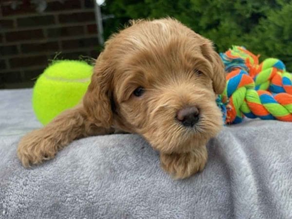 Teacup Labradoodle, Micro Labradoodle, Micro Labradoodles, Toy Labradoodle, Mini Doodle Dogs, Labradoodle, doodle dog, labradoodle puppies for sale, labra, labradoodle for sale, miniature labradoodle, mini labradoodle, labradoodle puppy, how much is a labradoodle, labradoodle hypoallergenic, miniature labrador, mini labradoodle puppies for sale, labradoodle price, labradoodle shedding, labradoodle near me, miniature puppies for sale, white labradoodle, adult labradoodle, miniature labradoodle for sale, pictures of labradoodles, mini labradoodle puppies, miniature labradoodle puppies, red labradoodle, labradoodle breeders, labradoodle breeders near me, toy labradoodle, f1 labradoodle, small labradoodle, labradoodle for sale near me, golden labradoodle, miniature australian labradoodle, mini australian labradoodle, black labradoodle, labradoodle adoption, labradoodle dog, chocolate labradoodle puppies for sale, f1b labradoodle, labradoodle size, doodle puppies, mini doodle, how big do labradoodles get, brown labradoodle, chocolate labradoodle, mini labradoodle for sale, labradoodle puppies for sale near me, labradoodle cost, labradoodle temperament, labradoodle grooming, black and white labradoodle, mini australian labradoodle temperament, doodles for sale, mini doodle dog, australian labradoodle, full size labradoodle, shaved labradoodle, apricot labradoodle puppy, labradoodle austin, labradoodles austin texas, grown labradoodle, mini doodle breeds, labradoodle puppy cost, american labradoodle, labradoodle price range, f1b miniature labradoodle, labradoodles of long island, mini labradoodle near me, chocolate doodle puppies, labradoodle poodle, great doodle puppies, how big do mini labradoodles get, labradoodle names, are labradoodles smart, eden valley labradoodles, english manor labradoodles, red mini labradoodle, multigen labradoodle, labradoodle weight, labradoodle images, labradoodle cuts, miniture lab, labradoodle pics, labradoodle photos, mini golden labradoodle, miniature chocoalte lab, labradoodle personality, labradoodle facts, baby labradoodle, how much do labradoodles cost, caramel labradoodle, english labradoodle, labradoodles for sale, phantom labradoodle, labradoodle doodle, blue labradoodle, labradoodle colors, labradoodle hunting, labradoodle dog breeds, labradoodle allergies, pictures of labradoodle puppies, miniature lab for sale, lab and poodle mix, mini australian labradoodle cost, multigenerational labradoodle, lab poodle, mini doodles for sale, cute labradoodle, brown and white labradoodle, tiny goldendoodle, mini labradoodle price, f1 labradoodle puppy, brown labradoodle puppy, doodle dogs for sale, f1b mini labradoodle, medium labradoodle size, petite labradoodle, golden labradoodle puppy, black labradoodle puppies, best labradoodle breeders, mini labradoodle adoption, chocolate doodle, mini australian labradoodle, micro mini labradoodle, teacup labradoodle puppies for sale, mini labradoodle full grown, mini labradoodle size, mini australian labradoodle puppies for sale, parti labradoodle, mini chocolate labradoodle, f1 labradoodle puppies for sale, poodle labrador, mini australian doodle, labradoodle puppies for adoption, miniature labradoodle full grown, black miniature labradoodle , red labradoodle puppies, miniature chocolate labradoodle, mini labradoodles for sale near me, black labradoodle puppies for sale, micro labradoodle, chocolate australian labradoodle, apricot labradoodle, labradoodle mix, labradoodle info, australian labradoodle hypoallergenic, lab poodle mix puppy, adult mini labradoodle, family labradoodles, miniature labradoodle size, labradoodle puppies near me, cream labradoodle, chocolate labradoodle puppies, doodle puppies for sale, miniaure labradoodle for sale near me, teacup labradoodle, chocolate labradoodle for sale, chocolate mini labradoodle puppies for sale, miniature labradoodle breeders, silver labradoodle, black australian labradoodle, groodle puppies, mini labradoodle breeders, white labradoodle puppy, where to buy a labradoodle, black mini labradoodle, chocolate labradoodle puppies for sale near me, miniature labradoodle puppies for sale, labradoodle puppies price, labre doodle's, miniature labradoodle puppies, buy labradoodle, mini doodle puppies, mini labradoodle puppies for sale near me, mini labradoodle temperament, micro labradoodle puppies for sale, labradoodle information, golden labradoodle for sale, f1b labradoodle puppies for sale, toy labradoodle puppies for sale, how long do mini labradoodles live, chocolate and white labradoodle, labradoodle stud, labradoodle mini pup, what is a mini labradoodle, mini labradoodle images, mini poodle lab mix, what is a miniature labradoodle, labradoodle more lab than poodle, cute labradoodle puppies, miniature labradoodle puppies for sale, mini labrador breed, miniature labradoodle characteristics, images of miniature labradoodles, Teacup Labradoodle Alabama, Teacup Labradoodle Alaska, Teacup Labradoodle Arizona, Teacup Labradoodle Arkansas, Teacup Labradoodle California, Teacup Labradoodle Colorado, Teacup Labradoodle Connecticut, Teacup Labradoodle Delaware, Teacup Labradoodle Florida, Teacup Labradoodle Georgia, Teacup Labradoodle Hawaii, Teacup Labradoodle Idaho, Teacup Labradoodle Illinois, Teacup Labradoodle Indiana, Teacup Labradoodle Iowa, Teacup Labradoodle Kansas, Teacup Labradoodle Kentucky, Teacup Labradoodle Louisiana, Teacup Labradoodle Maine, Teacup Labradoodle Maryland, Teacup Labradoodle Massachusetts, Teacup Labradoodle Michigan, Teacup Labradoodle Minnesota, Teacup Labradoodle Mississippi, Teacup Labradoodle Missouri, Teacup Labradoodle Montana, Teacup Labradoodle Nebraska, Teacup Labradoodle Nevada, Teacup Labradoodle New Hampshire, Teacup Labradoodle New Jersey, Teacup Labradoodle New Mexico, Teacup Labradoodle New York, Teacup Labradoodle North Carolina, Teacup Labradoodle North Dakota, Teacup Labradoodle Ohio, Teacup Labradoodle Oklahoma, Teacup Labradoodle Oregon, Teacup Labradoodle Pennsylvania, Teacup Labradoodle Rhode Island, Teacup Labradoodle South Carolina, Teacup Labradoodle South Dakota, Teacup Labradoodle Tennessee, Teacup Labradoodle Texas, Teacup Labradoodle Utah, Teacup Labradoodle Vermont, Teacup Labradoodle Virginia, Teacup Labradoodle Washington, Teacup Labradoodle West Virginia, Teacup Labradoodle Wisconsin, Teacup Labradoodle Wyoming, Toy Labradoodle Alabama, Toy Labradoodle Alaska, Toy Labradoodle Arizona, Toy Labradoodle Arkansas, Toy Labradoodle California, Toy Labradoodle Colorado, Toy Labradoodle Connecticut, Toy Labradoodle Delaware, Toy Labradoodle Florida, Toy Labradoodle Georgia, Toy Labradoodle Hawaii, Toy Labradoodle Idaho, Toy Labradoodle Illinois, Toy Labradoodle Indiana, Toy Labradoodle Iowa, Toy Labradoodle Kansas, Toy Labradoodle Kentucky, Toy Labradoodle Louisiana, Toy Labradoodle Maine, Toy Labradoodle Maryland, Toy Labradoodle Massachusetts, Toy Labradoodle Michigan, Toy Labradoodle Minnesota, Toy Labradoodle Mississippi, Toy Labradoodle Missouri, Toy Labradoodle Montana, Toy Labradoodle Nebraska, Toy Labradoodle Nevada, Toy Labradoodle New Hampshire, Toy Labradoodle New Jersey, Toy Labradoodle New Mexico, Toy Labradoodle New York, Toy Labradoodle North Carolina, Toy Labradoodle North Dakota, Toy Labradoodle Ohio, Toy Labradoodle Oklahoma, Toy Labradoodle Oregon, Toy Labradoodle Pennsylvania, Toy Labradoodle Rhode Island, Toy Labradoodle South Carolina, Toy Labradoodle South Dakota, Toy Labradoodle Tennessee, Toy Labradoodle Texas, Toy Labradoodle Utah, Toy Labradoodle Vermont, Toy Labradoodle Virginia, Toy Labradoodle Washington, Toy Labradoodle West Virginia, Toy Labradoodle Wisconsin, Toy Labradoodle Wyoming, Mini Labradoodle puppies for sale Alabama, Mini Labradoodle puppies for sale Alaska, Mini Labradoodle puppies for sale Arizona, Mini Labradoodle puppies for sale Arkansas, Mini Labradoodle puppies for sale California, Mini Labradoodle puppies for sale Colorado, Mini Labradoodle puppies for sale Connecticut, Mini Labradoodle puppies for sale Delaware, Mini Labradoodle puppies for sale Florida, Mini Labradoodle puppies for sale Georgia, Mini Labradoodle puppies for sale Hawaii, Mini Labradoodle puppies for sale Idaho, Mini Labradoodle puppies for sale Illinois, Mini Labradoodle puppies for sale Indiana, Mini Labradoodle puppies for sale Iowa, Mini Labradoodle puppies for sale Kansas, Mini Labradoodle puppies for sale Kentucky, Mini Labradoodle puppies for sale Louisiana, Mini Labradoodle puppies for sale Maine, Mini Labradoodle puppies for sale Maryland, Mini Labradoodle puppies for sale Massachusetts, Mini Labradoodle puppies for sale Michigan, Mini Labradoodle puppies for sale Minnesota, Mini Labradoodle puppies for sale Mississippi, Mini Labradoodle puppies for sale Missouri, Mini Labradoodle puppies for sale Montana, Mini Labradoodle puppies for sale Nebraska, Mini Labradoodle puppies for sale Nevada, Mini Labradoodle puppies for sale New Hampshire, Mini Labradoodle puppies for sale New Jersey, Mini Labradoodle puppies for sale New Mexico, Mini Labradoodle puppies for sale New York, Mini Labradoodle puppies for sale North Carolina, Mini Labradoodle puppies for sale North Dakota, Mini Labradoodle puppies for sale Ohio, Mini Labradoodle puppies for sale Oklahoma, Mini Labradoodle puppies for sale Oregon, Mini Labradoodle puppies for sale Pennsylvania, Mini Labradoodle puppies for sale Rhode Island, Mini Labradoodle puppies for sale South Carolina, Mini Labradoodle puppies for sale South Dakota, Mini Labradoodle puppies for sale Tennessee, Mini Labradoodle puppies for sale Texas, Mini Labradoodle puppies for sale Utah, Mini Labradoodle puppies for sale Vermont, Mini Labradoodle puppies for sale Virginia, Mini Labradoodle puppies for sale Washington, Mini Labradoodle puppies for sale West Virginia, Mini Labradoodle puppies for sale Wisconsin, Mini Labradoodle puppies for sale Wyoming, Teacup Labradoodle puppies for sale Alabama, Teacup Labradoodle puppies for sale Alaska, Teacup Labradoodle puppies for sale Arizona, Teacup Labradoodle puppies for sale Arkansas, Teacup Labradoodle puppies for sale California, Teacup Labradoodle puppies for sale Colorado, Teacup Labradoodle puppies for sale Connecticut, Teacup Labradoodle puppies for sale Delaware, Teacup Labradoodle puppies for sale Florida, Teacup Labradoodle puppies for sale Georgia, Teacup Labradoodle puppies for sale Hawaii, Teacup Labradoodle puppies for sale Idaho, Teacup Labradoodle puppies for sale Illinois, Teacup Labradoodle puppies for sale Indiana, Teacup Labradoodle puppies for sale Iowa, Teacup Labradoodle puppies for sale Kansas, Teacup Labradoodle puppies for sale Kentucky, Teacup Labradoodle puppies for sale Louisiana, Teacup Labradoodle puppies for sale Maine, Teacup Labradoodle puppies for sale Maryland, Teacup Labradoodle puppies for sale Massachusetts, Teacup Labradoodle puppies for sale Michigan, Teacup Labradoodle puppies for sale Minnesota, Teacup Labradoodle puppies for sale Mississippi, Teacup Labradoodle puppies for sale Missouri, Teacup Labradoodle puppies for sale Montana, Teacup Labradoodle puppies for sale Nebraska, Teacup Labradoodle puppies for sale Nevada, Teacup Labradoodle puppies for sale New Hampshire, Teacup Labradoodle puppies for sale New Jersey, Teacup Labradoodle puppies for sale New Mexico, Teacup Labradoodle puppies for sale New York, Teacup Labradoodle puppies for sale North Carolina, Teacup Labradoodle puppies for sale North Dakota, Teacup Labradoodle puppies for sale Ohio, Teacup Labradoodle puppies for sale Oklahoma, Teacup Labradoodle puppies for sale Oregon, Teacup Labradoodle puppies for sale Pennsylvania, Teacup Labradoodle puppies for sale Rhode Island, Teacup Labradoodle puppies for sale South Carolina, Teacup Labradoodle puppies for sale South Dakota, Teacup Labradoodle puppies for sale Tennessee, Teacup Labradoodle puppies for sale Texas, Teacup Labradoodle puppies for sale Utah, Teacup Labradoodle puppies for sale Vermont, Teacup Labradoodle puppies for sale Virginia, Teacup Labradoodle puppies for sale Washington, Teacup Labradoodle puppies for sale West Virginia, Teacup Labradoodle puppies for sale Wisconsin, Teacup Labradoodle puppies for sale Wyoming, Micro Labradoodles for sale in Alabama, Micro Labradoodles for sale in Alaska, Micro Labradoodles for sale in Arizona, Micro Labradoodles for sale in Arkansas, Micro Labradoodles for sale in California, Micro Labradoodles for sale in Colorado, Micro Labradoodles for sale in Connecticut, Micro Labradoodles for sale in Delaware, Micro Labradoodles for sale in Florida, Micro Labradoodles for sale in Georgia, Micro Labradoodles for sale in Hawaii, Micro Labradoodles for sale in Idaho, Micro Labradoodles for sale in Illinois, Micro Labradoodles for sale in Indiana, Micro Labradoodles for sale in Iowa, Micro Labradoodles for sale in Kansas, Micro Labradoodles for sale in Kentucky, Micro Labradoodles for sale in Louisiana, Micro Labradoodles for sale in Maine, Micro Labradoodles for sale in Maryland, Micro Labradoodles for sale in Massachusetts, Micro Labradoodles for sale in Michigan, Micro Labradoodles for sale in Minnesota, Micro Labradoodles for sale in Mississippi, Micro Labradoodles for sale in Missouri, Micro Labradoodles for sale in Montana, Micro Labradoodles for sale in Nebraska, Micro Labradoodles for sale in Nevada, Micro Labradoodles for sale in New Hampshire, Micro Labradoodles for sale in New Jersey, Micro Labradoodles for sale in New Mexico, Micro Labradoodles for sale in New York, Micro Labradoodles for sale in North Carolina, Micro Labradoodles for sale in North Dakota, Micro Labradoodles for sale in Ohio, Micro Labradoodles for sale in Oklahoma, Micro Labradoodles for sale in Oregon, Micro Labradoodles for sale in Pennsylvania, Micro Labradoodles for sale in Rhode Island, Micro Labradoodles for sale in South Carolina, Micro Labradoodles for sale in South Dakota, Micro Labradoodles for sale in Tennessee, Micro Labradoodles for sale in Texas, Micro Labradoodles for sale in Utah, Micro Labradoodles for sale in Vermont, Micro Labradoodles for sale in Virginia, Micro Labradoodles for sale in Washington, Micro Labradoodles for sale in West Virginia, Micro Labradoodles for sale in Wisconsin, Micro Labradoodles for sale in Wyoming, Micro Labradoodle Alabama, Micro Labradoodle Alaska, Micro Labradoodle Arizona, Micro Labradoodle Arkansas, Micro Labradoodle California, Micro Labradoodle Colorado, Micro Labradoodle Connecticut, Micro Labradoodle Delaware, Micro Labradoodle Florida, Micro Labradoodle Georgia, Micro Labradoodle Hawaii, Micro Labradoodle Idaho, Micro Labradoodle Illinois, Micro Labradoodle Indiana, Micro Labradoodle Iowa, Micro Labradoodle Kansas, Micro Labradoodle Kentucky, Micro Labradoodle Louisiana, Micro Labradoodle Maine, Micro Labradoodle Maryland, Micro Labradoodle Massachusetts, Micro Labradoodle Michigan, Micro Labradoodle Minnesota, Micro Labradoodle Mississippi, Micro Labradoodle Missouri, Micro Labradoodle Montana, Micro Labradoodle Nebraska, Micro Labradoodle Nevada, Micro Labradoodle New Hampshire, Micro Labradoodle New Jersey, Micro Labradoodle New Mexico, Micro Labradoodle New York, Micro Labradoodle North Carolina, Micro Labradoodle North Dakota, Micro Labradoodle Ohio, Micro Labradoodle Oklahoma, Micro Labradoodle Oregon, Micro Labradoodle Pennsylvania, Micro Labradoodle Rhode Island, Micro Labradoodle South Carolina, Micro Labradoodle South Dakota, Micro Labradoodle Tennessee, Micro Labradoodle Texas, Micro Labradoodle Utah, Micro Labradoodle Vermont, Micro Labradoodle Virginia, Micro Labradoodle Washington, Micro Labradoodle West Virginia, Micro Labradoodle Wisconsin, Micro Labradoodle Wyoming, Teacup Labradoodle breeders Alabama, Teacup Labradoodle breeders Alaska, Teacup Labradoodle breeders Arizona, Teacup Labradoodle breeders Arkansas, Teacup Labradoodle breeders California, Teacup Labradoodle breeders Colorado, Teacup Labradoodle breeders Connecticut, Teacup Labradoodle breeders Delaware, Teacup Labradoodle breeders Florida, Teacup Labradoodle breeders Georgia, Teacup Labradoodle breeders Hawaii, Teacup Labradoodle breeders Idaho, Teacup Labradoodle breeders Illinois, Teacup Labradoodle breeders Indiana, Teacup Labradoodle breeders Iowa, Teacup Labradoodle breeders Kansas, Teacup Labradoodle breeders Kentucky, Teacup Labradoodle breeders Louisiana, Teacup Labradoodle breeders Maine, Teacup Labradoodle breeders Maryland, Teacup Labradoodle breeders Massachusetts, Teacup Labradoodle breeders Michigan, Teacup Labradoodle breeders Minnesota, Teacup Labradoodle breeders Mississippi, Teacup Labradoodle breeders Missouri, Teacup Labradoodle breeders Montana, Teacup Labradoodle breeders Nebraska, Teacup Labradoodle breeders Nevada, Teacup Labradoodle breeders New Hampshire, Teacup Labradoodle breeders New Jersey, Teacup Labradoodle breeders New Mexico, Teacup Labradoodle breeders New York, Teacup Labradoodle breeders North Carolina, Teacup Labradoodle breeders North Dakota, Teacup Labradoodle breeders Ohio, Teacup Labradoodle breeders Oklahoma, Teacup Labradoodle breeders Oregon, Teacup Labradoodle breeders Pennsylvania, Teacup Labradoodle breeders Rhode Island, Teacup Labradoodle breeders South Carolina, Teacup Labradoodle breeders South Dakota, Teacup Labradoodle breeders Tennessee, Teacup Labradoodle breeders Texas, Teacup Labradoodle breeders Utah, Teacup Labradoodle breeders Vermont, Teacup Labradoodle breeders Virginia, Teacup Labradoodle breeders Washington, Teacup Labradoodle breeders West Virginia, Teacup Labradoodle breeders Wisconsin, Teacup Labradoodle breeders Wyoming, Labradoodle puppies Alabama, Labradoodle puppies Alaska, Labradoodle puppies Arizona, Labradoodle puppies Arkansas, Labradoodle puppies California, Labradoodle puppies Colorado, Labradoodle puppies Connecticut, Labradoodle puppies Delaware, Labradoodle puppies Florida, Labradoodle puppies Georgia, Labradoodle puppies Hawaii, Labradoodle puppies Idaho, Labradoodle puppies Illinois, Labradoodle puppies Indiana, Labradoodle puppies Iowa, Labradoodle puppies Kansas, Labradoodle puppies Kentucky, Labradoodle puppies Louisiana, Labradoodle puppies Maine, Labradoodle puppies Maryland, Labradoodle puppies Massachusetts, Labradoodle puppies Michigan, Labradoodle puppies Minnesota, Labradoodle puppies Mississippi, Labradoodle puppies Missouri, Labradoodle puppies Montana, Labradoodle puppies Nebraska, Labradoodle puppies Nevada, Labradoodle puppies New Hampshire, Labradoodle puppies New Jersey, Labradoodle puppies New Mexico, Labradoodle puppies New York, Labradoodle puppies North Carolina, Labradoodle puppies North Dakota, Labradoodle puppies Ohio, Labradoodle puppies Oklahoma, Labradoodle puppies Oregon, Labradoodle puppies Pennsylvania, Labradoodle puppies Rhode Island, Labradoodle puppies South Carolina, Labradoodle puppies South Dakota, Labradoodle puppies Tennessee, Labradoodle puppies Texas, Labradoodle puppies Utah, Labradoodle puppies Vermont, Labradoodle puppies Virginia, Labradoodle puppies Washington, Labradoodle puppies West Virginia, Labradoodle puppies Wisconsin, Labradoodle puppies Wyoming, Toy Labradoodle Alabama, Toy Labradoodle Alaska, Toy Labradoodle Arizona, Toy Labradoodle Arkansas, Toy Labradoodle California, Toy Labradoodle Colorado, Toy Labradoodle Connecticut, Toy Labradoodle Delaware, Toy Labradoodle Florida, Toy Labradoodle Georgia, Toy Labradoodle Hawaii, Toy Labradoodle Idaho, Toy Labradoodle Illinois, Toy Labradoodle Indiana, Toy Labradoodle Iowa, Toy Labradoodle Kansas, Toy Labradoodle Kentucky, Toy Labradoodle Louisiana, Toy Labradoodle Maine, Toy Labradoodle Maryland, Toy Labradoodle Massachusetts, Toy Labradoodle Michigan, Toy Labradoodle Minnesota, Toy Labradoodle Mississippi, Toy Labradoodle Missouri, Toy Labradoodle Montana, Toy Labradoodle Nebraska, Toy Labradoodle Nevada, Toy Labradoodle New Hampshire, Toy Labradoodle New Jersey, Toy Labradoodle New Mexico, Toy Labradoodle New York, Toy Labradoodle North Carolina, Toy Labradoodle North Dakota, Toy Labradoodle Ohio, Toy Labradoodle Oklahoma, Toy Labradoodle Oregon, Toy Labradoodle Pennsylvania, Toy Labradoodle Rhode Island, Toy Labradoodle South Carolina, Toy Labradoodle South Dakota, Toy Labradoodle Tennessee, Toy Labradoodle Texas, Toy Labradoodle Utah, Toy Labradoodle Vermont, Toy Labradoodle Virginia, Toy Labradoodle Washington, Toy Labradoodle West Virginia, Toy Labradoodle Wisconsin, Toy Labradoodle Wyoming, Micro Labradoodle Alabama, Micro Labradoodle Alaska, Micro Labradoodle Arizona, Micro Labradoodle Arkansas, Micro Labradoodle California, Micro Labradoodle Colorado, Micro Labradoodle Connecticut, Micro Labradoodle Delaware, Micro Labradoodle Florida, Micro Labradoodle Georgia, Micro Labradoodle Hawaii, Micro Labradoodle Idaho, Micro Labradoodle Illinois, Micro Labradoodle Indiana, Micro Labradoodle Iowa, Micro Labradoodle Kansas, Micro Labradoodle Kentucky, Micro Labradoodle Louisiana, Micro Labradoodle Maine, Micro Labradoodle Maryland, Micro Labradoodle Massachusetts, Micro Labradoodle Michigan, Micro Labradoodle Minnesota, Micro Labradoodle Mississippi, Micro Labradoodle Missouri, Micro Labradoodle Montana, Micro Labradoodle Nebraska, Micro Labradoodle Nevada, Micro Labradoodle New Hampshire, Micro Labradoodle New Jersey, Micro Labradoodle New Mexico, Micro Labradoodle New York, Micro Labradoodle North Carolina, Micro Labradoodle North Dakota, Micro Labradoodle Ohio, Micro Labradoodle Oklahoma, Micro Labradoodle Oregon, Micro Labradoodle Pennsylvania, Micro Labradoodle Rhode Island, Micro Labradoodle South Carolina, Micro Labradoodle South Dakota, Micro Labradoodle Tennessee, Micro Labradoodle Texas, Micro Labradoodle Utah, Micro Labradoodle Vermont, Micro Labradoodle Virginia, Micro Labradoodle Washington, Micro Labradoodle West Virginia, Micro Labradoodle Wisconsin, Micro Labradoodle Wyoming