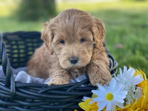 Mikey - Teacup Labradoodle Boy - Image 9