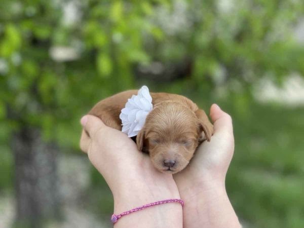 Pearl - Micro Goldendoodle Girl - Image 7