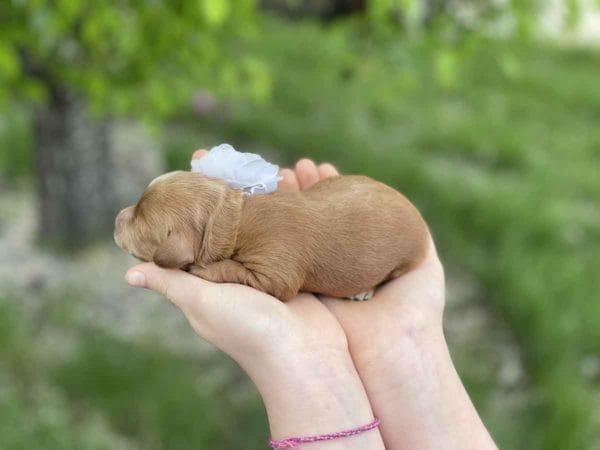 Pearl - Micro Goldendoodle Girl - Image 6