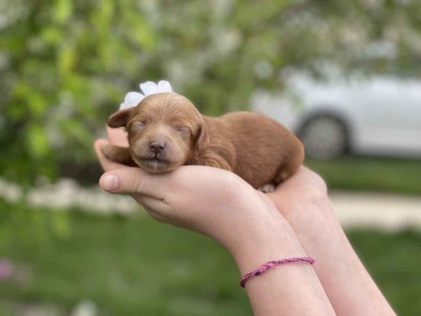 Pearl - Micro Goldendoodle Girl - Image 5