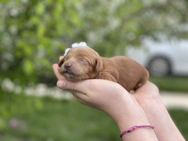 Pearl - Micro Goldendoodle Girl - Image 4