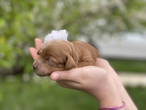 Pearl - Micro Goldendoodle Girl - Image 3