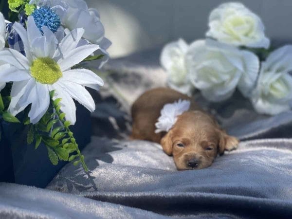 Pearl - Micro Goldendoodle Girl - Image 13