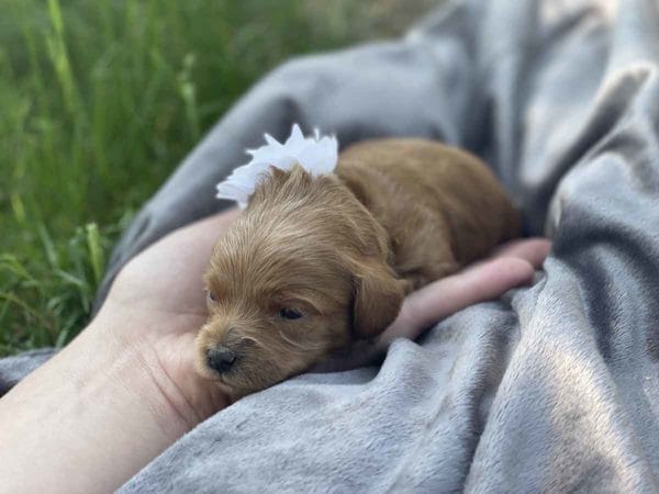 Pearl - Micro Goldendoodle Girl - Image 10