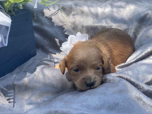 Pearl - Micro Goldendoodle Girl