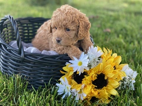 Sloth - Teacup Labradoodle Boy - Image 8