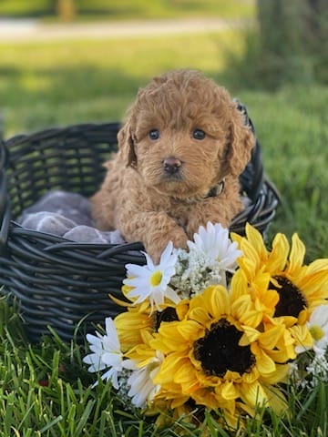 Sloth - Teacup Labradoodle Boy - Image 7