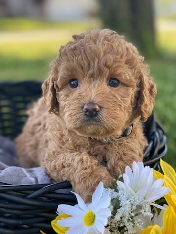 Sloth - Teacup Labradoodle Boy - Image 6