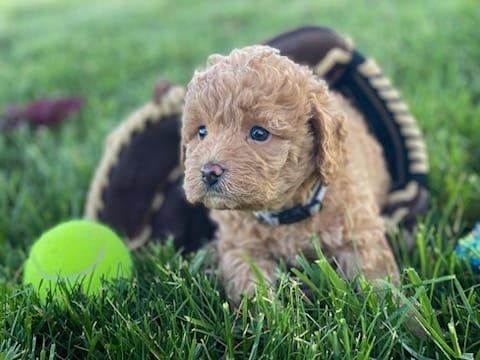 Sloth - Teacup Labradoodle Boy - Image 5