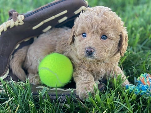 Sloth - Teacup Labradoodle Boy - Image 4