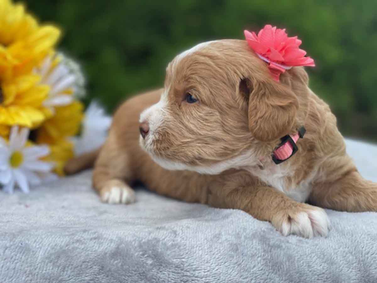 Stef - Teacup Labradoodle Girl - Image 7