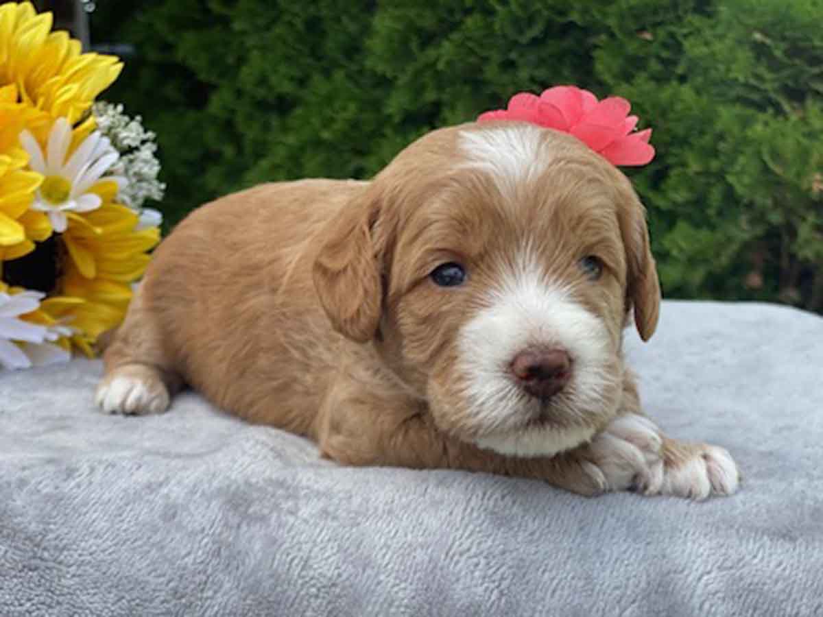 Stef - Teacup Labradoodle Girl - Image 8