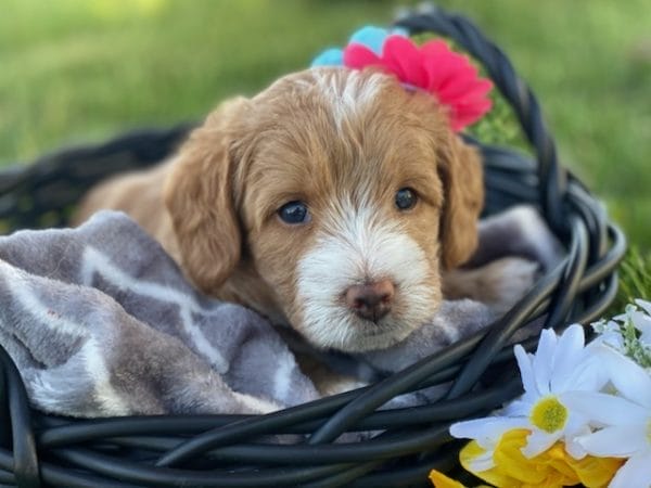 Labradoodle puppies for sale, Teacup Labradoodle, Mini Labradoodle puppies for sale, Miniature labradoodle puppies for sale near me, Labradoodle, labradooodle for sale, labradoodle puppy, Mini doodle dogs, doodle dog, hypoallergenic dogs