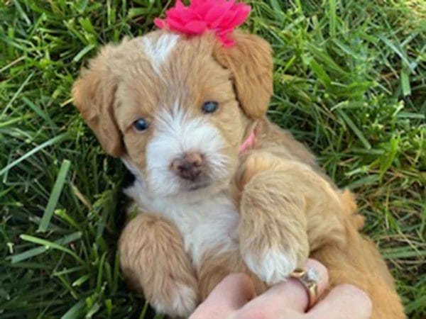 Labradoodle puppies for sale, Teacup Labradoodle, Mini Labradoodle puppies for sale, Miniature labradoodle puppies for sale near me, Labradoodle, labradooodle for sale, labradoodle puppy, Mini doodle dogs, doodle dog, hypoallergenic dogs