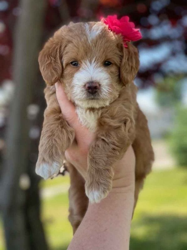 Labradoodle puppies for sale, Teacup Labradoodle, Mini Labradoodle puppies for sale, Miniature labradoodle puppies for sale near me, Labradoodle, labradooodle for sale, labradoodle puppy, Mini doodle dogs, doodle dog, hypoallergenic dogs