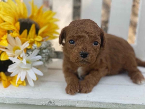 Triton - Micro Goldendoodle Boy - Image 10