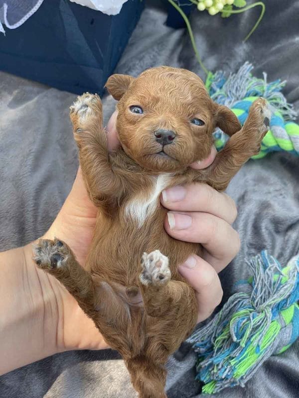Triton - Micro Goldendoodle Boy - Image 3