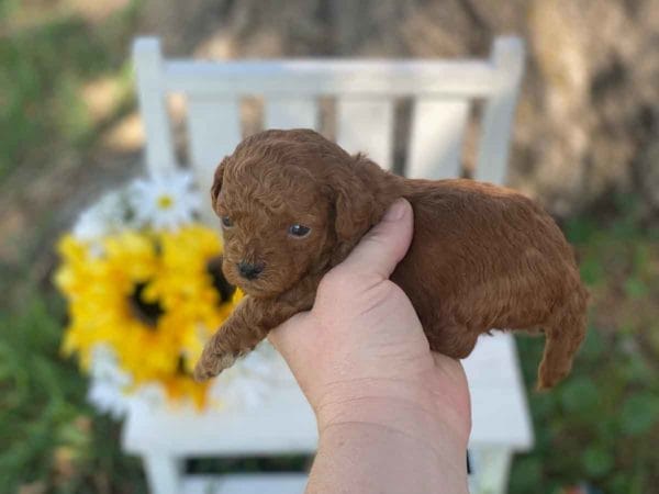 Triton - Micro Goldendoodle Boy - Image 8