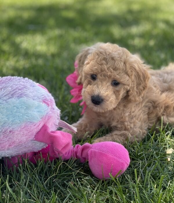 Peach - Teacup Goldendoodle Girl - Image 11